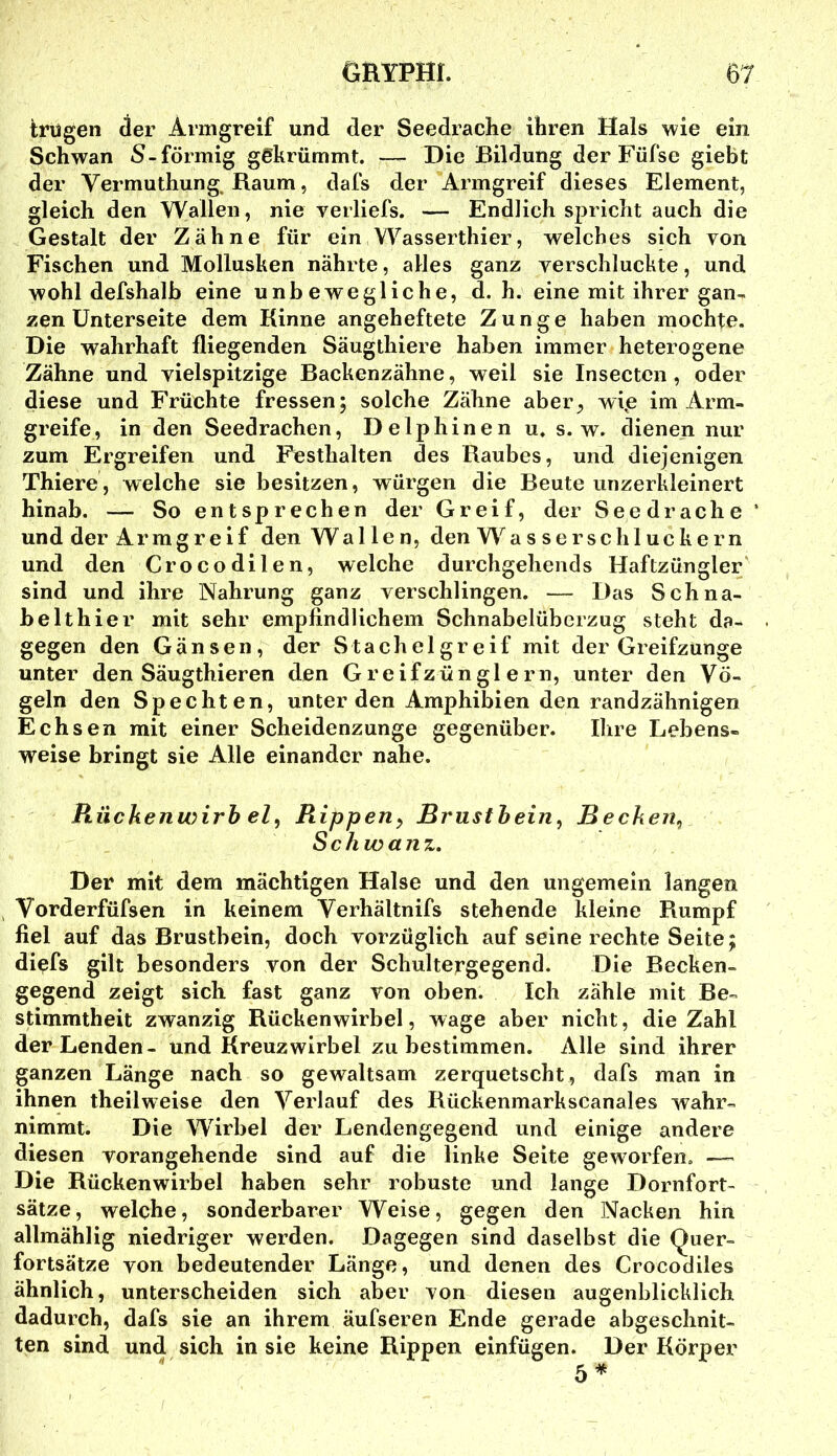 trügen der Armgreif und der Seedrache ihren Hals wie ein Schwan S-förmig gekrümmt. ■— Die Bildung der Füfse giebt der Vermuthung, Raum, dafs der Armgreif dieses Element, gleich den Wallen, nie yerliefs. — Endlich spricht auch die Gestalt der Zähne für ein YVasserthier, welches sich von Fischen und Mollusken nährte, alles ganz verschluckte, und wohl defshalb eine unbewegliche, d. h. eine mit ihrer gan- zen Unterseite dem Kinne angeheftete Zunge haben mochte. Die wahrhaft fliegenden Säugthiere haben immer heterogene Zähne und vielspitzige Backenzähne, weil sie Insecten , oder diese und Früchte fressen; solche Zähne aber^ wi,e im Arm- greife, in den Seedrachen, Delphinen u. s. w. dienen nur zum Ergreifen und Festhalten des Raubes, und diejenigen Thiere, welche sie besitzen, würgen die Beute unzerkleinert hinab. — So entsprechen der Greif, der Seedrache ‘ und der Armgreif den Wallen, den Wasserschluckern und den Crocodilen, welche durchgehends Haftzüngler' sind und ihre Nahrung ganz verschlingen. — Das Schna- belthier mit sehr empfindlichem Schnabelüberzug steht da- gegen den Gänsen, der Stachelgreif mit der Greifzunge unter den Säugthieren den G reifzüngl e rn, unter den Vö- geln den Spechten, unter den Amphibien den randzähnigen Echsen mit einer Scheidenzunge gegenüber. Ihre Lebens- weise bringt sie Alle einander nahe. Rückenwirb el, Rippen^ Brustbein^ Becken^ Schwanz, Der mit dem mächtigen Halse und den ungemein langen Vorderfüfsen in keinem Yerhältnifs stehende kleine Rumpf fiel auf das Brustbein, doch vorzüglich auf seine rechte Seite; diefs gilt besonders von der Schultergegend. Die Becken- gegend zeigt sich fast ganz von oben. Ich zähle mit Be- stimmtheit zwanzig Rückenwirbel, wage aber nicht, die Zahl der Lenden- und Kreuzwlrbel zu bestimmen. Alle sind ihrer ganzen Länge nach so gewaltsam zerquetscht, dafs man in ihnen theilweise den Verlauf des Bückenmarkscanales wahr- nimmt. Die W^irbel der Lendengegend und einige andere diesen vorangehende sind auf die linke Seite geworfen, — Die Rückenwirbel haben sehr robuste und lange Dornfort- sätze, welche, sonderbarer Weise, gegen den Nacken hin allmählig niedriger werden. Dagegen sind daselbst die (^uer- fortsätze von bedeutender Länge, und denen des Crocodiles ähnlich, unterscheiden sich aber von diesen augenblicklich dadurch, dafs sie an ihrem äufseren Ende gerade abgeschnit- ten sind und sich in sie keine Rippen einfügen. Der Körper