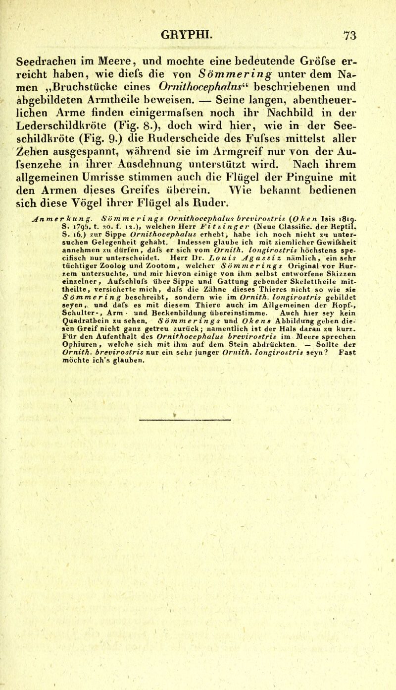 Seedrachen im Meere, und mochte eine bedeutende GrÖfse er- reicht haben, wie diefs die von Sömmering unter dem Na- men „Bruchstücke eines Ornithocephalus^'' beschriebenen und abgebildeten Armtheile beweisen. — Seine langen, abentheuer- lichen Arme finden einigermalsen noch ihr Nachbild in der Lederschildkröte (Fig. 8.)? doch wird hier, wie in der See- schildhröte (Fig. 9.) die Ruderscheide des Fufses mittelst aller Zehen ausgespannt, während sie im Armgreif nur von der Au- fsenzehe in ihrer Ausdehnung unterstützt wird. Nach ihrem allgemeinen Umrisse stimmen auch die Flügel der Pinguine mit den Armen djeses Greifes überein. Wie bekannt bedienen sich diese Vögel ihrer Flügel als Ruder. Anmerkung. Sömmerings Ornithocephalu.^ brevirostrii {^Oken Isis i8iq. S. 1795. t. 20. f. 12.), welchen Herr Fitzinger (Neue Classihc. der Reptil. S. 16.) zur Sippe Ornithocephalus erhebt, habe ich noch nicht zu unter- suchen Gelegenheit gehabt. Indessen glaube ich mit ziemlicher Gewifehcit annehmen zu dürfen, dafs er sich vom Ornith. longirostris höchstens spe- cihsch nur unterscheidet. Herr Dr. Louis Agassi z nämlich, einsehr tüchtiger Zoolog und Zootom, welcher Sömmerings Original vor Kur- zem untersuchte, und mir hievon einige von ihm selbst entworfene Skizzen einzelner, Aufschlofs über Sippe und Gattung gebender Skcletlheile mit- theilte, versicherte mich, dafs die Zähne dieses Thieres nicht so wie sie Sömmering beschreibt, sondern wie im. Ornith. longirostris gebildet 8eyen,^ und dafs es mit diesem Thiere auch im Allgemeinen der Kopf-, Schulter-, Arm • und Beckenbildung übereinstimme. Auch hier sey kein Quadratbein Zusehen. Sömmerings und Okena Abbildung geben die- sen Greif nicht ganz getreu zurück; namentlich ist der Hals daran zu kurz. Für den Aufenthalt des Ornithocephalus brevirostris im Meere sprechen Ophiuren, welche sich mit ihm auf dem Stein abdrückten. — Sollte der Ornith. brevirostris nuv ein sehr junger Ornith. longirostris seyn? Fast möchte ich’.s glauben.