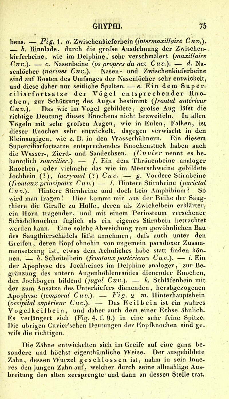 bens. — Fig» 1. ß. Zwischenbieferbein (iWer/nflxzVZazVe Cixv.), — h. Kinnlade, durch die grofse Ausdehnung der Zwischen-, hieferbeine, wie im Delphine,' sehr verschmälert {inaxillaire Cmü.). — c. Nasenbeine (os propres du nez Cuv.). — d. Na- senlöcher (narines Cuv.). Nasen- und Zwischenkieferbeine sind auf Rosten des Umfanges der Nasenlöcher sehr entwickelt, und diese daher nur seitliche Spalten. — e. Ein dem Super- ciliarfortsatze der Vögel entsprechender Kno- chen, zur Schlitzung des Auges bestimmt {frontal anterieur Cuv,).. Das wie im Vogel gebildete, grofse Aug läfst die richtige Deutung dieses Knochens nicht bezweifeln. In allen Vögeln mit sehr grofsen Augen, wie in Eulen, Falken, ist dieser Knochen sehr entwickelt, dagegen verwischt in den Kleinaugigen, wie z. B. in den Wasserhühnern. Ein diesem Superciliarfortsatze entsprechendes Knochenstück haben auch die Wasser-, Zierd- und Sandechsen. {Cu vier nennt es be- kanntlich sourcilier.) — f. Ein dem Thränenbeine analoger Knochen, oder vielmehr das wie im Meerschweine gebildete Jochbein (?), lacrynml (?) Cuv. —- g. Vordere Stirnbeine {frontaux principaiix Cuv.) — /. Hintere Stirnbeine {parietal Cuv.). Hintere Stirnbeine und doch kein Amphibium? So wird man fragen! Hier kommt mir aus der Reihe der Säug- thiere die Giraffe zu Hülfe, deren als Zwickelbein erklärter, ein Horn tragender, und mit einem Periosteum versehener Schädelknochen füglich als ein eigenes Stirnbein betrachtet werden kann. Eine solche Abweichung vom gewöhnlichen Bau des Säugthierschädels läfst annehmen, dafs auch unter den Greifen , deren Kopf ohnehin von ungemein paradoxer Zusam- mensetzung ist, etwas dem Aehnliches habe statt finden kön- nen. — h. Scheitelbein {frontaux posterieurs Cuv.). — /.Ein der Apophyse des Jochbeines im Delphine analoger, zur Be- gränzung des untern Augenhöhlenrandes dienender Knochen, den Jochbogen bildend {jugal Cuv.). — h. Schläfenbein mit der zum Ansätze des Unterkiefers dienenden, herabgezogenen Apophyse {temporal Cuv.). — Fig. 2 rn. Hinterhauptsbein {occipital superieur Cuv.). — Das Keilbein ist ein wahres Vogelkeilbein, und daher auch dem einer Echse ähnlich. Es verlängert sich (Fig. 4. f. 9.) iu eine sehr feine Spitze. Die übrigen Cuvier’schen Deutungen der Kopfknochen sind ge- wifs die richtigen. Die Zähne entwickelten sich im Greife auf eine ganz be- sondere und höchst eigenthümliche Weise. Der ausgebildete Zahn, dessen Wurzel geschlossen ist, nahm in sein Inne- res den jungen Zahn auf, welcher durch seine allmählige Aus- breitung den alten zersprengte und dann an dessen Stelle trat.