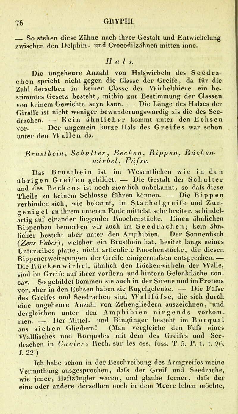 — So stehen diese Zahne nach ihrer Gestalt und Entwickelung zwischen den Delphin- und Crocodilzähnen mitten inne. Hals. Die ungeheure Anzahl von Halswirbeln des Seedra- chen spricht nicht gegen die Classe der Greife, da für die Zahl derselben in keiner Classe der Wirbelthiere ein be- stimmtes Gesetz besteht, mithin zur Bestimmung der Classen von keinem Gewichte seyn kann. — Die Länge des Halses der Giraffe ist nicht weniger bewunderungswürdig als die des See- drachen. — Kein ähnlicher kommt unter den Echsen Yor. — Der ungemein kurze Hals des Greifes war schon unter den Wallen da. Brustbein Schulter, Becken^ Ptippen, Rücken- wirbel, Fiifse. Das Brustbein ist im Wesentlichen wie in den übrigen Greifen gebildet. — Die Gestalt der Schulter und des Beckens ist noch ziemlich unbekannt, so dafs diese Theile zu keinem Schlüsse führen können. — Die Rippen verbinden sich, wie bekannt, im Stachelgreife und Zun- genigel an ihrem unteren Ende mittelst sehr breiter, schindel- artig auf einander liegender Knochenstücke. Einen ähnlichen Rippenbau bemerken wir auch im Seedrachen; kein ähn- licher besteht aber unter den Amphibien. Der Sonnenfisch (^Zeiis Faber), welcher ein Brustbein hat, besitzt längs seines Unterleibes platte, nicht articulirte Knochenstücbe, die diesen Rippenerweiterungen der Greife einigermafsen entsprechen. —, Die Rückenwirbel, ähnlich den Rückenwirbeln der Walle, sind im Greife auf ihrer vordem und hintern Gelenklläche con- cav. So gebildet kommen sie auch in der Sirene und imProteus vor, aber in den Echsen haben sie Kugelgelenke. — Die Füfse des Greifes und Seedrachen sind Wallfüfse, die sich durch eine ungeheure Anzahl von Zehengliedern auszeichnen, and dergleichen unter den Amphibien nirgends verkom- men. — Der Mittel- und Ringfinger besieht im Rorqual aus sieben Gliedern! (Man vergleiche den Fufs eines Wallfisches nnd Rorquales mit dem des Greifes und See- drachen in Ciiviers Rech, sur les oss. foss. T, 5. P. 1. t. 26. f. 22.) Ich habe schon in der Beschreibung des Armgreifes meine Vermuthung ausgesprochen, dafs der Greif und Seedrache, wie jener, Haftzüngler waren, und glaube ferner, dafs der eine oder andere derselben noch in dem Meere leben möchte.