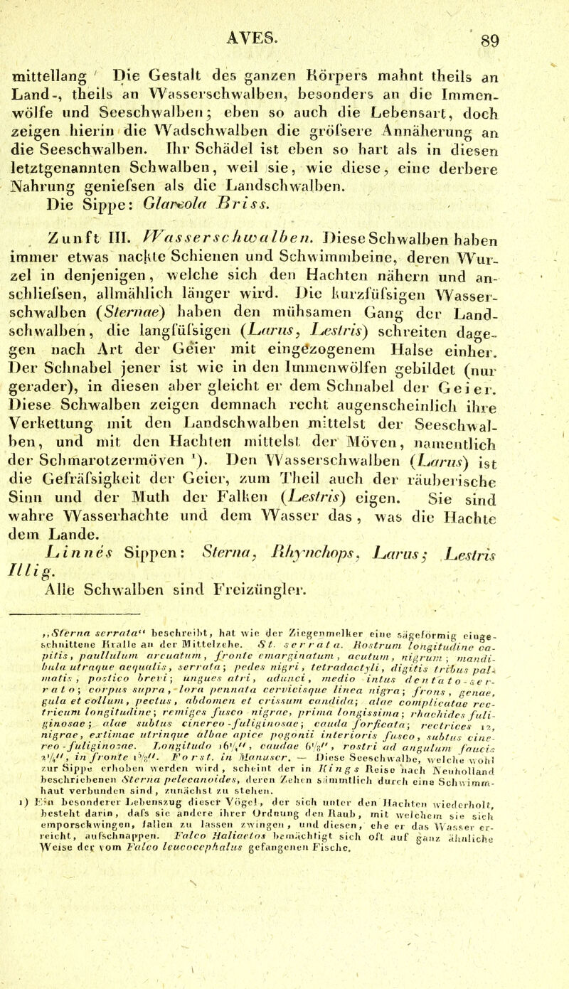 mittellang ' Die Gestalt des ganzen Körpers mahnt theils an Land-, theils an Wasserschwalben, besonders an die Immen- wölfe und Seeschwalbeii; eben so auch die Lebensart, doch zeigen hierin die Wadschwalben die gröfsere Annäherung an die Seeschwalben. Ihr Schädel ist eben so hart als in diesen letztgenannten Schwalben, weil sie, wie diese, eine derbere Nahrung geniefsen als die Landschwalben. Die Sippe: Glareola Br iss. Zunft III. er /zw« Z6e/z. Diese Schwalben haben immer etwas nackte Schienen und Schwimmbeine, deren Wur- zel in denjenigen, welehe sich den Hachten nähern und an- schliefsen, allmählich länger wird. Die kurzfüfsigen Wasser- schwalben (Steniae) haben den mühsamen Gang der Land- schwalben, die langfüfsigen {L,ariis, l^eslris) schreiten dage- gen nach Art der Geier mit eingezogenem Halse einher. Der Sehnabel jener ist wie in den linmenwölfen gebildet (nur gerader), in diesen aber gleicht er dem Schnabel der Geier. Diese Schwalben zeigen demnach recht augenscheinlich ihre Verkettung mit den Landschwalben mittelst der Seeschwal- ben, und mit den Hachten mittelst der Möven, namentlich der Schmarotzermöven '). Den Wasserschwalben (Lerrus) ist die Gefräfsigkeit der Geier, zum l’heil auch der räuberische Sinn und der Muth der Falken {hesfris) eigen. Sie sind wahre Wasserhachte und dem Wasser das , was die Hachte dem Lande. Linnes Sippen: Sterna. Pifiynchops. Larus: Lesiris fiiig. Alle Schwalben sind Freizüngler. ,,Sterna serrata beschreil)t, hat wie <Jcr Ziegenmelker eine sageförmig eiu»e- schiiittene Kralle an <ler Mittelzehe. St. serrata. llostrum longitudine ca- pitis, paulluluvi urcuatuni, fronte ernarginatuni , acutum, nigrunt ; mandi- hula utraque ae(iualis, serrata-, pedes nigri, tetradactjli, digitis tribus pal- mati.s , postico hrevi] ungues atri, ad und, medio intus dentato-ser- rato-, Corpus supra, lora pennnta ccrvicisque linea nigra-, frons , ’^enae, gula et coiliim, pectus , ahdomen et crissum condida-, alae complicatae rec- tricuni longit udinc-, remiges fusco nigrae, prima longissima-, rhachides fuli- ginosae; alae suhtus cinerco-fuliginosac-, cauda forficata -, rectrices iz. nigrae, extimae utrinque albne apice pogonii interioris fusco, suhtus cine- reo -fuliginosne. I.ongitudo , caudae (j'lfJ', rostri ad angulum f'aiicis 't.'jbfd in fronte Forst, in Manuscr. — Diese Seescliwalbc, welclie wohl zur Sippe erhoben werden wird, scheint der in Kings Keisc nach ISenhoUand beschriebenen Sterna pelccanoides, deren Zehen säinmtiich durch eine Schwimm- haut verbunden sind, zunächst zu stehen. i) Ein besonderer Lebenszug dieser YögeJ, der sich unter den Hachten wiederholt besteht darin, dafs sie andere ihrer Ordnung den Raub, mit welchem sie sich emporsekwingen, lallen zu lassen zwingen, und diesen, ehe er das Wasser er- reicht, aufschnappen. Falco Haliaetos bemächtigt sich oft auf ganz ähnliche Weise dev vom Falco leucocephalus gefangejien Fische.