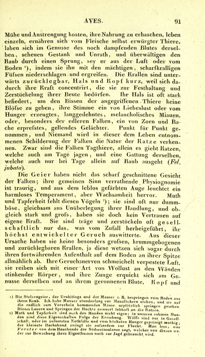 Mühe und Anstrengung kosten, ihre Nahrung zu erhaschen, leben einzeln, ernähren sich vom Fleische selbst erwürgter Thiere, laben sich im Genüsse des noch dampfenden Blutes dersel- ben, scheuen Gestank und Unrath, und überwältigen den Raub durch einen Sprung, sey er aus der Luft oder vom Boden , indem sie ihn mit den mächtigen, scharfkralligen Fül'sen niederschlagen und ergreifen. Die Krallen sind unter- wärts zurücklegbar, Hals und Kopf kurz, weil sich da- durch ihre Kraft concentrirt, die sie zur Festhaltung und Zerstückelung ihrer Beute bedürfen. Ihr Hals ist oft stark befiedert, um den Bissen der angegriffenen Thiere keine Blöfse zu geben, ihre Stimme ein von Lieheslust oder vom Hunger erzeugtes, langgedehntes, melancholisches Miauen, oder, besonders der edleren Falken, ein von Zorn und Ra- che erprefstes, gellendes Gelächter. Punkt für Punkt ge- nommen , und Niemand wird in dieser dem Leben entnom- menen Schilderung der Falken die Natur der Katze verken- nen. Zwar sind die Falken Tagthiere, allein es giebt Katzen, welche auch am Tage jagen, und eine Gattung derselben, welche auch nur hei Tage allein auf Raub ausgeht {Fel. juhatd). Die Geier haben nicht das scharf geschnittene Gesicht der Falken; ihre gemeinen Sinn verrathende Physiognomie ist traurig, und aus dem leblos gefärbten Auge leuchtet ein harmloses Temperament, aber Wachsamkeit hervor. Muth und Tapferkeit fehlt diesen Vögeln '); sie sind oft nur dumm- böse, gleichsam aus ünüberlegung ihrer Handlung, und ob- gleich stark und grofs, haben sie doch kein Vertrauen auf eigene Kraft. Sie sind träge und zerstückeln oft gesell- schaftlich nur das, was vom Zufall herbeigeführt, ihr höchst entwickelter Geruch auswitterte. Aus dieser Ursache haben sie keine besonders grofsen, krummgebogenen und ziirücklegbaren Krallen, ja diese wetzen sich sogar durch ihren fortwährenden Aufenthalt auf dem Boden an ihrer Spitze allmählich ab. Ihre Geruchsnerven schmeichelt verpestete Luft, sie reiben sich mit einer iirt von Wollust an den Wänden stinkender Körper, und ihre Zunge erquickt sich am Ge- nüsse derselben und an ihrem geronneüen Blute. Kopf und 1) Die^ Stelzengeier, der Urubitiuga und der Mauser z. B. bespringen vom Boden aus ihren Raub. Ich habe Mauser stundejilang vor Mauslöchern stehen, und sie auf die endlich zum Vorschein hommenden Mause urplötzlich springen gesehen Dieses Lauern und Springen der Machte erinnert lebhaft an die Katzen. ^ 2) Muth und Tapferkeit sind auch den Hunden nicht eigen; in unseren zahmen Kun- den sind diese Eigenschaften Folge der Erziehung. Wölfe sind nur in Gesell- schaft, oder im äufsersten Nolhfalle und vom höchsten Hunger gepeinigt muthi» “ der kleinste Dachshund zwingt sie aufserdem zur Flucht. Man lese, was Förster von dem Haushunde der Siidseeiiisulaner sagt, welcher von diesen we- der zur Bewachung ihres Eigenthurnes noch zur Jagd gebraucht wird.