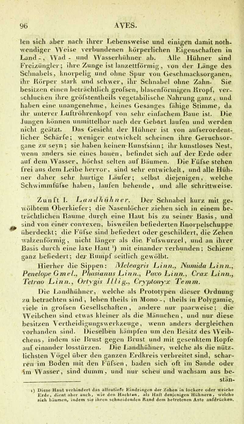 len sich aber nach ihrer Lebensweise und einigen damit noth- wendiger Weise v^erbundenen körperlichen Eigenschaften in Land -, Wad - und Wasserliühner ab. Alle Hühner sind Freizüngler; ihre Zunge ist lanzettförmig, von der Länge des Schnabels, knorpelig und ohne Spur von Geschmacksorganen, ihr Körper stark und schwer, ihr Schnabel ohne Zahn. Sie besitzen einen beträchtlich grofsen, blasenförmigen Kropf, ver- schlucken ihre gröfstentheils vegetabilische Nahrung ganz , und haben eine unangenehme, keines Gesanges fähige Stimme, da ihr unterer Luftröhrenkopf von sehr einfachem Baue ist. Die Jungen können unmittelbar nach der Geburt laufen und werden nicht geätzt. Das Gesicht der Hühner ist von aufserordent- licher Schärfe; weniger entwickelt scheinen ihre Geruchsor- gane zu seyn; sie haben keinemKunsfsinn; ihr kunstloses Nest, wenn anders sie eines bauen, befindet sich auf der Erde oder auf dem Wasser, höchst selten auf Bäumen. Die Füfse stehen frei aus dem Leibe hervor, sind sehr entwickelt, und alle Hüh- ner daher sehr hurtige Läufer; selbst diejenigen, w^elche Schwimmfüfse haben, laufen behende, und alle schrittweise. Zunft I. Ltcin dhühner. Der Schnabel kurz mit ge- wölbtem Oberkiefer; die Nasenlöcher ziehen sich in einem be- trächtlichen Baume durch eine Haut bis zu seiner Basis, und sind von einer convexen, bisweilen befiederten Knorpelschuppe überdeckt; die Füfse sind befiedert oder geschildert, die Zehen walzenförmig, nicht länger als die Fufswurzel, und an ihrer Basis durch eine laxe Haut') mit einander verbunden; Schiene ganz befiedert; dej' Rumpf seitlich gewölbt. Hierher die Sippen: Meleagris Ltinn.^ Numida JLinn., Penelope Gmel.^ Phasianus Ltinn.^ Pavo LAjin.^ Crax L,inn., Tetrao Liinn.y Orty'gis Illig.y Cryptonyx Temm. Die Landhühner, welche als Prototypen dieser Ordnung zu betrachten sind, leben theils in Mono-, theils in Polygamie, ^'iele in grofsen Gesellschaften, andere nur paarweise; die Weibchen sind etwas kleiner als die Männchen, und nur diese besitzen Vertheidigungswerkzeuge, wenn anders dergleichen vorhanden sind. Dieselben kämpfen um den Besitz des Weib- chens, indem sie Brust gegen Brust und mit gesenktem Kopfe auf einander losstürzen. Die Landhühner, welche als die nütz- lichsten Yögel über den ganzen Erdkreis verbreitet sind, schar- ren im Boden mit den Füfsen, baden sich oft im Sande oder im Wasser, sind dumm, und nur scheu und wachsam aus be- stän- .) Diese Haut verhindert das allzutiefe Eindringen der Zehen in lockere oder weiche Erde, dient aber auch, wie den Hachten, als Haft denjenigen Hühnern, welche sich bäumen, indenr sie ihren schneidenden Rand dem betretenen Aste anfdrücken.