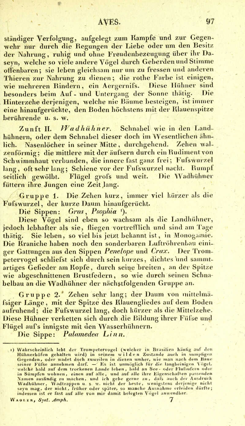ständiger Verfolgung, aufgelegt zum Kampfe und zur Gegen- wehr nur durch diß Regungen der Liebe oder um den Besitz der Nahrung, ruhig und ohne Freudenhezeugung über ihr Da~ seyn, welche so viele andere Vögel durch Geberden und Stimme offenbaren; sie leben gleichsam nur um zu fressen und anderen Thieren zur Nahrung zu dienen; die rolhe Farbe ist einigen, wie mehreren Rindern, ein Aergernifs. Diese Hühner sind besonders beim Auf - und Untergang der Sonne thätig. Die Hinterzehe derjenigen, welche nie Bäume besteigen, ist immer eine hinaufgerückte, den Boden höchstens mit der Klauenspitze berührende u. s. w. j Zunft II. a dhühner. Schnabeiv wie in den Land- hühnern, oder dem Schnabel dieser doch im Wesentlichen ähn- lich. Nasenlöcher in seiner Mitte, durchgehend. Zehen wal- zenförmig; die mittlere mit der äufsern durch ein Rudiment von Schwimmhaut verbunden, die innere fast ganz frei; Fufswurzel lang, oft sehr lang; Schiene vor der FufsAVurzel nackt. Rumpf seitlich gewölbt. Flügel grofs und weit. Die Wadhühner füttern ihre Jungen eine Zeit Jang. ^ Gruppe 1. Die Zehen kurz, immer viel kürzer als die Fufswurzel, der kurze Daum hinaufgerückt. Die Sippen: Grus ^ Psophia '). Diese Vögel sind eben so wachsam als die Landhülmer, jedoch lebhafter als sie, lliegen vortrefflich und sind am Tage thätig. Sie leben, so viel bis jetzt bekannt ist, in Monogamie. Die Kraniche haben noch den sonderbaren Luftröhrenbau eini- ger Gattungen aus den Sippen Penelope und Crax. Der Trom- petervogel schliefst sich durch sein kurzes, dichtes und sammt- artiges Gefieder am Kopfe, durch seii;ie breiten , an der Spitze wie abgeschnittenen Brustfedern, so wie durch seinen Schna- belbau an die Wadhühner der nächstfolgenden Gruppe an. Gruppe 2.^ Zehen sehr lang; der Daum von »nittelmä- fsiger Länge, mit der Spitze des Klauengliedes auf dem Boden aufruhend; die Fufswurzel lang, doch kürzer als die Mittelzehe. Diese Hühner verketten sich durch die Bildung ihrer Füfse und Flügel aufs innigste mit den Wasserhühnern. '^ Die Sippe: Palamedea Ltinn. «) Wahrscheinlich lebt dev Trompetervof![el (welcJier in Bi'asilicn häufig auf den Hühnerhöfen gehalten wird) in seinem wilden Zustande aucli in suinj>ligen Gegenden, oder wadet doch zuweilen in diesen umher, wie man nach dem Baue seiner Füfse annehmen darf. — Es ist yiimüglich für die langbeinigen \ögel, welche bald auf dem trockenen Lande leben, bald an See- oder Flufsufern oder in Sümpfen wohnen, einen auf alle, und auf alle ihre Eigenschaften passenden Namen ausfindig zu machen, und ich gebe gerne zu, dafs auch der Ausdruck Wadhühner, Wadtrappen u. s. w. nicht der beste, wenigstens derjenige nicht seyn mag, der nicht, früher oder später, so manche Ausnahme erleiden dürfte; indessen ist er fast auf alle von mir damit belegten Vögel anwendbar. WAorKH, Syst, ^mph. 7