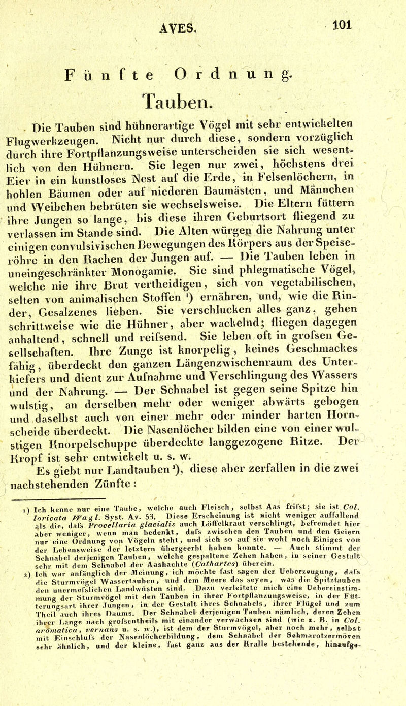 Fünfte Ordnung. Tauben. Die Tauben sind hühnerartige Vögel mit sehr entwichelten Flugwerbzeugen. Nicht nur durch diese, sondern vorzüglich durch ihre Fortpllanzungsweise unterscheiden sie sich wesent- lich von den Hühnern. Sie legen nur zwei, höchstens drei Eier in ein kunstloses Nest auf die Erde, ui Felsenlöchern, in hohlen Bäumen oder auf niederen Baumästen, und Männchen und Weibchen bebrüten sie wechselsweise. Die Eltern füttern ihre Jungen so lange, bis diese ihren Geburtsort fliegend zu verlassen im Stande sind. Die Alten würgeii die Nahrung unter einigen convulsivischen Bewegungen des Körpers aus der Speise- röhre in den Rachen der Jungen auf. — Die Tauben leben in uneingeschränkter Monogamie. Sie sind phlegmatische Vögel, welche nie ihre Brut vertheidigen, sich von vegetabilischen, selten von animalischen Stoffen •) ernähren, und, wie die Rin» der. Gesalzenes lieben. Sie verschlucken alles ganz, gehen schrittweise wie die Hühner, aber wackelnd; fliegen dagegen anhaltend, schnell und reifsend. Sie leben oft in grofsen Ge- sellschaften. Ihre Zunge ist knorpelig, keines Geschmackes fähig, überdeckt den ganzen Längenzwischenraum des Unter- kiefers und dient zur Aufnahme und Verschlingung des Wassers und der Nahrung. — Der Schnabel ist gegen seine Spitze hin wulstig, an derselben mehr oder weniger abwärts gebogen und daselbst auch von einer mehr oder minder harten Horn- scheide überdeckt. Die Nasenlöcher bilden eine von einer wul- stigen Knorpelschuppe überdeckte langgezogenc Ritze. Der Kropf ist sehr entwickelt u. s. w. Es giebt nur Landtauben *), diese aber zerfallen in die zwei ) nachstehenden Zünfte: 1) Ich kenne nur eine Taube, welche auch Fleisch, selbst Aas frifst; sie ist Col. ^ loricata Wa^l. Syst. Av. 53. Diese Erscheiiiuag ist uicht weniger auffallend als die, dafs Vrocellaria glacialis auch Löffelkraut verschlingt, befremdet hier aber weniger, wenn man bedenkt, dafs zwischen den Tauben und den Geiern nur eine Ordnung von Vögeln steht, und sich so auf sie wohl noch Einiges von der Lebensweise” der letztem übergeerht haben konnte, — Auch stimmt der Schnabel derjenigen Tauben, welche gespaltene Zehen haben, in seiner Gestalt sehr mit dem Schnabel der Aashachte {Cathartes) überein. 2) Ich war anfänglich der Meinung, ich möchte fast sagen der Ueberzeugung, dafs die Sturmvögel Wasscrlauheii, und dem Meere das seyen, was die Spitztauben den unermefslichen Landwüslen sind. Dazu verleitete mich eine üebereinslim- mung der Sturmvögel mit den Tauben in ihrer Fortpflanzungsweise, in der Füt- tcrungsart ihrer Jungen, in der Gestalt ihres Schnabels, ihrer Flügel und zum Thcil tWeh ihres Daums. Der Schnabel derjenigen Tauben nämlich, deren Zehen ihrer Ijänge nach grofsentheils mit einander verwachsen sind (wie *. B. in Col. aröniatica, vernans u. s. w.), ist dem der Sturmvögel, aber noch mehr, selbst mit F.inschlufs der Nasenlöcherbildung, dem Schnabel der Sehmarotzermöven sehr ähnlich, und der kleine, fast ganz aus der Kralle bestehende, hinaufge-