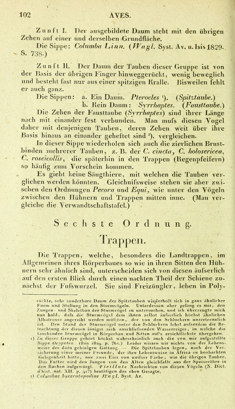 Z 11 n f l I. Der ausgebildete Daum steht mit den übrigen Zehen auf einer und derselben Grundfläche. Die Sippe: Columba Lainn. Syst. Av. u.Isis 1829- S. 738.) Zunft 11. Der Daum der Tauben dieser Gruppe ist von der Basis der übrigen P’inger hinweggerücht, wenig beweglich und besteht last nur aus einer sj^itzigen Kralle. Bisweilen fehlt er auch ganz. Die Sippen: a. Ein Daimi. Plerocles {Spitztauhe.) b. Kein Daum: Syrrhaptes. (Fausttaube.) Die Zehen der Fausttaube (Syrrhaptes) sind ihrer Länge nach mit einander fest verbunden. Man mufs diesen Vogel daher juit denjenigen Tauben, deren Zehen weit über ihre Basis hinaus an einander geheftet sind ^), vergleichen. ln dieser Sippe wiederholen sich auch die zierlichen Brust- binden mehrerer Tauben, z. B. der C. cincta, C. holosericea^ C, roseicollis^ die späterhin in den Trappen (Regenpfeifern) so häufig zum Vorschein kommen. Es giebt keine Säugthiere, mit welchen die Tauben ver- glichen wei den könnten. Gleichnifsweise stehen sie aber zv^i- schen den Ordnungen Pecora und Equi, wie unter den Vögeln zwischen den Hühnern und Trappen mitten inne. (Man ver- gleiche die Verw^andtschaftstafel.) Sechste O r d n u n g. Trappen. Die Trappen, welche, besonders die Landtrappen, im Allgemeinen ihres Körperbaues so wie in ihren Sitten den Hüh- nern sehr ähnlich sind, unterscheiden sich von diesen äufserlich auf den ersten Blick durch einen nackten Theil der Schiene zu- nächst der P'ufswurzel. Sie sind i Fi eizüngler, leben in Poly- rückle, sehr soiiJcr}>are Daum der Spitzlauben wiederholt sich in ganz ähnlicher Form und Stellung in den Sturmvögeln. Unterdessen aber gelang es mir, den Zungen- und Skeletbau der Sturmvögel zu untersuchen, und ich überzeugte mich nun bald , dafs die Sturm\'ögcl dem ihnen seihst äuTscrlicli höchst ähnlichen Albatrosse angereiht werden mülsten, der von den Schluckern unzertrennlich ist. Den Stand der Sturmvögel unter den Schluckern lehrt aufserdem die Uc- trachtung der diesen innigst sich anschlicfsendcn AVasserrciger, in welche die tauchenden Sturmvögel in Körperbau und Sitten auCs ersichtlichste übergehen. ]) Zu dieser Gruppe gehört höchst wahrscheinlich auch tlic von mir aufgestellte Sippe Ocypetes. (Isis lözq. p. yhz.) Leider wissen wir nichts von der Lebens- weise der dazu geliöiigen Gattung. — Die Spitztauben legen, nach der Ver- sicherung einer meiner h'reunde, der ihre Lebensweise in Africa zu beobachten Gelegenheit hatte, nur zwei F.ier von weifscr h'arhe , wie die übrigen Tauber. Das Futter wird den Jungen von den Alten gleichfalls aus der Speiseröhre i.a den Rachen aufgewürgt. rieillots Nachrichten von diesen Vögeln (N. Dict. d’hist. iiat. XIL p. 417) bestätigen das eben Gesagte, :?} Col(i7iibae buccrotopodiae Wagt. Syst. Av,