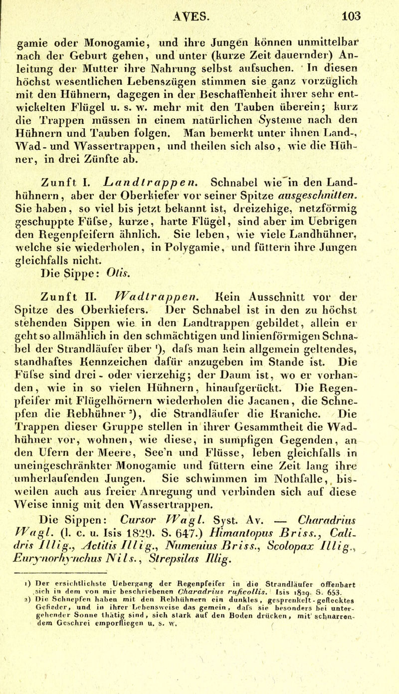 gamie oder Monogamie, und ihre Jungen können unmittelbar nach der Geburt gehen, und unter (kurze Zeit dauernder) An- leitung der Mutter ihre Nahrung selbst aufsuchen. ' In diesen höchst wesentlichen Lebenszügen stimmen sie ganz vorzüglich mit den Hühnern, dagegen in der Beschaffenheit ihrer sehr ent- wickelten Flügel u. s. w. mehr mit den Tauben überein; kurz die Trappen müssen in einem natürlichen Systeme nach den Hühnern und Tauben folgen. Man bemerkt unter ihnen Land-, Wad- und Wassertrappen, und theilen sich also, wie die Hüh- ner, in drei Zünfte ab. Zunft I. Ljandtrappen, Schnabel wie in den Land- hühnern, aber der Oberkiefer vor seiner Spitze ausgeschnitten. Sie haben, so viel bis jetzt bekannt ist, dreizehige, netzförmig geschuppte Füfse, kurze, harte Flügel, sind aber im Uebrigen den Regenpfeifern ähnlich. Sie leben, wie viele Landhühner, welche sie wiederholen, in Polygamie, und füttern ihre Jungen gleichfalls nicht. Die Sippe: Otis. Zunft II. TVadtrappen. Kein Ausschnitt vor der Spitze des Oberkiefers. Der Schnabel ist in den zu höchst stehenden Sippen wie in tlen Landtrappen gebildet, allein er geht so allmählich in den schmächtigen und linienförmigen Schna- bel der Strandläufer über dafs man kein allgemein geltendes, standhaftes Kennzeichen dafür anzugeben im Stande ist. Die Füfse sind drei- oder vierzehig; der Daum ist, wo er vorhan- den , wie in so vielen Hühnern, hinaufgerückt. Die Regen- pfeifer mit Flügelhörnern wiederholen die Jacanen, die Schne- pfen die Rebhühner-), die Strandläufer die Kraniche. Die Trappen dieser Gruppe stellen in ihrer Gesammtheit die Wad- hühner vor, wohnen, wie diese, in sumpfigen Gegenden, an den Ufern der Meere, See’n und Flüsse, leben gleichfalls in uneingeschränkter Monogamie und füttern eine Zeit lang ihr^5 umherlaufenden Jungen. Sie schwimmen im Nothfalle,, bis- weilen auch aus freier Anregung und verbinden sich auf diese Weise innig mit den Wassertrappen. Die Sippen: Cursor TVagl. Syst. Av. — Charadrius Wagl. (1. c. u. Isis 1829* S. 647.) Himantopus Br iss., Cali- dris Illig., Actitis lllig.., Numenius Briss., Scolopax Illig.^ Enrynorhynchus Ni l s., Strepsilas Illig. i) Der ersichtlichste Ueberwang der Regenpfeifer in die Strandläufer offenbart .sich in dem von mir beschriebenen Charadrius rußcolHs. Isis 1829- S. 653. 3) Die Schnepfen haben mit den Rebhühnern ein dunkles, gesprenkelt - geflecktes Gefieder, und in ihrer Lebensweise das gemein, dafs sie besonders bei unter- gehender Sonne thätig sind, sich stark auf den Boden drucken, mit'schnarren- dem Geschrei emporfliegen u. s. \r. /