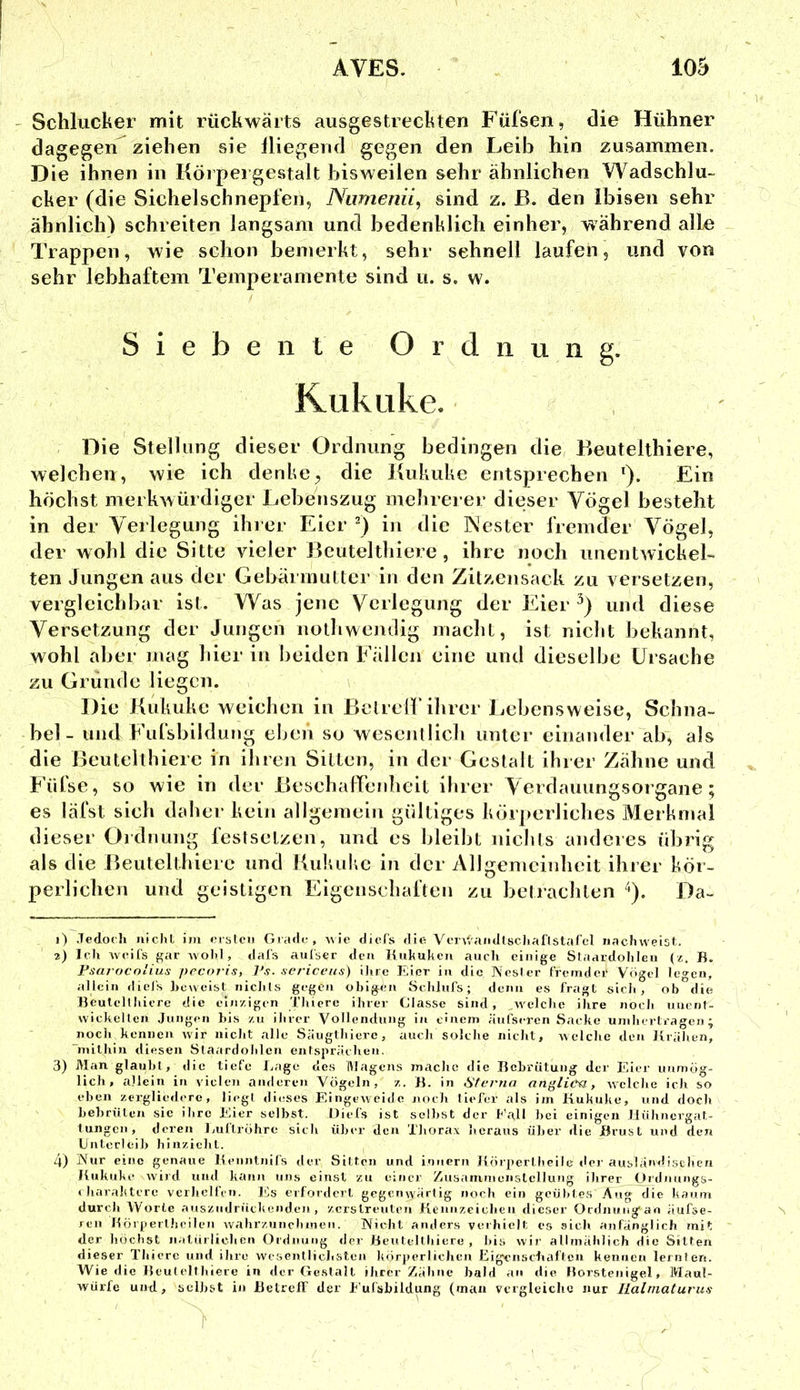 ' Schlucker mit rückwärts ausgestreckten Füfsen, die Hühner dagegen^ ziehen sie lliegend gegen den Leib hin zusammen. Die ihnen in Körpei gestalt bisweilen sehr ähnlichen Wadschlu- cker (die Sichelschnepfen, Niimenii, sind z. B. den Ibisen sehr ähnlich) schreiten langsam und bedenklich einher, während alle Trappen, wie schon bemerkt, sehr schnell laufen, und von sehr lebhaftem Temperamente sind u. s. w. Siebente Ordnung. Kukuke. Die Stellung dieser Ordnung bedingen die Beutelthiere, welchen, wie ich denke, die Kukuke entsprechen *). Ein höchst merkwürdiger Lebenszug mehrerer dieser Vögel besteht in der Verlegung ihrer Eier 0 in die Nester fremder Vögel, der wohl die Sitte vieler Beutelthiere, ihre noch unentwickel- ten Jungen aus der Gebärmutter in den Zitzensack zu versetzen, vergleichbar ist. Was jene Verlegung der Eier und diese Versetzung der Jungen nothwendig macht, ist nicht bekannt, wohl aber mag liier in beiden Fällen eine und dieselbe Ursache zu Gründe liegen. Die Kukuke weichen in Betreib ihrer Lebensweise, Schna- bel- und Fufsbildung eken so wesentlich unter einander ab, als die Beutelthiere in ihren Sitten, in der Gestalt ihrer Zähne und Fülse, so wie in der BesehaFfenheit ihrer Verdauungsorgane; es läfst sich daher kein allgemein gültiges körperliches Merkmal dieser Ordnung feslselzen, und es bleibt nichts anderes übrig als die Beutelthiere und Kukuke in der Allgemeinheit ihrer kör- perlichen und geistigen Eigenschaften zu betrachten Da- 1) .Tedoch nichl im imsIcu Gradu , ^\ie diofs dio Ycr\taiidlscl)aflslafel iiaclnveist. 2) Ich wcit's gar avoM , dals aiilser den Kukukcii auch einige Slaardohlcn (z. B. Vsarocolius pecoris, F.s. sericeus) ilirc Eier in die IS'ester fremdei' Vögel legen, allein diels hcweisl nicliUs gegen obigen Schlufs; denn es fragt sich, ob die Beutellhicre die einzigen Thierc ihrer Classc sind, ^Avelche ihre noch uiienl- vvicheUen Jungen bis zu ihrer Vollendung in einem äufseren Sacke uinhcrteagcn ; nocli kennen Avir nicht alle Säuglhierc, auch solche nicht, Avelche den Krähen, mithin diesen Staardohlen entsprächen. 3) Man glaubt, <iic tiefe Gage des Magens mache die Bebrütung der Fäer unmög- lich, allein in \ iclen anderen Vögeln, z. B. in Sterna anglieu, Avclche ich so eben zergliedere, liegt dieses EingeAveide noch tiefer als im Kukuke, und doch Lehrülen sic ihre Eier selbst. Diefs ist selbst der k'all bei einigen Jlühncrgat- tuiigcn, deren Kultröhre sieb über den Tbora.\ heraus über die Brust und de»» Unterleib hinziebt. 4) iVur eine genaue Kcniitnifs der Sitten und innern Körpertbeiie iler ausländischen Kukuke Avird und kann uns einst zu einer /aisaiumunslcllung ihrer Ürdniuigs- »haralitere verhelfen, bis erfordert gegcuAvartig noch ein geübtes Äug die kaum durch Worte auszudrückenden, zerstreuten Keunzciclien dieser Ocdiiungan äufse- reii Böipeithcilen Avahrzunchmen. Nicht anders verhielt es sich anfänglich mit der höchst natürlichen Ordnung der Keutellliiere , lös wir allmählich die Sitten dieser Thicre und ihre wesentlichsten körperlichen Eigenschaften kennen lernlen. Wie die Beutelthiere in der Gestalt ihrer Zähne bald an die Horstenigel, Maul- würfe und, selbst in Betreff der h'ufshildung (mau vcrgleiclic nur Ilalmaturus