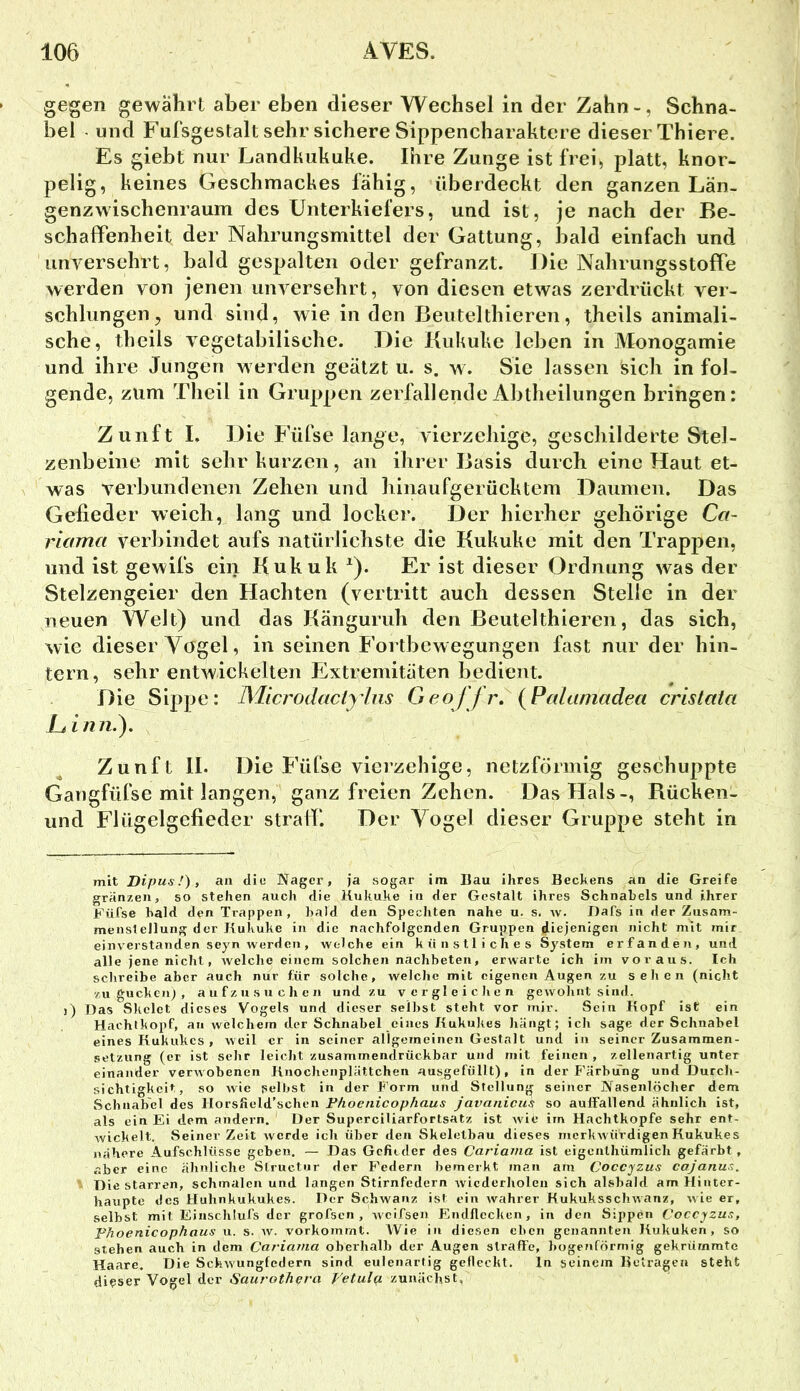 gegen gewährt aber eben dieser Wechsel in der Zahn-, Schna- bel und Ful'sgestalt sehr sichere Sippencharaktere dieser Thiere. Es giebt nur Landkukuke. Ihre Zunge ist frei, platt, knor- pelig, keines Geschmackes fähig, überdeckt den ganzen Län- genzwischenraum des Unterkiefers, und ist, je nach der Be- schaffenheit der Nahrungsmittel der Gattung, liald einfach und unversehrt, bald gespalten oder gefranzt. Die Nahrungsstoffe werden von jenen unversehrt, von diesen etwas zerdrückt ver- schlungen, und sind, wie in den Beutelthieren, theils animali- sche, theils vegetabilische. Die Kukuke leben in Monogamie und ihre Jungen werden geätzt u. s. w. Sic lassen Sich in fol- gende, zum Theil in Gruppen zerfallende Abtheilungen bringen: Zunft I, Die Füfse lange, vierzehige, geschilderte Stel- zenbeine mit sehr kurzen, an ihrer Basis durch eine Haut et- was verbundenen Zehen und hinaufgerücktem Daumen. Das Gefieder weich, lang und locker. Der hierher gehörige Cci- riama verbindet aufs natürlichste die Kukuke mit den Trappen, und ist gewifs ein Kukuk ^). Er ist dieser Ordnung was der Stelzengeier den Hachten (vertritt auch dessen Stelle in der neuen Welt) und das Känguruh den Beutelthieren, das sich, wie dieser Vögel, in seinen Fortbewegungen fast nur der hin- tern, sehr entwickelten Extremitäten bedient. Die Sippe: Microdactylns Geoffr» {Palaniadea cristata hinii.). Zunft 11. Die Füfse vierzehige, netzförmig geschuppte Gangfüfse mit langen, ganz freien Zehen. Das Hals-, Rücken- und Flügelgefieder straff. Der Vogel dieser Gruppe steht in mit Dipus, an die Nager, ja sogar im Bau ihres Beckens an die Greife granzen, so stehen auch die Kukuke in der Gestalt ihres Schnabels und ihrer Füfse bald den Trappen, bald den Spechten nahe u. s. av. Dafs in der Zusam- menstellung der Kukuke in die nachfolgenden Gruppen diejenigen nicht mit mir einverstanden scyn werden, welche ein künstliches System erfanden, und alle jene nicht, welche einem solchen nachbeten, erwarte ich im voraus. Ich schreibe aber auch nur für solche, welche mit eigenen Augen zu sehen (nicht zu guckenl , aufzusuchen und zu vergleichen gewolint sind, j) Das Skelet dieses Vogels und dieser selbst steht vor mir. Sein Kopf ist ein Hachtkopf, an welchem der Schnabel eines KukuJies hängt; ich sage der Schnabel eines Kukukes , weil er in seiner allgeineincn Gestalt und in seiner Zusammen- setzung (er ist sehr leicht zusammendrückbar und mit feinen , zellenartig unter einander verwobenen Knochenplättchen ausgefüllt), in der P'ärbung und Durch- sichtigkeit, so wie selbst in der P'orm und Stellung seiner Nasenlöcher dem Schnabel des Horsfleld’schen Phoenicophaus javanicuS so auffallend ähnlich ist, als ein Ei dem andern. Der Superciliarfortsatz ist wie im Hachtkopfe sehr ent- wickelt. Seinerzeit werde ich über den Skelelbau dieses merkAVÜrdigen Kukukes nähere Aufschlüsse geben. — Das Gefieder des Cariama ist eigenlhümlich gefärbt, aber eine ähnliche Slructur der p'edern bemerkt man am Coccyzus cajanus. Die starren, schmalen und langen Stirnfedern Avicderholen sich alsbald am Ilintcr- haupte des Huhnkukukes. Der SchAvanz ist ein Avahrer KukuksscliAvanz, Avie er, selbst mit Eiiischlufs der grofsen , Aveifsen Endflccken, in den Sippen Coccyzus, Phoenicophaus u. s. av. v'orkommt. Wie in diesen eben genannten Kukuken , so stehen auch in dem Cariama oberhalb der Augen straffe, bogenförmig gekrümmte Haare. Die Schwungfedern sind eulenartig gefleckt. ln seinem Betragen steht dieser Vogel der Saurothera T'etulq. zunächst,