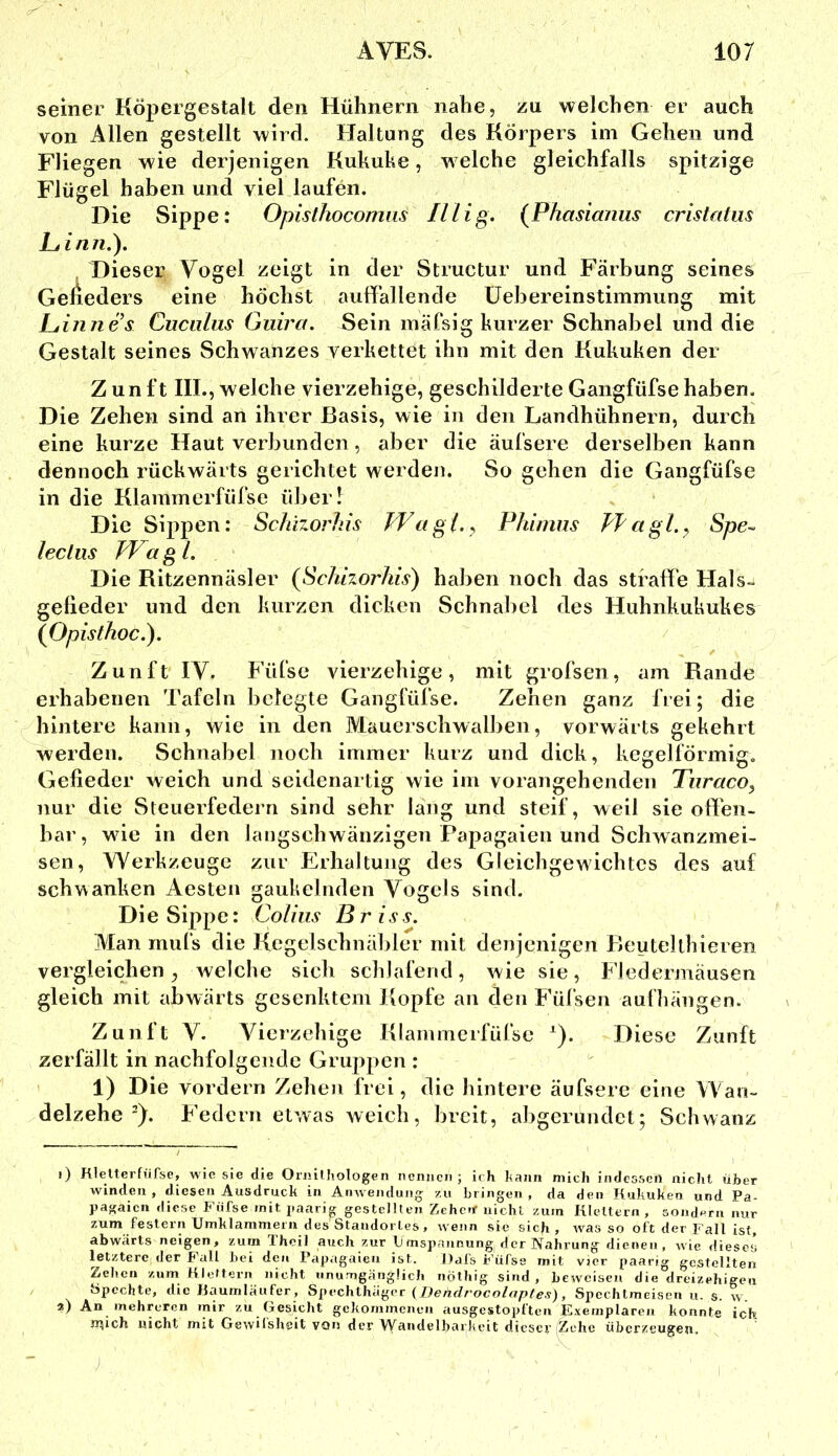 seiner Köpergestalt den Hühnern nahe, zu welchen er auch von Allen gestellt wird. Haltung des Körpers im Gehen und Fliegen wie derjenigen Kukuhe, welche gleichfalls spitzige Flügel haben und viel laufen. Die Sippe: Opisthocomiis IIHg. {Phasianiis cristatus Ltinn.). Dieser Vogel zeigt in der Structur und Färbung seines Geneders eine höchst auffallende üebereinstimmung mit Läinne’s Cuciilus Guira. Sein mäfsig kurzer Schnabel und die Gestalt seines Schwanzes verkettet ihn mit den Kukuken der Z un ft III., welche vierzehige, geschilderte Gangfüfse haben. Die Zehen sind an ihrer Basis, wie in den Landhühnern, durch eine kurze Haut verbunden, aber die äufsere derselben kann dennoch rückwärts gerichtet werden. So gehen die Gangfüfse in die Klammerfüfse über! Die Sippen: Schizorhis Wagl.^ Phimus Ifagl.y Spe~> lecliis TVag l. Die Ritzennäsler (Schizorhis) haben noch das straffe Hals- gelieder und den kurzen dicken Schnabel des Huhnkukukes (Opisthoc.). Zunft IV. Füfse vierzehige, mit grofsen, am Rande erhabenen Tafeln belegte Gangfüfse. Zehen ganz frei; die hintere kann, wie in den Wlauerschwalben, vorwärts gekehrt werden. Schnabel noch immer kurz und dick, kegelförmig, Gefieder weich und seidenartig wie im vorangehenden Turaco^ nur die Steuerfederri sind sehr lang und steif, weil sie offen- bar, wie in den langschwänzigen Fapagaien und Schwanzmei- sen, Werkzeuge zur Erhaltung des Gleichgewichtes des auf schwanken Aesten gaukelnden Vogels sind. Die Sippe: Colins Br iss. Man inufs die Kegelschnäbler mit denjenigen Beutelthieren vergleichen, welche sich schlafend, wie sie, Fledermäusen gleich mit abwärts gesenktem Kopfe an den Füfsen aufhängen. Zunft V. Vierzehige Klammerfülse ^). Diese Zunft zerfällt in nachfolgende Grujjpen : ' 1) Die vordem Zeheji frei, die hintere äufsere eine Wan- delzehe-). Federn etwas weich, breit, abgerundet; Schwanz i) Hlelterfiifse, wie sie die Oriiilliologen nennen; ich haiin niicli indessen nicht über winden, diesen Ausdruck in Anwendung au bringen, da den Hukuken und Pa- pagaien diese Füfse mit paarig gestellten Zeherr nicht zum Klettern, sondern nur zum feslern Umklammern des Standortes, wenn sie sich, w^as so oft der Fall ist, abwärts neigen, zürn Theil auch zur U mspannung der Nahrung dienen, wie dieses letztere der Fall bei den Papagaien ist. Dafs b'ürse mit vier paarig gestellten Zehen zum Kleltern iiicht unumgänglich nöthig sind, beweisen die dreizehigeu Spechte, die Kaumläufer, Spechlhäger (Dehdrocolaptea), Spechtmeisen u. s. \v‘. a) An mehreren mir zu Gesicht gekommenen ausgestopften Exemplaren konnte ich n^ich wicht mit GewUsheit von der Wandelbarkeit dieset' Zehe überzeugen.
