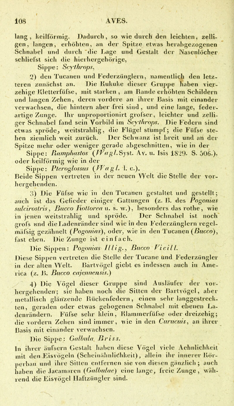 lang, keilförmig. Dadurch, so wie durch den leichten, zelli- gen, langen, erhöhten, an der Spitze etwas herabgezogenen Schnabel und durch 'die Lage und Gestalt der Nasenlöcher schliefst sich die hierhergehörige, Sippe: Scythrops, 2) den Tiicanen und Federzünglern, namentlich den letz- teren zunächst an. Die Kukuke dieser Gruppe haben vier- zehige Kletterfüfse, mit starken , am Rande erhöhten Schildern und langen Zehen, deren vordere an ihrer Basis mit einander verwachsen, die hintern aber frei sind , und eine lange, feder- artige Zunge. Ihr unproportionirt grofscr, leichter und zelli- ger Schnabel fand sein Vorbild im Scy^throps. Die Federn sind etwas spröde, weitstrahlig, die Flügel stumpf; die Füfse ste- hen ziemlich weit zurück. Der Schwanz ist breit und aii der Spitze mehr oder weniger gerade abgeschnilten, wie in der Sippe: Piampfiastos {Wagl.Syst. Av. u. Isis 1829. S. 506.), oder keilförmig wie in der Sippe: Pteroglossus (^VFagl. 1. c.). Beide Sij^pen vertreten in der neuen Welt die Stelle der vor- hergehenden. 3) Die Füfse wie in den Tucanen gestaltet und gestellt; auch ist das Gefieder einiger Gattungen (z. B. des Pogonias sulciroslris, Biicco Rotlorea u. s. w.), besonders das rothe, wie in jenen weitstrahlig und spröde. Der Schnabel ist noch grofs und die liadenränder sind wie in den Federzünglern regel- mäfsig gezähnelt (Pogonias)^ oder, wie in den Tucanen (ZJncco), fast eben. Die Zunge ist einfach. Die Sippen: Pogonias II Hg., Biicco Pie Hl. Diese Sippen vertreten die Stelle der Tucane und Federzüngler in der alten Welt. Bartvögel giebt es indessen auch in Ame- rica (z. B. Biicco cajennensis.) y 4) Die Vögel dieser Gruppe sind Ausläufer der vor- hergehenden; sie haben noch die Sitten der Bartvögel, aber metallisch glänzende Bückenfedern, einen sehr langgestreck. ten, geraden oder etwas gebogenen Schnabel mit ebenen La- denrändern. Füfse sehr klein, Klammerfüfse oder dreizehig; die vordem Zehen sind immer, wie in den Ciiriiciiis, an ihrer Basis mit einander verwachsen. Die Sippe: Galbiila Br iss. In ihrer äufsern Gestalt Iiaben diese Vögel viele Aehnlichkeit mit den Eisvögeln (Scbeinähnliehkeit), allein ihr innerer Kör- perbau und ihre Sitten entfernen sie von diesen gänzlich ; auch haben die Jacamaren (Galbiilae) eine lange, freie Zunge, wäh- rend die Eisvögel Haftzüngler sind.
