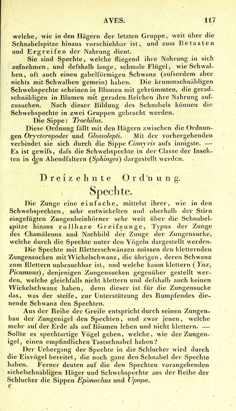 welche, wie in den Hägern der letzten Gruppe, weit über die Schnabelspitze hinaus vorschiebbar ist, und zum Betasten und Ergreifen der Nahrung dient. Sie sind Spechte, welche fliegend ihre Nahrung in sich i^aufnehmen, und defshalb lange, schmale Flügel, wie Schwal- ben, oft auch einen gabelförmigen Schwanz (aufserdem aber nichts mit Schwalben gemein) haben. Die krummschnäbligen Schwebspechte scheinen in Blumen mit gekrümmten, die gerad- schnäbligen in Blumen mit geraden Kelchen ihre Nahrung auf- zusuchen. Nach dieser Bildung des Schnabels können die Schwebspechte in zwei Gruppen gebracht werden. Die Sippe: Trochiliis. Diese Ordnung fällt mit den Hägern zwischen die Ordnun- gen Orycteropodes und Glossolepti. Mit der vorhergehenden verbindet sie sich durch die Sippe Cinnyris aufs innigste. — Es ist gewifs, dafs die Schwebspechte in der Classe der Insek- ten in d^en Abendfaltern {Sphinges) dargestellt werden. ^ Dreizehnte O r d ‘n u n g. Specli te. Die Zunge eine einfache, mittelst ihrer, wie in den Schwebspechten, sehr entwickelten und oberhalb der Stirn eingefügten Zungenbeinhörner sehr Aveit über die Schnabel- spitze hinaus rollbare Greifzunge, Typus der Zunge des Chamäleons und Nachbild der Zunge der Zungensucke, welche durch die Spechte unter den Yögeln dargestellt Averden. Die Spechte mit Kletterschwänzen müssen den kletternden Zungensucken mit Wickelschwanz, die übrigen, deren Schwanz zum Klettern unbrauchbar ist, und welche kaum klettern {^Ynx^ Picumnus), denjenigen Zungensucken gegenüber gestellt wer- den, welche gleichfalls nicht klettern und defshalb auch keinen Wickelschwanz haben, denn dieser ist für die Zungensucke das, was der steife, zur Unterstützung des Bumpfendes die- nende Schwanz den Spechten. Aus der Reihe der Greife entspricht durch seinen Zungen- hau der Zungenigel den Spechten, und zwar jenen, welche mehr auf der Erde als auf Bäumen leben und nicht klettern. — Sollte es spechtartige Vögel geben, welche, wie der Zungen- igel, einen empfindlichen Tastschnabel haben ? Der Uebergang der Spechte in die Schlucker wird durch die Eisvögel bereitet, die noch ganz den Schnabel der Spechte haben. Ferner deuten auf die den Spechten vorangehenden sichelschnäbligen Häger und Schwebspechte aus der Reihe der Schlucker die Sippen Epimachiis und Upiipa.