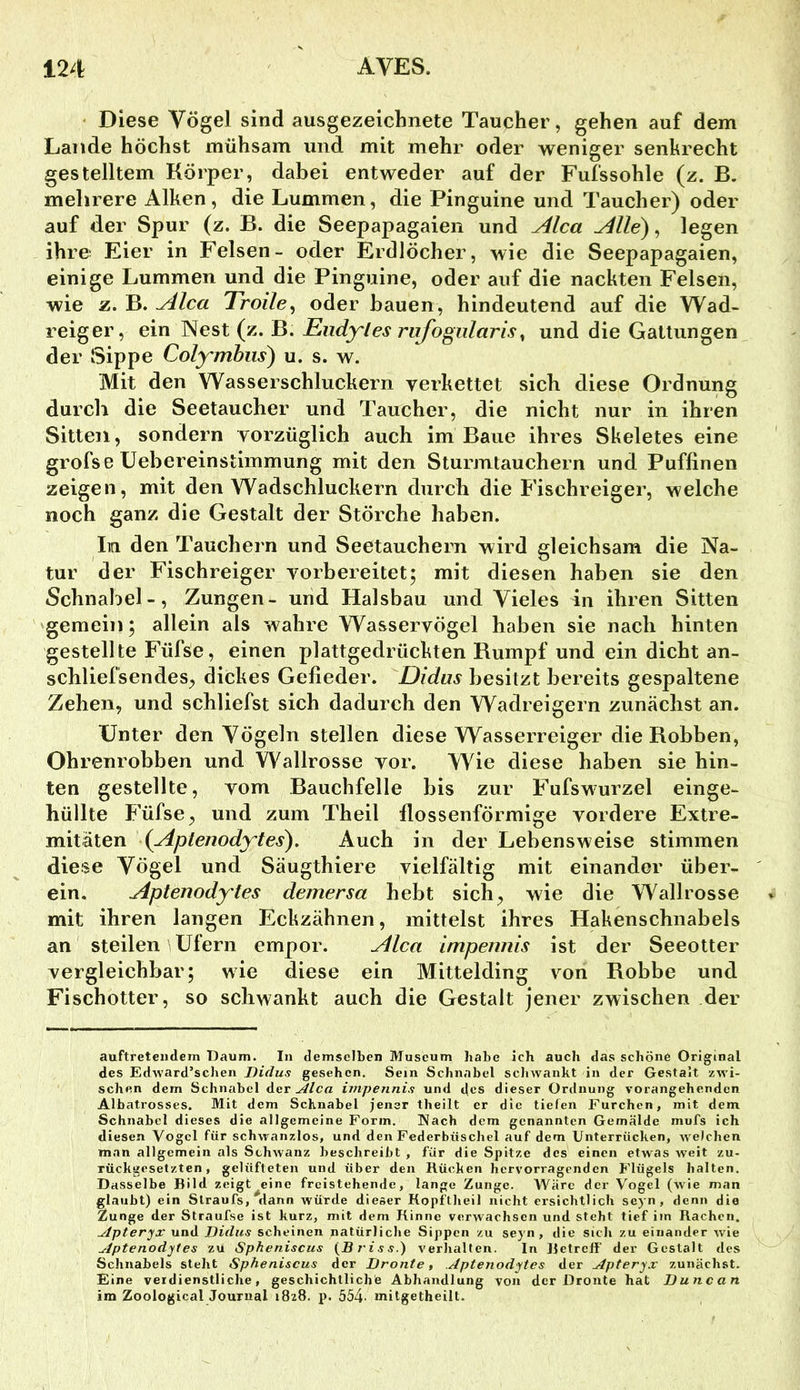 Diese Vögel sind ausgezeichnete Taucher, gehen auf dem Lande höchst mühsam und mit mehr oder weniger senkrecht gestelltem Körper, dabei entweder auf der Fufssohle (z. B. mehrere Alken, die Lummen, die Pinguine und Taucher) oder auf der Spur (z. B. die Seepapagaien und Alca Alle), legen ihre Eier in Felsen- oder Erdlöcher, wie die Seepapagaien, einige Lummen und die Pinguine, oder auf die nackten Felsen, wie z. B. Alca Trolle^ oder bauen, hindeutend auf die Wad- reiger, ein Nest (z. B. Endyles riifogiilaris^ und die Gattungen der Sippe Colymhiis) u. s. w. Mit den Wasserschluckern verkettet sich diese Ordnung durcli die Seetaucher und Taucher, die nicht nur in ihren Sitten, sondern vorzüglich auch im Baue ihres Skeletes eine grofse üebereinstimmung mit den Sturmtauchern und Puffinen zeigen, mit den Wadschluckern durch die Fischreiger, welche noch ganz die Gestalt der Störche haben. In den Tauchern und Seetauchern wird gleichsam die Na- tur der Fischreiger vorbereitet; mit diesen haben sie den Schnabel-, Zungen- und Halsbau und Vieles in ihren Sitten gemein; allein als wahre Wasservögel haben sie nach hinten gestellte Füfse, einen plattgedrückten Bumpf und ein dicht an- schliefsendes^ dickes Gefieder. Didus besitzt bereits gespaltene Zehen, und schliefst sich dadurch den Wadreigern zunächst an. Unter den Vögeln stellen diese Wasserreiger die Robben, Ohrenrobben und Wallrosse vor. Wie diese haben sie hin- ten gestellte, vom Bauchfelle bis zur Fufswurzel einge- hüllte Füfse, und zum Theil flossenförmige vordere Extre- mitäten (Aptenodytes). Auch in der Lebensweise stimmen diese Vögel und Säugthiere vielfältig mit einander über- ein. Aptenodytes demersa hebt sich, wie die Wallrosse mit ihren langen Eckzähnen, mittelst ihres Hakenschnabels an steilen Ufern empor. Alca impennis ist der Seeotter vergleichbar; wie diese ein Mittelding von Robbe und Fischotter, so schwankt auch die Gestalt jener zwischen der auftretendem 'Daum. In demselben Museum habe ich auch das schöne Original des Edward’schen Didus gesehen. Sem Schnabel scJiwankt in der Gestalt zwi- schen dem Schnabel Aav Alca impennis und des dieser Ordnung vorangehenden Albatrosses. Mit dem Schnabel jener theilt er die tiefen Furchen, mit dem Schnabel dieses die allgemeine Form. Nach dem genannten Gemälde mufs ich diesen Vogel für schwanzlos, und den Federbüschel auf dem Unterrüchen, welchen man allgemein als Schwanz beschreibt , für die Spitze des einen etwas weit zu- rückgesetzten, gelüfteten und über den Rücken hervorragenden Flügels halten. Dasselbe Bild zeigt^eine freistehende, lange Zunge. Wäre der Vogel (wie man glaubt) ein Slraufs, dann würde dieser Kopflheil nicht ersichtlich seyn , denn die Zunge der Straufse ist kurz, mit dem Kinne verwachsen und steht tief iin Rachen, Apteryx und Didus scheinen natürliche Sippen zu seyn, die sich zu einander wie Aptenodytes zu Spheniscus {Bi'iss.) verhalten. In Betreff' der Gestalt des Schnabels steht Spheniscus der Dronte, Aptenodytes der Apteryx zunächst. Eine verdienstliche, geschichtliche Abhandlung von der Dronte hat Duncan im Zoological Journal 1828, p. 554- mitgetheilt.