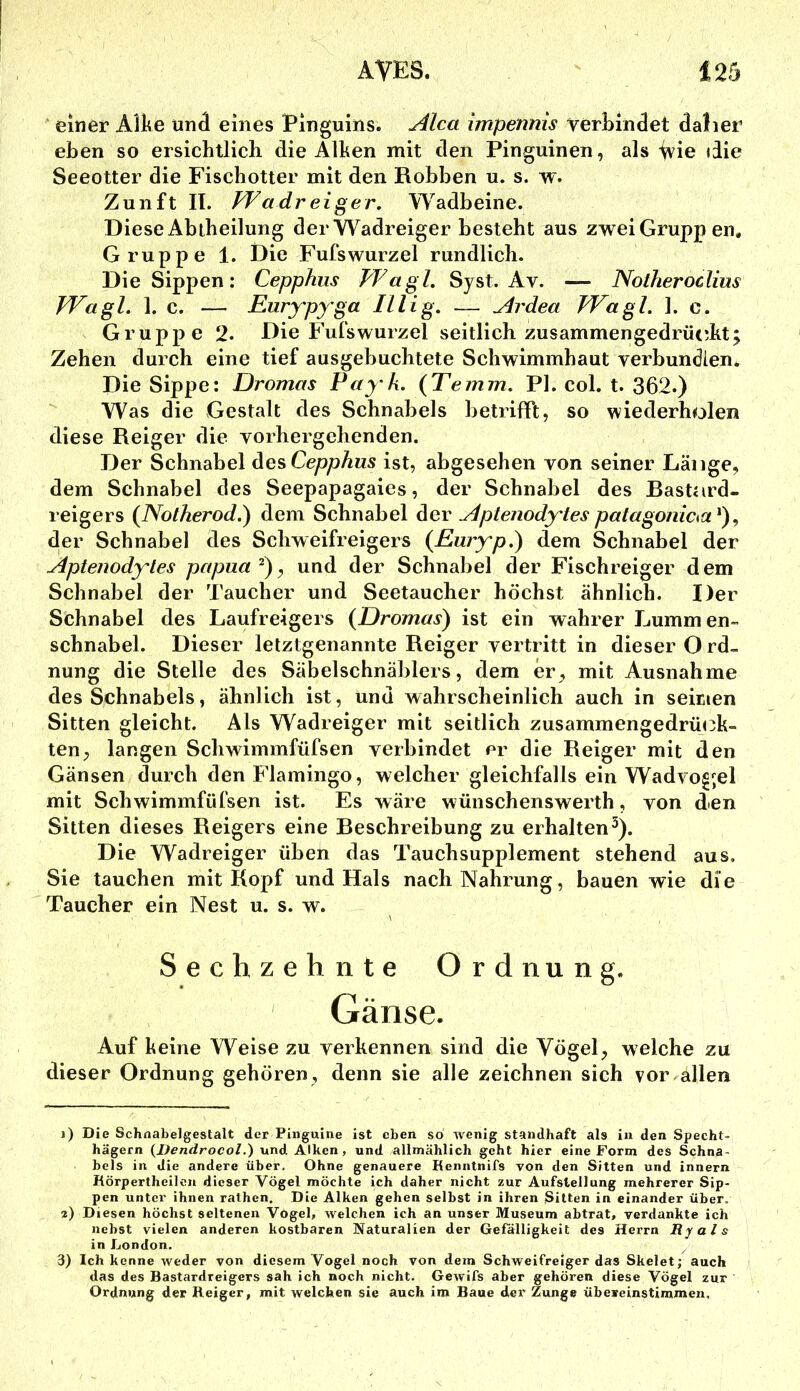 einer AJke und eines Pinguins. Alca impennis verbindet daher eben so ersichtlich die Alken mit den Pinguinen, als ^ie <iie Seeotter die Fischotter mit den Robben u. s. w. Zunft II. Wadreiger. Wadbeine. Diese Abiheilung derWadreiger besteht aus zwei Grupp en. Gruppe 1. Die Fufswurzel rundlich. Die Sippen: Cepphiis VFagl. Syst. Av. — Notheroclius Wagl. 1. c. — Eurypyga Illig. — Ardea FFagl. 1. c. Gruppe 2. Die Fufswurzel seitlich zusammengedrückt; Zehen durch eine tief ausgebuchtete Schwimmhaut verbundlen. Die Sippe: Dromas Pay k. {Teinm, PI. col. t. 362.) Was die Gestalt des Schnabels betrifft, so wiederholen diese Reiger die vorhergehenden. Der Schnabel desCep/9Äws ist, abgesehen von seiner Länge, dem Schnabel des Seepapagaies, der Schnabel des Rastard- reigers (Notherod.) dem Schnabel der Aptenodytes patagonida^), der Schnabel des Schweifreigers (ßuryp.) dem Schnabel der Aptenodytes papua^), und der Schnabel der Fischreiger dem Schnabel der Taucher und Seetaucher höchst ähnlich. Der Schnabel des Laufreigers {Dromas) ist ein wahrer Lummen» Schnabel. Dieser letztgenannte Reiger vertritt in dieser Ord- nung die Stelle des Säbelschnäblers, dem er, mit Ausnahme des Schnabels, ähnlich ist, und wahrscheinlich auch in seirien Sitten gleicht. Als Wadreiger mit seitlich zusammengedrünk- ten, langen Schwimmfüfsen verbindet er die Reiger mit den Gänsen durch den Flamingo, welcher gleichfalls ein Wadvo§;el mit Schwimmfüfsen ist. Es wäre wünschenswerth, von d*en Sitten dieses Reigers eine Reschreibung zu erhalten^). Die Wadreiger üben das Tauchsupplement stehend aus. Sie tauchen mit Kopf und Hals nach Nahrung, bauen wie die Taucher ein Nest u. s. w. Sechzehnte Ordnung. Gänse. Auf keine Weise zu verkennen sind die Vögel, welche zu dieser Ordnung gehören, denn sie alle zeichnen sich vor allen i) Die Schnabelgestalt der Pinguine ist eben so wenig standhaft als in den Specht- hägern {Dendrocol.) und Alken, und allmählich geht hier eine Form des Schna- bels in die andere über. Ohne genauere Heniitnifs von den Sitten und Innern Hörpertheilcii dieser Vögel möchte ich daher nicht zur Aufstellung mehrerer Sip- pen unter ihnen rathen. Die Alken gehen selbst in ihren Sitten in einander über, z) Diesen höchst seltenen VOgel, welchen ich an unser Museum abtrat, verdankte ich nebst vielen anderen kostbaren Naturalien der Gefälligkeit des Herrn Ryals in London. 3) Ich kenne weder von diesem Vogel noch von dem Schweifreigerdas Skelet; auch das des Bastardreigers sah ich noch nicht. Gewifs aber gehören diese Vögel zur Ordnung der Reiger, mit welchen sie auch im Baue dev Zunge übereinstimmen.
