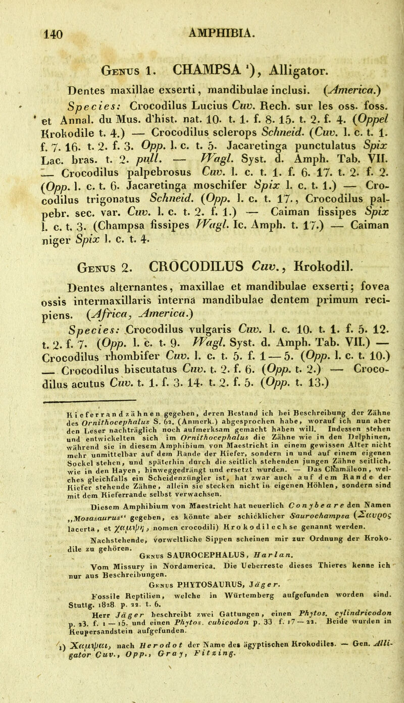 Genus 1. CHAMPSA *), Alligator. Dentes maxillae exserti, mandibulae inclusi. (America,) Species: Crocodilus Lucius Ciiv, Rech, sur les oss. foss. * et Anual. du Mus. d’hist. nat. 10* t. 1. f. 8- 15. t. 2. f. 4- (Oppel Krokodile t, 4.) — Crocodilus sclerops Schneid. (Cuv. 1. c. t. 1. f. 7. 16. t. 2. f. 3. Opp. }. c. t. 5. Jacaretinga punctulatus Spix Lac. bras. t. 2. puU, — FFagl. Syst. d. Amph. Tab. VII. : Crocodilus palpebrosus Cuv. 1. c. t. 1. f. 6. 17. t. 2. f. 2. (Opp. 1. c. t. 6. Jacaretinga moschifer Spix 1. c. t. 1.) — Cro- codilus trigonatus Schneid. (Opp, 1. c. t. 17., Crocodilus pal- pebr. sec. var. Cuv. 1. c. t. 2. f. 1.) — Caiman lissipes Spix 1. c. t. 3. (Champsa lissipes FFagl. Ic. Amph. t. 17.) — Caiman niger Spix 1, c. t. 4. Genus 2. CROCODILUS Cuv,^ Krokodil. Domes alternantes, maxillae et mandibulae exserti; fovea ossis intermaxillaris interna mandibulae dentem primum reci- piens. (Africa, America.) Species: Crocodilus vulgaris Cuv. 1. c. 10. t. 1. f. 5. 12. t. 2. f. 7* 1. c. t* 9. FCagl. Syst. d. Amph. Tab. VII.) — Crocodilus rhombifer Cuv. 1. c. t. 5. f. 1 — 5. (Opp. 1. c. t. 10.) Crocodilus biscutatus Cuv. t. 2. f. 6. (Opp. t. 2.) — Croco- dilus acutus Cuv. t. 1. f. 3. 14. t. 2. f. 5. (Opp. t. 13.) R i c f er r an d 7. ä hn e n gegeben, deren Bestand ich bei Beschreibung der Zähne des Ornithocephalus S, 62. (Anmcrk.) abgesprochen habe, worauf ich nun aber den Leser nachträglich noch aufmerksam gemacht haben will. Indessen stehen und entwickelten sich im Ornithocephalus die Zähne wie in den Delphinen, während sie in diesem Amphlbium von Maestricht in einem gewissen Alter nicht mehr unmittelbar auf dem Rande der Kiefer, sondern in und auf einem eigenen Sockel stehen, und späterhin dürch die seitlich stehenden jungen Zähne seitlich, wie in den Hayen, hinweggedrängt und ersetzt wurden. — Das Clfamäleon, wel- ches gleichfalls ein Schcidenzüngler ist, hat zwar auch auf dem Rande der Kiefer stehende Zähne, allein sie stecken nicht in eigenen Höhlen, sondern sind mit dem Rieferrande selbst verwachsen. Diesem Amphibium von Maestricht hat neuerlich Conybea re Acn Namen ,,Mosasaurus“ gegeben, es könnte aber schicklicher Saurocharnpsa lacorta, et j nomen crocodili) Krokodilechse genannt werden. Nachstehende, Vorweltliche Sippen scheinen mir zur Ordnung der Kroko- dile zu gehören. Genus SAUROCEPHALUS, Harlan. Vom Missury in Nordamerica. Die Ueberreste dieses Thieres kenne ich nur aus Beschreibungen. Genus PHYTOSAURUS, Säger. Fossile Reptilien, welche in Würtemberg aufgefunden worden sind. Stuttg. 1828 p. 2z. t. 6. Herr Jäger beschreibt zwei Gattungen, einen Phytos. cylindricodon p ,3. f, 1 _ ,5. und einen Phytos. cuhicodon p. 33 f. j7—22. Beide wurden in Keupersandstein aufgefunden. XcifX'lpCU, nach Herodot der Name des ägyptischen Krokodiles. — Gen. jillli. gator Cuv., Opp., Gray, Fitzing.