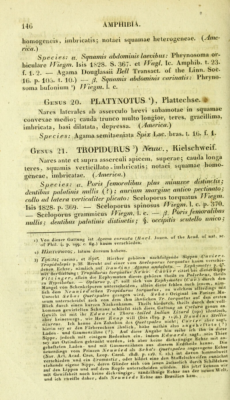 14G homogeneisj imbricatis; notaei squaniae lieterogeneae. {Ame- rica.) Species: a Squamis ahdominis laevihus: Phvynosoma or- biculare Isis 1S28. S. 367. et migl Ic. Ampbib. t. 23- f. 9. — Agama Douglassii Bell Transact. of the Linn. Soc. 16. p. 105. t. 10.) — ß. Squamis ahdominis carinatis: Pbryno- soma bufonium ’) J'T'iegm. J. c. Genus 20. PLATYNOTUS 0. Platteclise. 4» Nares laterales ab asserculo brevi subamotae in squaraae corivexae medio; cauda trunco multo longior, teres, gracdlima, imbricata^ basi dilatata, depressa. {/irnerica,^ Species: Agama semitaeniata Spix Lac. bras. t. 16. f. 1* Genus 21. TROPIDÜRUS 9 Neuw., Kielschweif. Nares ante et supia .'issercall apicem, superae; caucla longa teres, squamis verticillato-imbricatis; notaei squamae homo- geneae, imbricatae. (yämerica.) Species: a. Poris femoralibiis plus miniisve distinctis^ dentMs palatinis millis (?),• aariiim margine antico pectmato; collo ad latera verlicalilei- pticalo; Sceloporus torquatus Isis 1828. P. 369. — Sceloporus splnosus n'iegm. 1. c. p. 3/0. _ Sceloporus grammicus megni. 1. c. - ß. Poru femoralibm nullis; dentibns palatinis dislinclis; §. occipitis scuteLlo imico; 1) Von dieser Gattung ist ylgiiilin cornula illarl- .lonrn. of tlie Acad, of nat. sc. of Phil. 4. p. 399. fig-) “a“™ verschieden. 2) JllatWOiXOg, lalum dorsum hahens. v\ Tnnmc carina, et d««*. Hierher gehören nachfolgende Sippen ;.'d8 u;c„t,t a„t einer v“o,„ Sceloporu. f dene';. Echse nämlich auf Unnd.n. ManTJÄhcnke»rc7 allein diese' fehlen Ueh'dem Ne u « i .äSC.n TropUuru. X“T:i i;rmfn-g!;rX-.te^“sXÄ Gewifs ist mit ihr Edwards aÜer keineswegs, w'ie Herr Kaup will (Isis ^ ^ ^ aber sagt, azureus. Ich keime den Zahnbau des mehl, ^ ^ ) hierin scy er den Färhereclisen ähnlich, habe mithin also < g diese l'a'’ii.*'Ld Ganmensähne (.•). Auf dies. Sippe, jedoch mit einigem Bedenken ein, indem ^ ^ sey aus Oslindien gebracht worden, ich aber keine ,[^n„e. Die gehefteten,Laden^ und mit Echse neuerdings vom Prinzen A e m w i e rf .ds <5 Q P himmelweit (Nov. Act. Acad. Cae.s. Leop. ^arol. 1828. p. 119. t >5.) zunächst verschieden ;und ein Uromastix, ^ äufserlich durch Schildchen stehende eigene Sippe, deren Glieder sich 'O 1 .. .• kennen wir auf den Lippen und auf dem Kopfe ’der neuen Welt, mit Gewifsheit noch keine dickzungige, ^»ndzahnige Echse aus und ich zweifle daher, dafs Neuwieds Echse aus Brasilien kam.