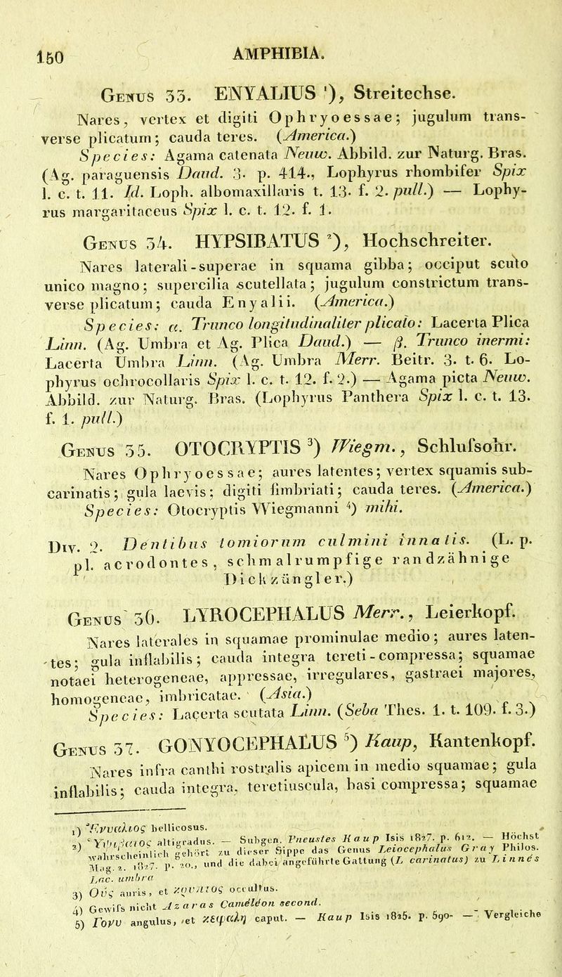 Genus 33. ENYALIUS '), Streiteclise. Nares, vcrtex et digiti Ophryoessae; juguliim traiis- verse plicaturn; cauda teres. {America.^ Species: Ägama calenata Nemo. Abbild, zur Naturg. Bras. (Ag. paraguensis Baud. 3- p. 414-, Lophyrus rhombifer Spix 1. c. t. 11. Id. Lopb. albomaxillaris t. 13- f. 2- pull.) — Lophy- rus uiargaritaceiis Spix 1. c. t. 12. f. L Geküs 34. HYPSIBATUS Hochschreiter. Nares laterali-superae in squama gibba; occiput sculo unico magno; supercilia -scutellata; jugulum constrictum trans- verse plicaturn; cauda E n y a 1 i i. {^mcrica.) Species: a. Trimco longitudinalilerplicaio: Lacerta Plica Liim. (Ag. Umbra et Ag. Plica Band.) — ß. Trimco inermi: Lacerta Umbra Limi. (Ag. Umbra Merr. Beitr. 3- t. 6. Lo- phyrus ocbrocollaris Spix 1. c. t. 12. f. 2.) — Agama picta Neiiw. Abbild, zur Naturg. Bras. (Lophyrus Panthera Spix 1. c. t. 13. f. 1. pull.) Genus 35. OTOCRYPTIS Wie gm. ^ Schlufsohr. Nares Ophryoessae; aures latentes; vertex squamis sub- carinatis; gplc^ laevis; digiti limbriati; cauda teres. {xlmericci.) Species: Otocryptis Wiegmanni 0 Div. 2. Dentibns tomiormn ciilmirii innatis. (L. p. pb acrodontes , schm alrumpfige randzähnige Dickzüngler.) , Gehüs 56. LYROCEPHALUS Merr., Leierkopf. Nares laterales in squamae prominulae medio; aures laten- tes* gula inllabiiis; cauda Integra tereti - compressa; squamae notaei heterogeneae, apprcssae, irreguläres, gastraei majore^ homogencae, irnbiicatae. {xisia.) Species: Lacerta scutata Lhm. {Sehet Thes. 1. t. 109- t.3.) Genus 37. GONYOCEPHAtUS *) Haup, Kantenkopf. Nares infra canthi rostralis apicem in medio squamae; gula inilabibs; cauda Integra, teretiuscula, basi compressa; squamae j-v Fxvcdiog kelUcosus. ‘Ylhi-knoc nUiLa-adus. - Siibgen. Fneusfes Kaup Isis iR*?. p. 6... - ^ ^ ' l'pinlich -ekort /,u dieser Sippe das Genus Leiocephalus Gray Philos. EVa7. p.”io., i'ntl die dabei angeführte Galluiig (7. carinn(us) zu Linnes Lac. umhr« 3) Ovg auris, et '/.nViLloq ocrultus. \ n\c'M Az aras Cam^lt‘on (second. 6) row angulus,>et caput. - Kaup Isis i8*5. p. 590- - Vergleiche