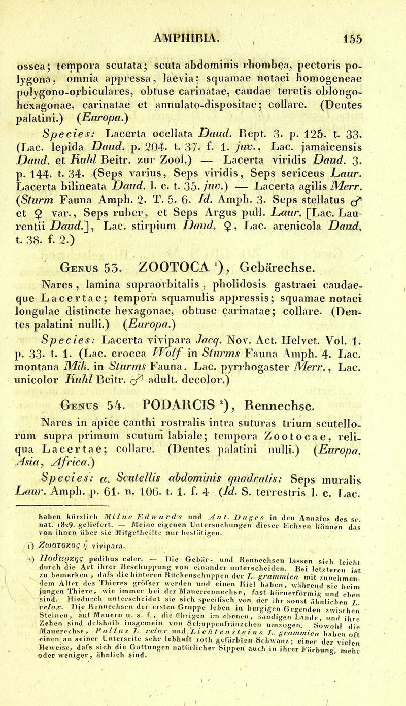 ossea; tempora scutata; scuta abdominis rhomb(?a, pectoris po- lygona, omnia appressa^, Jaevia^ squamae notaei homogeneae polygono-orbiculares, obtuse carinatae, caudae teretis oblongo- hexagonae, carinatae et annulato-dispositae; collare. (Dentes palatini.) {Europa.) Species: Lacerta ocellata Daiid. Rept. 3- p. 125. t. 33- (Lac. lepida Daud. p. 204- t. 37- f. 1. juv., Lac. jamaicensis Daiid. et Ruhl Beitr. zur Zooi.) — Lacerta viridis Daud. 3- p. 144. t. 34. (Seps varius, Seps viridis, Seps sericeus Daur. Lacerta bilineata Daud. 1. c. t. 35. 7«^.) — Lacerta agilis IMerr. {Sturm Fauna Amph- 2. T. 5. 6. Id. Ampb. 3. Seps steilatus ^ et $ var., Seps ruber, et Seps Argus pull. Daur. [Lac.Lau- rentii Höfuc/.], Lac. stirpium Daud. Lac. arenicola Daud. t. 38. f. 2.) Genus 55. ZOOTOCA Gebäreclise. Nares , lamina supraorbitalis, pliolidosis gastraei caudae- que Lacertac; tempora squamulis appressis; squamae notaei longulae distincte hexagonae, obtuse carinatae; collare. (Den- tes palatini nulli.) {Europa.) Species: Lacerta vivipara Jacq. Nov. Act. Helvet. Vol. 1. p. 33- t. 1. (Lac. crocea Wolf in Sturms Fauna Ampb. 4. Lac. montana IMih. in S/urmv Fauna. Lac. pyrrhogaster IMerr. ^ Lac. unicolor Ruhl Beitr. adult, decolor.) Genus 54. PODARCIS ’), Rennechse. Nares in apice canthi rostralis intra suturas trium scutello- rum supra primnm scutum labiale; tempora Zootocae, relL qua Lacertae; collare. (Dentes palatini nulli.) {Europa, Idsia, ^frica.) Species: a. SculeUis abdominis quadralis: Seps muralis Daur. Amph. p. 61. 106. t. 1. L 4 Od. S. terrestris I. c. Lac. haben kürzlirh Milne Edwards und .Ant. Buges in den Annalcs des sc. iiat. 187.9. geliefert. — Meine eigenen Uniersucluingen dieser Echsen können das von ihnen über sie MitgcMieüle nur l)cs1ätigen. 1) Ziooroxog vivipara. j) IJoÖtiOY.rig pedibus celer. — Oie Gebär- und Kennechsen lassen sich leicht durch die Art ihrer lleschuppung von einander untersclieiden. Bei letzteren ist zu bemerken , dafs die hinteren Rückenschuppen der L. grammica mit zunehmen- dem Älter des l’htcres gröfser werden und einen Kiel haben, Avährend sic beim jlungen Thierc, wie immer bei der Maucrrcnnechse, fast körnerförmig und eben sind. Hiedurch unterscheidet sie sich specifisch von der ihr sonst älinlichen / vclox. I)\e Rennechsen der ersten Gruppe leben in bergigen Gegenden zrvischen Steinen, auf Mauern u. s. f. , die übrigen i)ji ebenen, sandigen Lande, und ihre Zehen sind deCshalh insgemein von Schup]iciifiänz,chen umzogen. Sowohl die Maucrechse , Pallas 1, vel ox und Lichte n s t e i n s J, grammica haben oft einen an seiner Unterseite sehr lebhaft rolh gefärbten ScJ.Avanz; einer der vielen Beweise, dafs sich die Gattungen natürlicher Sippen auch in ihrer Färbun<^ mehr oder weniger, ähnlich sind.
