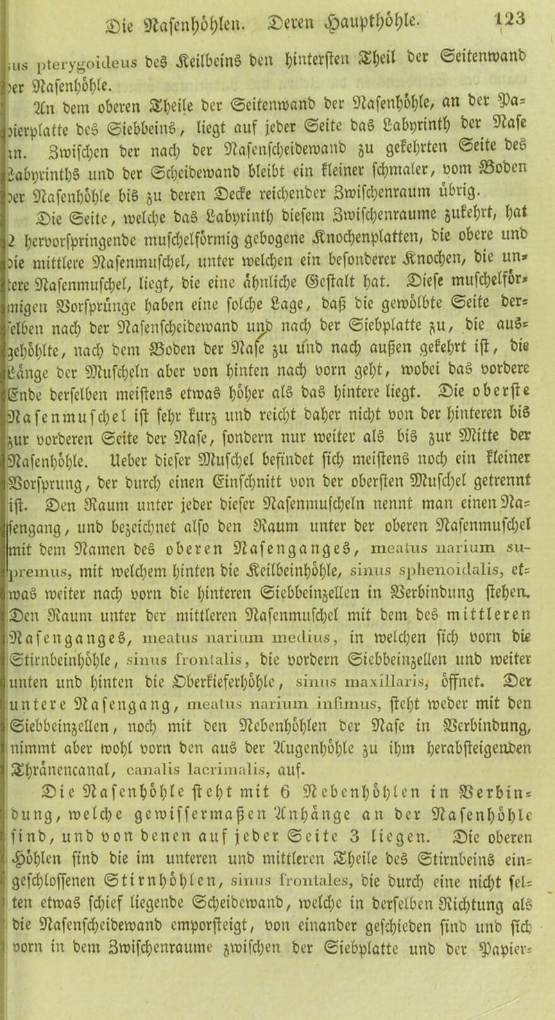 ;us pterygoicleus beS MbeinS ben fcinterjfen S^eit ber ©eitenwanb )er Kafenhohle. 2£n bent oberen SSpeile ber ©eitenwanb ber KaferthohlO/ an bcr i)a= )ierplatte beS ©iebbeinS, liegt auf jeber ©eite baS Sabprinth ber Kafe xn. Swtföen bcr nach ber Kafenfcheibewanb ju gefegten ©eite beS BabgrinthS unb ber ©ch.eibewanb bleibt ein Heiner finaler, born SSoben 5er Kafenhohle bis zu bereu Secfe reicbenber Bwifcpenraum übrig. Sic ©eite, welche baS ßabprinth btefem Bwtfchenraume jufefcrf, bat 2 l;erborfpringenbc mufdjelformig gebogene Änocpenplatten, bie obere unb Die mittlere Kafemnufchel, unter welchen ein befonberer Änocpen, bie ttn* icrc Kafenmufcpel, liegt, bie eine ähnliche ©cjialt f)at. Siefe mufdielfor* tnigen SSorfprünge haben eine folcpe Sage, bajj bie gewölbte ©eite ber* reiben nach ber Kafenfcpeibewanb unb nach ber ©ieb^latte ^u, bie auS? gebohlte, nach bem SSoben ber Kaje zu unb nach aufen gelehrt ifi, bie Bange bcr SKufcpeln aber bon hinten nach born gebt, wobei baS borbere gnbe berfelben meiftenS etwas hoher als baS hintere liegt. Sie oberjte jKafenmufcpel ijt fel;r lurz unb reicht bal;er nicht bon ber hinteren bis jur borberen ©eite ber Kafe, fonbern nur weiter als bis §ur üKitte ber Kafenpople. lieber biefer Ktufcpel beftnbet fiep meiftenS noch ein Heiner ßBorfprung, ber bureb einen ©infehnitt bon ber oberfien 5Kufd)el getrennt ijt- Sen Kaum unter jeber biefer Kafenmufcpeln nennt man einen Ka? tfengang, unb bezeichnet alfo ben Kaum unter ber oberen Kafenmufd)el mit bem Kamen beS oberen KafengangeS, meatus narium su- premus, mit Welchem hinten bie Äcilbeinbbhle, sinus sphenoidalis, ef= iwöS weiter nach born bie hinteren ©iebbeinjellcn in SSerbinbung ftel>eru Sen Kaum unter ber mittleren Kafenmufcbcl mit bem beS mittleren KafengangeS, meatus narium medius, in welchen fiep born bie ©tirnbeinpople, sinus frontalis, bie borbern ©iebbeinjcllen unb weiter unten unb hinten bie SberHeferhople, sinus m axillaris* öffnet. Ser untere Kafcngang, meatus narium infimus, weber mit ben ©iebbeinjellen, noch mit ben Kebenpphlen bcr Kafe in SSerbinbung, nimmt aber wohl born ben auS ber Augenhöhle §u ihm perabjietgeriben S^hranencanal, canalis lacrimalis, auf. Sie Kafenpople fiept mit 6 Kebenpoplen in SSerbtn? bung, welche gcwtffermapen Anhänge an ber Kafenpöhle ftnb, unb bonbenen auf jeber ©ette 3 liegen. Sic oberen fohlen ftnb bie im unteren unb mittleren Simile beS ©ttrnbeinS ein? ! gefcploffenen ©timhohlen, sinus frontales, bie burd) eine nid;t fei? ) ten etwas fepief liegenbe ©epeibewanb, welche in berfelben Kidhtttng als ! bie Kafenfcpeibewanb emporfteigt, bon cinanber gefchicben ftnb unb jtcb •j oorn in bem Bwtfcpenraume jwifepen ber ©iebplatte unb bcr Rapier?