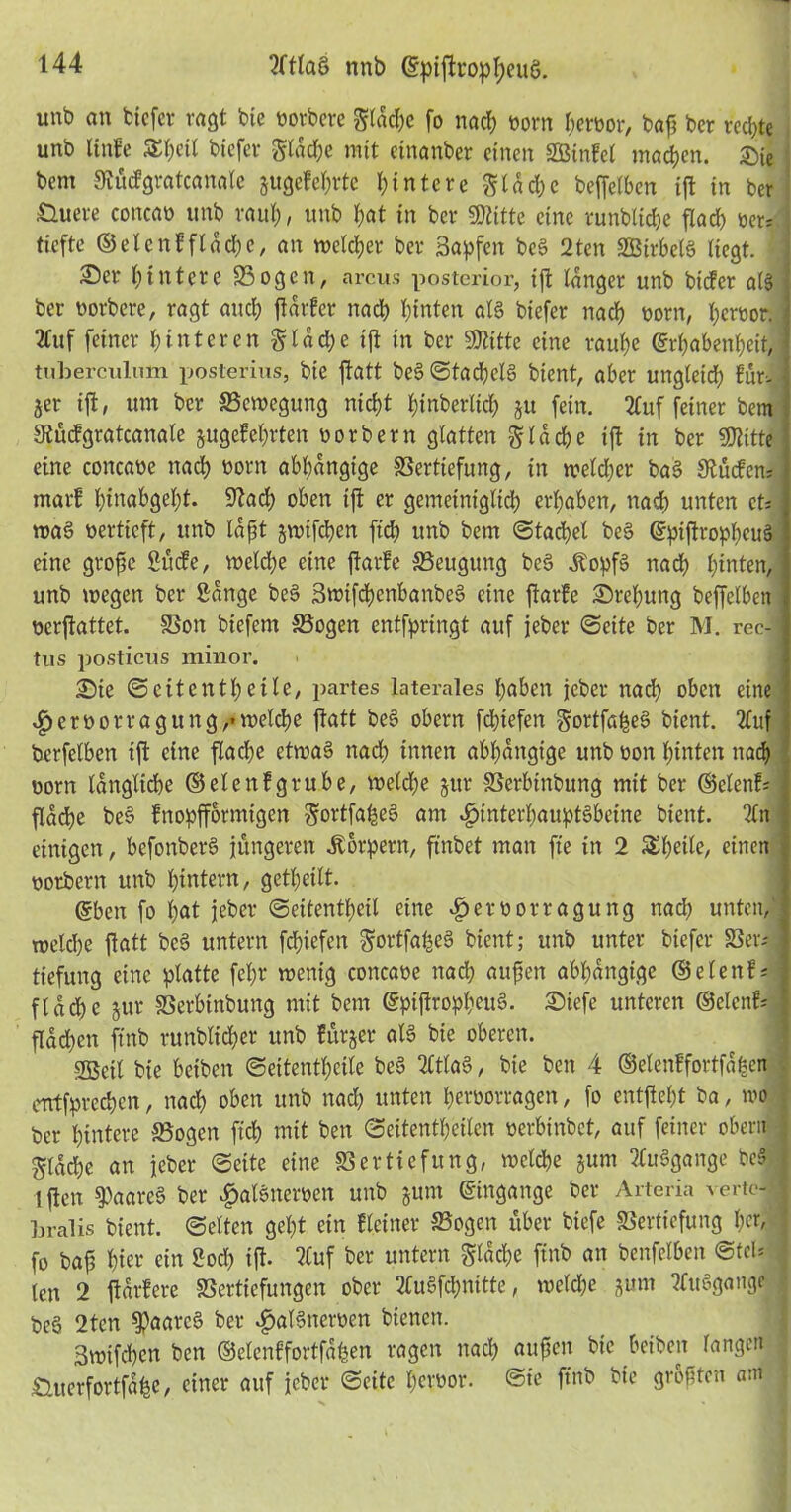 2fflaö nnb ©pijtropheuö. unb an biefer ragt bie borbcrc gldche fo nach born fjerüor, bafj bcr rechte unb linfe £l)eil btcfcr gldd;e mit etnanber einen Sßinfel machen. Sie l. bcm JRücfgratcanalc jugcfehrtc Hintere S t a cl; c beffelben tft in ber •Üuere cortcab unb raut;, unb hat in bcr fBlitte eine tunbliche flach bcr; tiefte ©elcnf flache, an welcher ber Saufen be§ 2ten SGBirbetS liegt. ’ ©er Hintere Sogen, arcus posterior, ijt langer unb biefer als ] ber borbete, ragt and) fiarfer nach hinten als biefer nach born, hebbor. j 2tuf feiner hinteren glad)e ijt in ber SRittc eine raube Erhabenheit, tuberculum posterius, bie jtatt bes> ©tacf)cl§ bient, aber ungleich für-1 jer ijt, um bcr Vcwegung nicht hinberltd) ju fein. 2Cuf feiner bem SRücfgratcanale jugefehrten borbern glatten ^tad?e ijt in ber ÜJfttte I eine concabe nach born abhängige Vertiefung, in weldjer baS StüdfenJ I marf binabgefct. Stach oben ijt er gemeiniglich erhaben, nad) unten et? ] wa§ bertieft, unb lajjt jwtfchen ftd> unb bem (Stachel be§ (gpijtro)pheu§ I eine grofse Sitcfe, weld;e eine jtarfe Veugung be§ ÄopfS nad) hinten, ' unb wegen ber Sange bee> 3wifd)enbanbe3 eine jtarfe ©tehung beffelbett j berjtattet. Von biefent Vogen entfpringt auf jeber ©eite ber M. rec-l tus posticus minor. ©ie © eitentl; eile, partes laterales haben jeber nach oben eine < $erborragung,« welche jtatt be§ obern fchtefen gortfaheS bient. 2Cnf : berfelbcn ijt eine flache etwas* nach innen abhängige unb bon hinten nad) born längliche © eie nf grübe, weld)e jur Verbinbung mit ber ©elenf? j flache be3 fnopfformtgen gortfaheS am Hinterhauptsbeine bient. 2ln einigen, befonberS jüngeren Körpern, ftnbet man fte in 2 S£f)eile, einen . borbern unb hintern, getheilt. @ben fo l)«t jeber ©eitentheil eine £>et borragung nad) unten,1 welche jtatt bcS untern fchtefen ^ortfafceS bient; unb unter biefer Ver? J tiefung eine platte fel;r wenig concabe nach aufsen abhängige ©elenf? 1 fl a d) e jttr Verbinbung mit bem ©pijtropl)eu§. ©tefc unteren ©elenf? ) flachen ftnb runblicher unb ftttjer als bie oberen. ©eil bie betben ©eitentheile beS 2ftlaS, bie ben 4 ©elenffortfdfcen entfprechen, nach o&en unb nad) unten herborragen, fo entjieht ba, wo ber hintere Vogen fleh mit ben ©eitentheilen berbinbet, auf feiner obern flache an jeber ©eite eine Vertiefung, welche jum 2Cu3gange bc§ • l fien Haares ber ^alenerben unb jurn Eingänge ber Arteria verte- i bralis bient, ©eiten geht ein {(einer Vogen über biefe Vertiefung \)tx, fo baj? hier ein Sod) ijt. 2£uf ber untern gladje ftnb an benfelben ©tcl? len 2 jtdrfere Vertiefungen ober 2£u§fd;nitte, welche jum tfuSgangr beS 2tcn ^aareS ber .j&alSnerben bienen. Swifchcn ben ©elenffortfdfcen ragen nach außen bie beiben langen Äuerfortfdhe, einer auf jeber ©eite herbor. ©ie ftnb bie größten am .