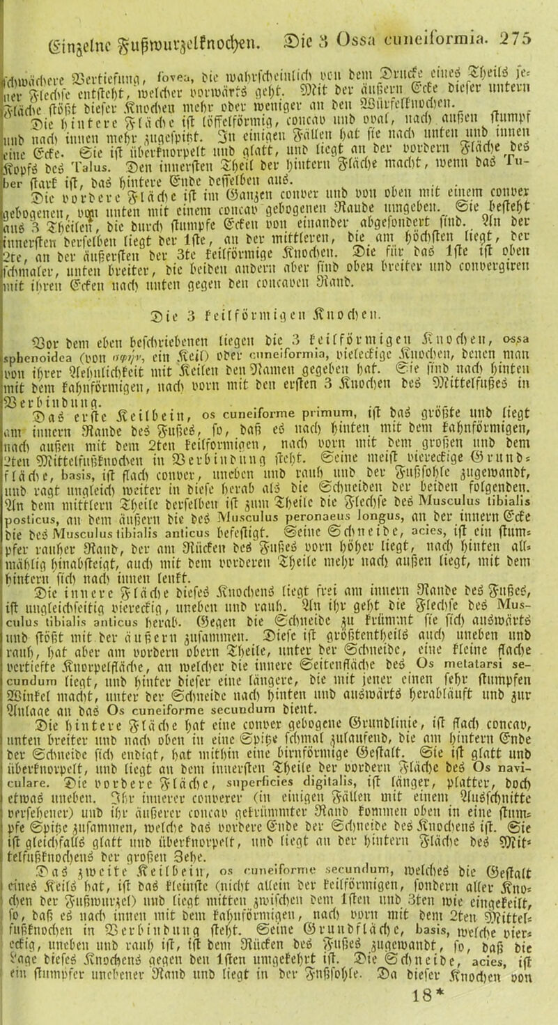 idnoäriicre SSertiefitug, fovea, bie ioahr|d)einlid) oon bent ©rucfe ciiteö _<tbeib je: iut Sledife entßcht, meldter »orwärfS geht. SOitt ber äußern®c*e fclc,L’1’ imt£l” Aliulu- ftöfit biefer .ftnodieu mehr ober rocmger an ben aBurfcrfnodjen. ©te hintere Sy f d di e tß lijfFelfonmg, concao uitb ooal, nad) außen ßumpr unb nad) innen mehr äitgefpifit. 3n einigen t?dtlen hat |lc nari> unten unb innen eine @tfe. ©ie iß nberfnorpelt nnb glatt, unb hegt an bei- »orbern Stad e bcö itopfö bcö Talus. Sen innerßen ©heit bei- hintern Slad)e mad)t, wenn baö Tu- ber darf iß, baö hintere Qrnbe befleißen an»?. . ©ic oorbere Slädjc ift im ©anjen conoer unb non oben mit einem conoer aehoaeiten, oorn unten mit einem concao gebogenen Oiaube umgeben._ ©ie befteht auö B ©heilen, bie burd) dumpfe ©den oon euianber abgefonbert Jinb. Vin ber innerften bcrfelbeu liegt ber lßc, an ber mittleren, bte am hodifteit liegt, ber 2re, au ber ciußerßen ber 3te feilförmige Avuodicu. ©ie für ias lßc ift oben feftmafer, unten frvdtcv, ftic K’tbeu nnbeni ubev fiitb obeu t'vcitev unb couuevgtren mit ihren (jrfen nad) unten gegen ben concaocu Dlaub. ©ie 3 feilförmigen £uod)en. Korbern eben befdmebeneu liegen bie 3 feifförmigen Siuod)eu, os.sa ephenoidea (oou <f<pyv, ein .feil) ober ouneiformia, oielecfige .fvuochen, beiten man oou ihrer Qfehnlicftfeit mit feilen ben Hainen gegeben hat. @ie |inb nad) hinten mit bem fahnförniigen, nad) uorn mit ben erjlen 3 fnodien beö 9fttttelfitßeS tu 23erbiubuug. ., . . .... . ®as? erftc f eilbein, os cuneiforme pnmum, tß ba» größte unb liegt am inttern fRanbe beö Snßeö, fo, baß eS nad) hinten mit bem fahnförniigen, na di außen mit bem 2teu feilformiaen, nad) oorn mit bem großen unb bem 2ten SWittclfußfnodven in 83 erb in billig ßebt. ©eine meid otcrecEtge ©rnnb* flädie, basis, ift flad) conoer, uneben unb rauh unb ber »ußfohfc augeioanbt, unb ragt ungleid) weiter in biefc herab alö bie ©dmetben ber betben folgenben. 5ln bem mittleru ©heile bcrfelbeu id jiun ©heile bie Syfedjfe beö Musculus nbialis posticus, an bem äußern bie beö Musculus peronaeus longus, an ber ittnern ©de bie beöMusculuslibinlis anticus befeßigt. ©eilte ©dmeibe, acies, iß ein ßunu pfer rauher 9taub, ber am Siiicfen beö Sufieö oorn höher liegt, nad) hinten all. mähfig hinabßeigt, audi mit bem rorberen 'Steile mehr nad) außen liegt, mit bem hintern fid) nad) innen lenft. __ _ ©ie innere Slädie biefeö .finochenö liegt frei am inuern ytanbe beö Snßeö, iß ungleidifeitig oiereefig, uneben unb rauh. Qln ihr geht bie Siechte beö Mus- culus tibialis anticus herab. Wegen bie ©ebueibe ju frümmt fte fid) auöwcirtö unb ßößt mit ber äußern jufammeit. ®iefc iß größtenteils and) uneben unb rauh, hat aber am »orbern obern ©heile, unter ber ©dmeibe, eine «eine ßadie oertiefte fnorpelßädic, an ioelri)er bie innere ©eitetiffädie beö Os metatarsi se- cunduni liegt, unb hinter biefer eine längere, bie mit jener einen feljr dumpfen Sfßinfel macht, unter ber ©dmeibe nad) hinten unb auswärts Ijeröbläuft nnb gur ültllaae an baö Os cuneiforme secundum bient. ©ie hintere S1 ädie hat eine conoer gebogene ©runblinie, iß ffad) concao, unten breiter unb nach oben in eine ©piße fa)inal ^ulaufenb, bie am hintern ©nbe 1 ber ©dmeibe fid) enbigt, hat mithin eine birnförnuge ©eßalt. ©ie iß glatt unb üherfnorpclt, unb liegt au bem inuerßen ^heile ber »orbern Slädje beö Os navi- culare. ©ie oorbtve Städ)c, superficies digital«, iß länger, platter, bod) etioaö uneben. Shr innerer conoerer (in einigen SäUett mit einem Qluöfchnitte oerfeheucr) unb ihr äußerer concao gefritnimter 9ianb fommen oben in eine ßunu pfe ©pißc jttfammen, loeldie bas oorbere ©ube ber ©dmeibe bes fnodienö iß. ©ie iß gteidifatlö glatt unb überfnorpelt, unb liegt an ber hintern S'lädie beö 9)iif5 i telfußfnod)euö ber großen 3ehe. .©aö zweite feilbein, os cuneiforme secundum, luelcheö bie ©eßalt | eines feilö hat, iß baö fleinßc (nicht allein ber feilförmigen, fonbern aller fno« ' d)en ber Snßmurfcl) unb liegt mitten jtoifd)en bem lßeit unb 3teu wie eingefeilt, fo, baß eö nach innen mit bem fahnförmigeu, nad) oorn mit bem 2ten Mittel« fußfnori)en in SSevbiubuitg ßel)t. ©eine ©ruubfladje, basis, mefche oier« eefig, uneben unb rauh iß, iß bem fRiicfen beö Snßeö jugewanbt, fo, baß bie f'age brefeö .fviiochcnö gegen ben lßeti umgefehrt iß. ©ie @d)ticibe, acies, iß ein dumpfer unebener IRaub unb liegt in ber Synfjfof;fe. ©a biefer 5\nod)en oon 18 *