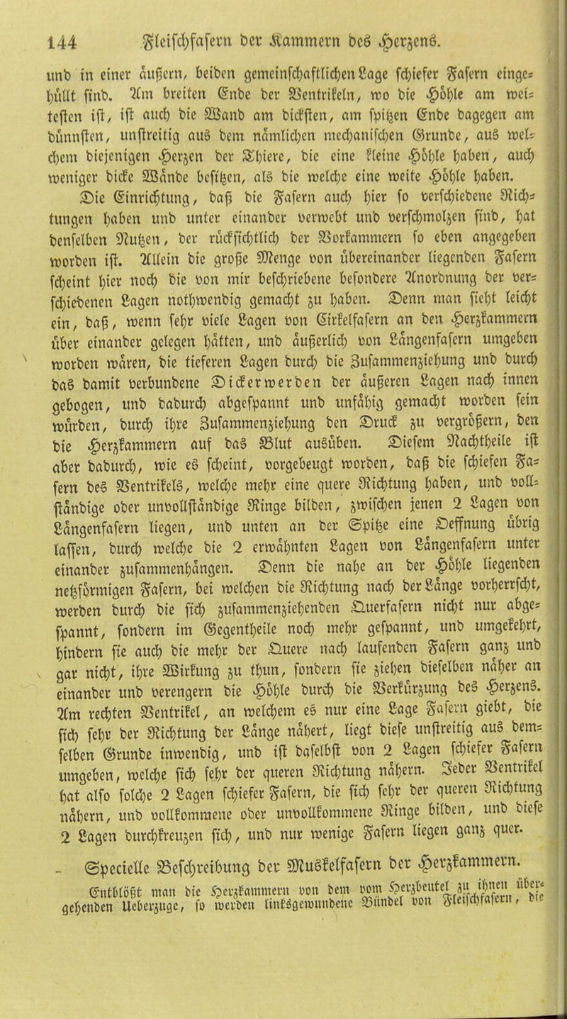 unb in einer äußern, beibett gemcinfd)aftlid)enSage fd)iefer Sofern einge: hüllt ftnb. 2£m breiten ©nbc ber IBentrifeln, wo bie 4jol)le am wet= teften ift, ifl and) bie SBanb am bitfflen, am fpiijen Grnbe bagegen am bünnftert, unftreitig auS bem namtid)en niecl)anifd)en ©runbe, au§ wel-- d)em biejenigen d)erjcn ber 5£l)ierc, bie eine Heine |)6()le haben, auch weniger biefe SBanbc beftfeen, at§ bie weldje eine weite ^)ot)te haben. £)ic ©inridjtutig, baft bie Wafern aud) t)ier fo oerfd)iebene 9iid)* tungen haben unb unter cinanber oerwebt unb oerfcbntoljen ftnb, l;at bcnfelben 91u^en, ber rücfftcbtlid) ber SSorfammern fo eben angegeben worben ift. 2£Uein bie grojjc Stetige oon übereinanbet tiegenben gafern fcl)eint t)icr nod) bie oon mir befd)riebene befottbere 2lnorbnung ber oer= fd)iebenctt Sagen nothwenbig gemacht ju haben. £)enn man fiet)t leicht ein, bafi, wenn fefw oietc Sagen non ©irfelfafern an ben £ersfammcm über cinanber gelegen Ratten, unb au^erltd; oon Sangenfafern umgeben worben waren, bie tieferen Sagen burd) bie Sufammen^ieljung unb burd) ba§ bamit oerbunbene £>i<f er werben ber äußeren Sagen nach innen gebogen, unb baburd) abgefpannt unb unfähig gemad)t worben fein würben, bureb ihre Sufammenjiebung ben £>rucf ju oergrbfjern, ben bie ^er^antmem auf ba§ 33lut auSüben. tiefem 'ftacbtbeite tfl aber babureb, roie ee> fd)eint, oorgebeugt worben, bafj bie febiefen ga* fern be§ SSentrifelä, welche mehr eine quere 3?id)tung haben, unb oolk ftanbige ober unoollftanbige Sfinge bilben, gwifchen jenen 2 Sagen^oon Sangenfafern liegen, unb unten an ber ©pi^e eine Seffnung übrig taffen, bureb welche bie 2 erwähnten Sagen bon Sangenfafern unter etnanber jufammenhangen. £>enn bie nahe an ber $oble liegenben nebfbrmigen gafern, bei welchen bie Dichtung nach ber Sange oorberrfebt werben bureb bie ftd) gufantmenjiehenben £luerfafern nicht nur abge= fpannt, fonbern im ©egentl)eile nod) tnebr gefpannt, unb umgekehrt, binbern fte auch bie mehr ber £luere nach taufenben gafern ganj unb v gar nicht, ihre SBirlung ju thun, fonbern fie jiehen biefelben naher an einanber unb oerengern bie 4)6f)te bureb bie SSerfürjung be3 #erjen§. 2tm rechten SSentrifet, an weld)em eö nur eine Sage gafern giebt, bie ftd) fehr ber Dichtung ber Sange nähert, liegt biefe unjlreitig au§ bem= felben ©runbe inwenbig, unb ift bafelbft oon 2 Sagen febiefer gafern umgeben, weld;e ficb fet)r ber queren Dichtung nahem. Sebcr Sentrifel hat alfo foldje 2 Sagen febiefer gafern, bie ficb fel)r ber queren 9itd)tung nahem, unb ooltfomraene ober unoollfommene Sitnge bilben, unb biefe 2 Sagen bttrebfreujen ftd), unb nur wenige gafern liegen ganj quer. ©pecteile 33efd)i*eibung ber £9?u§felfafcnt ber «fpcvjfcttninern. CrntMöfit ntan bie Spcrjfamntern i'on bent rom Sperjfceutelju[ ihnen geljettben Uebevjugc, fo werben tintSgewunbenc SButtbel mx gletfcbfafctn, b