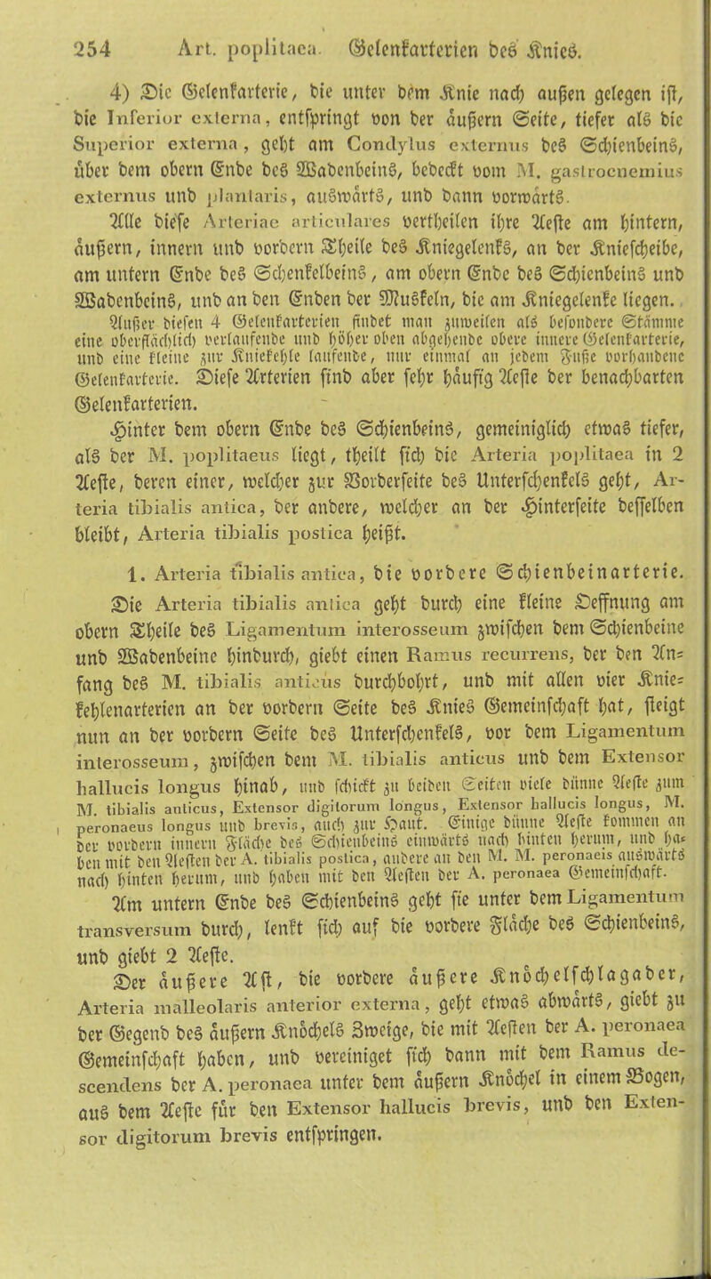 4) £>ic ©elenfarterie, bie unter bem £nie nad; außen gelegen iß, bie Inferior externa, entfpringt oon ber äußern (Sette, tiefer alb bic Superior externa , gcl)t am Conclylus externus beb ©d)ienßeinb, über bem obern ©nbe beb SBabenßetnb, ßebedt bom M. gastroenemius externus itnb plantaris, aubroartb, unb bann borroartb. 2lllc biefe Arteriae articulares bertheilen ißre 2feße am ^intern, äußern, innern unb borbent S£ßetle beb jtniegelenfb, an ber .ftniefeßeiße, am untern Qjnbe beb ©cßenfclßeinb, am obern @nbe beb ©cßienßetnb unb SBabcnßeinb, unb an ben (Snben ber Sftubfeln, bie am Äniegetenfe liegen. Qlttftev bieten 4 ©eleufarterieit hübet mau »«weiten atö befonbere Stämme eine obe-rftacbtifl) i'ertaufcnbe «itb höher oben abaeOeubc obere innere ©etenfarterie, unb eine fleitte jur Äniefehle [aitfenbe, nur einmat an jebem Stifte borhaitbcuc ©elenfarterie. £>iefe Arterien ftnb aber feßr ßauftg 2leße ber benachbarten ©elenfarterien. hinter bem obern ©nbe beb ©djienßeinb, gemeiniglich etroab tiefer, alb ber M. poplitaeus liegt, theilt ftd) bic Arteria poplitaea in 2 2Ce{te, bereu einer, weldjer jur SSorberfeite beb Unterfcßenfclb geht, Ar- teria tibialis antica, ber anbere, welcher an ber «£>interfeite beffelben bleibt, Arteria tibialis poslica heißt. 1. Arteria tibialis antica, bie borbere ©chienbeinarterie. S>ie Arteria tibialis antica geht bureß eine Keine Öffnung am obern S£ßeile beb Ligamentum interosseum gwifeßen bem ©d)tenbeine unb SBabenßetne ßinbureß, giebt einen Ramus recurrens, ber ben 2fn= fang beb M. tibialis anticus burcßßoßrt, unb mit allen hier Änie= feßlenarterien an ber borberu ©eite beb .ftnieb ©emeinfeßaft ß>at, ßeigt nun an ber bovbern ©eite beb Unterfcßenfelb, bor bem Ligamentum interosseum, groifeßen bem M. tibialis anticus unb bem Extensor hallucis longus ßttnab, unb fdiicft 31t beibett Seiten niete bitnne 9(e(le 311111 M tibialis anticus, Extensor digitoruni longus, Extensor hallucis longus, M. peronaeus longus unb brevis, and) 3uv $aut. einige biiiitte Qtcfte fommen an ter borbern innern Städte beö Sdnenbeinö einmärtö ttad) tunten herum, unb h«£ ben mit ben Qlejten ber A. tibialis postica, anbere au ben M. M. peronaeis aueioartö nad) hinten herum, unb haben mit ben Qleften ber A. peronaea ©emeinftßaft. 2Cm untern ©nbe beb ©cßienßeinb geht fte unter bem Ligamentum transversum burd), lenft ftd) auf bie borbere Stacße beb ©cßienßeinb, unb gießt 2 riefte. £>er äußere 2fß, bie borbere äußere .ftnocßelfcßlagaber, Arteria itiälleolaris anterior externa, geßt etwab aßmartb, gießt gtt ber ©egenb beb äußern Änocßelb Smctge, bie mit 2leßen ber A. peronaea ©emeinfeßaft ßaßen, unb bereiniget ftd) bann mit bem Ramus de- scendens ber A. peronaea unter bem äußern «ftnoeßel in einem ©ogen, auö bem 2(eße für ben Extensor hallucis brevis, utlb bett Exten- sor digitorum brevis entfpringen.