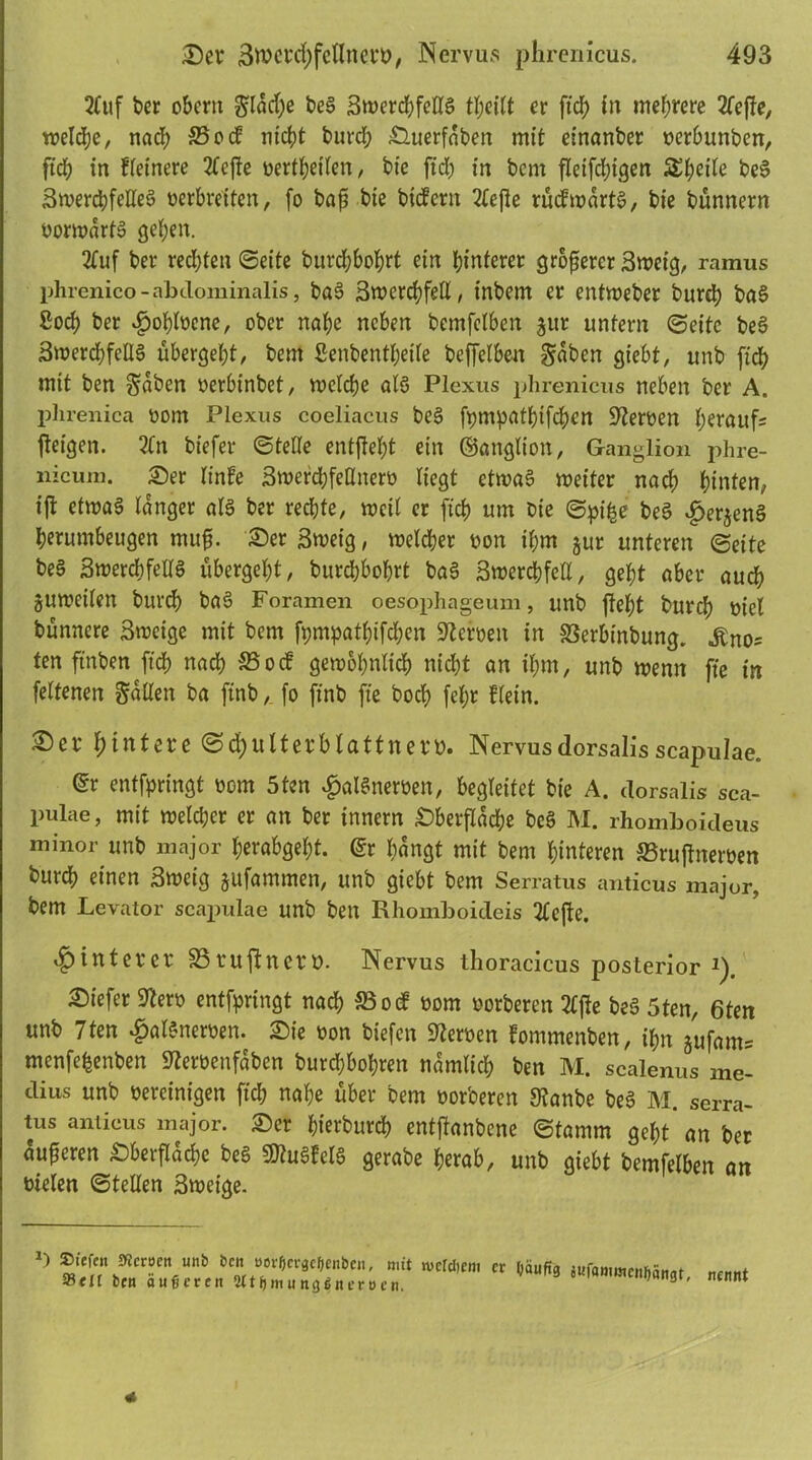 2(uf ber obern gldd)e beS 3werd)felIS tl;eilt er ftd; in mehrere 2fefle, welche, nach 35ocf nicht burcl; £luerfdben mit einanber verbunben, ftd) in Reinere 2lejle verteilen, bie ftd) in bcm fleifdngen 5£i;etie beS 3werchfelles> verbreiten, fo bap bie bidern 2Tefte rüdwdrtS, bie bünnern vorwärts gefeit. 2fuf ber redjten ©eite burchbohrt ein hinterer gropercr 3wetg, ramus phrenico-abdominalis, ba3 Swcrchfell, inbem er entweber burch ba§ 8od) ber $ohlvcne, ober nahe neben betnfelben jur unfern ©eite be$ 3werchfeU§ übergeht, bem Senbentheile befjelben gaben giebt, unb fich mit ben gaben verbinbet, welche als Plexus plirenicus neben ber A. plirenica vom Plexus coeliacus bes> fympathifchen Nerven herauf fteigen. 2ln biefer ©teile entjleht ein ©anglion, Ganglion phre- nicum. Der linfe Swerchfeünerv liegt etwas weiter nach hinten, ift etwas langer als ber rechte, weil er fich um bie ©pi£e beS £er$enS herumbeugen mup. Der Sweig, weiter von ihm jur unteren ©eite beS SwercbfellS übergeht, burdjbohrt baS Swerchfell, geht aber auch guweilen burch baS Foramen oesophageum, unb fleht burch viel bünnere 3weige mit bem fpmpatl)tfd;en Nerven in SSerbinbung. «jbno* * ten ftnben ftd) nach 23ocf gewöhnlich nicht an ihm, unb wenn fte in felfenen gallen ba finb, fo ftnb fte hoch fel;r Kein. Der hintere ©d)ulterblattnerv. Nervusdorsalisscapulae. @r entfpringt vom 5ten fjalSnerven, begleitet bie A. dorsalis sca- pulae, mit welcher er an ber innern Dberfldche beS M. rhomboideus minor unb major herabgeht. <£r bangt mit bem hinteren S3ruftnerven burch einen 3weig jufammen, unb giebt bem Serratus anticus major, bem Levator scapulae unb ben Rhomboideis 2lejle. Hinterer SBruftncrv. Nervus thoracicus posterior i). Diefer Sterv entfpringt nach 23 o cf vom vorberen 3lfle beS 5ten, 6ten unb 7ten £alSnerven. Die von biefen Nerven fommenben, ihn jufants menfefjenben Stervenfdben burchbohren nämlich ben M. scalenus me- dius unb vereinigen fich nahe über bem vorberen Staube beS M. serra- tus anticus major. Der hierburd) entflanbene ©tamm geht* an ber duperen Dberfldche beS SOtuSfelS gerabe herab, unb giebt bemfelben an vielen ©teilen 3weige. |^”9ic»e«unb *e■ »»fOcracdcnbc«. mit metcDem er gäufig jufammcnDängt, 93flt ben atifjcrcn ültfjmunggneruen. 31' * nennt