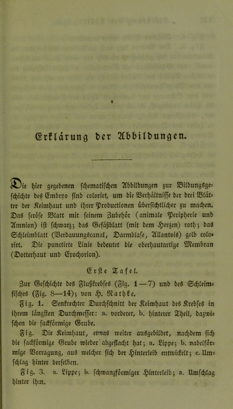 ©rftdrung ber 2Cf>bUt>unaetn JsJie fjtec gegebenen fdjematifcfyen 2Tbbilbungen jur S3i(bung$ge; fd)id)te beS ©mbrpo finb colorirt, um bie 23erhdltniffe bcc beet S3tdt= tec bet Äeimhaut unb ihrer Probuctionen uberftd)tticher ju machen. Sag fccofc S3latt mit feinem Bubehot (animale Peripherie unb Amnion) ift fdjwarj; baS ©efdfjblatt (mit bem -iperjen) roth; ba$ ©djleimblatt (93erbauunggcanal, Sarmblafe, 2Mantoig) gelb colo* rirt. Sie punctirte tinie bebeutet bie oberhautartige Membran (Sotterhaut unb Grpochotion). ©rjte SEafel. Bur ©efdjichte be$ glufjfrebfeg ($ig. 1 — 7) unb be§ ©chleims ftfd)e$ (§ig. 8—14); oon SRathfe. $ig. 1. ©entrechtet Surdjfchnitt ber Äeimhaut beg .fttebfeg in ihrem langften Surdjmeffer: a. ootberer, b. hinterer $Ehfi^ bajwis fd;en bie faifformige ©rube. Stg. Sie Äeimhaut, etwas weiter auSgebilbet, nad)bem ftch bie faeffoetnige ©rube wiebet abgeflacht h«t; a- Sippe; b. nabelfor* mige S3orragung, au6 welcher ftch bet Hinterleib entwicfelt; c. Um= fchlag hinter berfelben. §ig. 3. a. tippe; b. fchwanjformiger Hinterleib; a- Umfchlag hinter ihm.