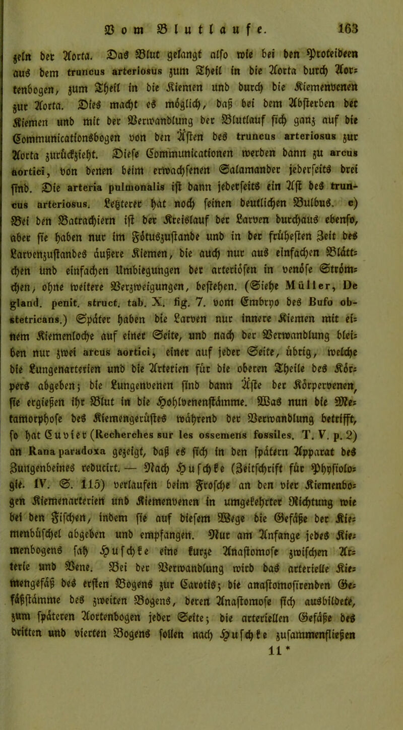 jfln bet Aorta. Sa« 93lut gelangt nlfo nie bei ben speoteibeen au^ bem truncus arteriosus junt Sf)e(t in bie 2Tocta bued) Aot* tenbogen, jum Sf)e(I in bie Äiemen unb burd) bie Äiemenucnen jut 2forta. Sie« madjt eg moglid), bafj bei bem Abffetben bec Äiemen unb mit bec 23ern?anblung bec 23lutlauf fid) ganj auf bie ßommunication«bogen »on ben Äften be« truncus arteriosus jur tforta jucö(fjief)t. Siefe Gjommunicationen roerben bann ju arcus aortici, »on benen beim ertt>ad)fenett Salamanbet jeberfeit« bcei ftnb. Sie arteria pulmonaüs ift bann jebetfeit« ein Aff beg trun- cus arteriosus. £e&tecec i)<tt nod) feinen beutlidjen S3ulbu«. c) S5ei ben 33atrad)iern ift bec Äcei«lauf bec fiaroen burcfyau« ebenfo, abec ftc fjaben nuc im gätu«jujfanbe unb in bec fc£i£)eflen Beit be« ßarbenjuftanbe« duftere Äiemen, bie aud) nuc au« einfachen S3tdtts d)en tmb einfachen Umbiegungen bec acteriofen in »enofe Stroms d)en> o^ne roeitece 23erjn>eigungen, befielen. (Sielje Müller, De gland. penit. struct. tab. X. fig. 7. üont ©mbrpo be« ßufo ob- stetricans.) Spdtec f)«ben bie £ar»en nuc innere Äiemen mit eu nem Äiemenlodje auf einec Seite, unb nad) bec SBerntanblung bieU ben nuc jn>et arcus aortici, einec auf jebec Seite, übrig, welche bie Sungenartecien unb bie Arterien füc bie obecen £i)e,le be« i?6c; per« abgeben 5 bie Sungenbenen ftnb bann Affe bec Ädcperoenen, ftc ergieften ifjc S3lut in bie ^>of)tbenenjldmme. 2Ba« nun bie SDRes tantoepfjofe beg Äiemengetüffe« radl)renb bec 23ecroanblung betrifft, fo l)at dubtet (Recherches sur les ossemens fossiles. T. V. p. 2) an Rana paradoxa gezeigt, bafj eg ftd) in ben fpdtecn Apparat be« Zungenbeine« cebucict.— 9lad) Jpu fd)!e (3eitfd)cift füc [Pbpfiolos git. IV. S. 115) »erlaufen beim grofd)e an ben biet Äiemenbos gen Äiemenacterien unb Äiemenuenen in umgefefjrtec 9?id)tung tote bei ben gifdjert/ inbem ftc auf biefem 2Bege bie ©efdjte bec Äte; menbüfd)el abgeben unb empfangen. 9fuc am Anfänge jebe« jfies menbogen« faf> ^)ufd)fe eine furje Anaffomofe jroifdjen Ars tecie unb 58ene. 33ei bec 23ertbanblung roirb ba« arterielle Äie= mengefdft be« erfien 33ogen« juc daroti«; bie anaffomoftcenben ©es fdftffamme be« jroeiten 33ogen«, beten Anaffomofe ftd) au«bitbete, jum fpdteren Aortenbogen jebec Seite; bie arteriellen ©efdfte be« beitten unb vierten S3ogen« [ollen nad) £ufd)fe jufammenflieften 11 *