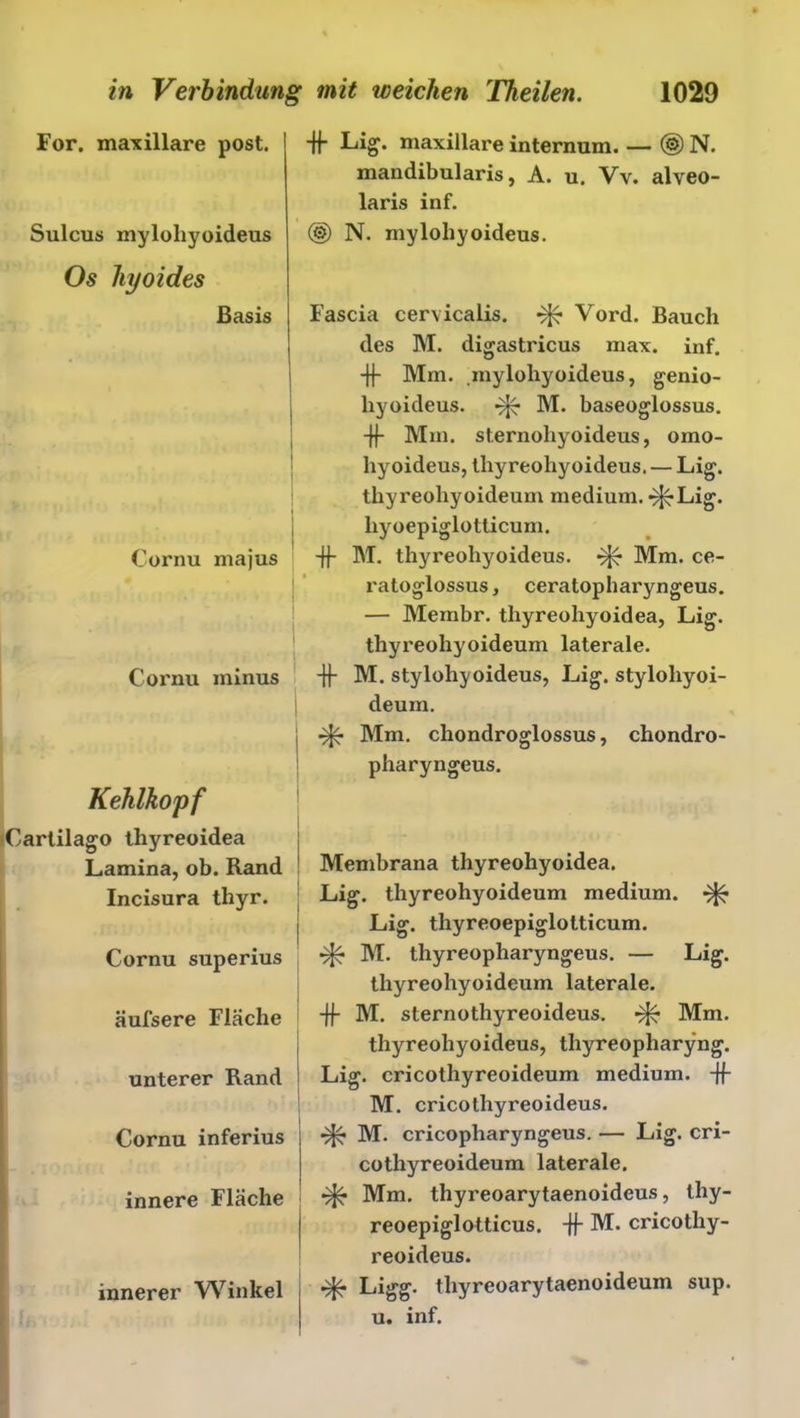 For. maxillare post. Sulcus mylohyoideus Os liyoides Basis Cornu majus Cornu minus Kehlkopf Carlilago thyreoidea Lamina, ob. Rand Incisura thyr. Cornu superius äufsere Fläche unterer Rand Cornu inferius innere Fläche innerer Winkel -ff Lig. maxillare internum. — ® N. mandibularis, A. u. Vv. alveo- laris inf. (§) N. mylohyoideus. Fascia cervicalis. Vord. Bauch des M. digastricus max. inf. -}f Mm. .mylohyoideus, genio- liyoideus. ^ M. baseoglossus. -ff Mm. sternohyoideus, omo- liyoideus, tliyreohyoideus. — Lig. thyreohyoideum medium. ^Lig. liyoepiglotticum. -ff M. tliyreohyoideus. ^ Mm. ce- ratoglossus, ceratopharyngeus. — Membr. thyreohyoidea, Lig. thyreohyoideum laterale. -ff M. stylohyoideus, Lig. stylohyoi- deum. Mm. chondroglossus, chondro- pharyngeus. Membrana thyreohyoidea. Lig. thyreohyoideum medium. <7^ Lig. thyreoepiglotticum. M. thyreopharyngeus. — Lig. thyreohyoideum laterale. -ff M. sternothyreoideus. ^ Mm. tliyreohyoideus, thyreopharyng. Lig. cricothyreoideum medium, -ff M. cricothyreoideus. ^ M. cricopliaryngeus. — Lig. cri- cothyreoideum laterale. Mm. thyreoarytaenoideus, lliy- reoepiglotticus. -ff M. cricothy- reoideus. •7^ Ligg. thyreoarytaenoideum sup. u. inf.