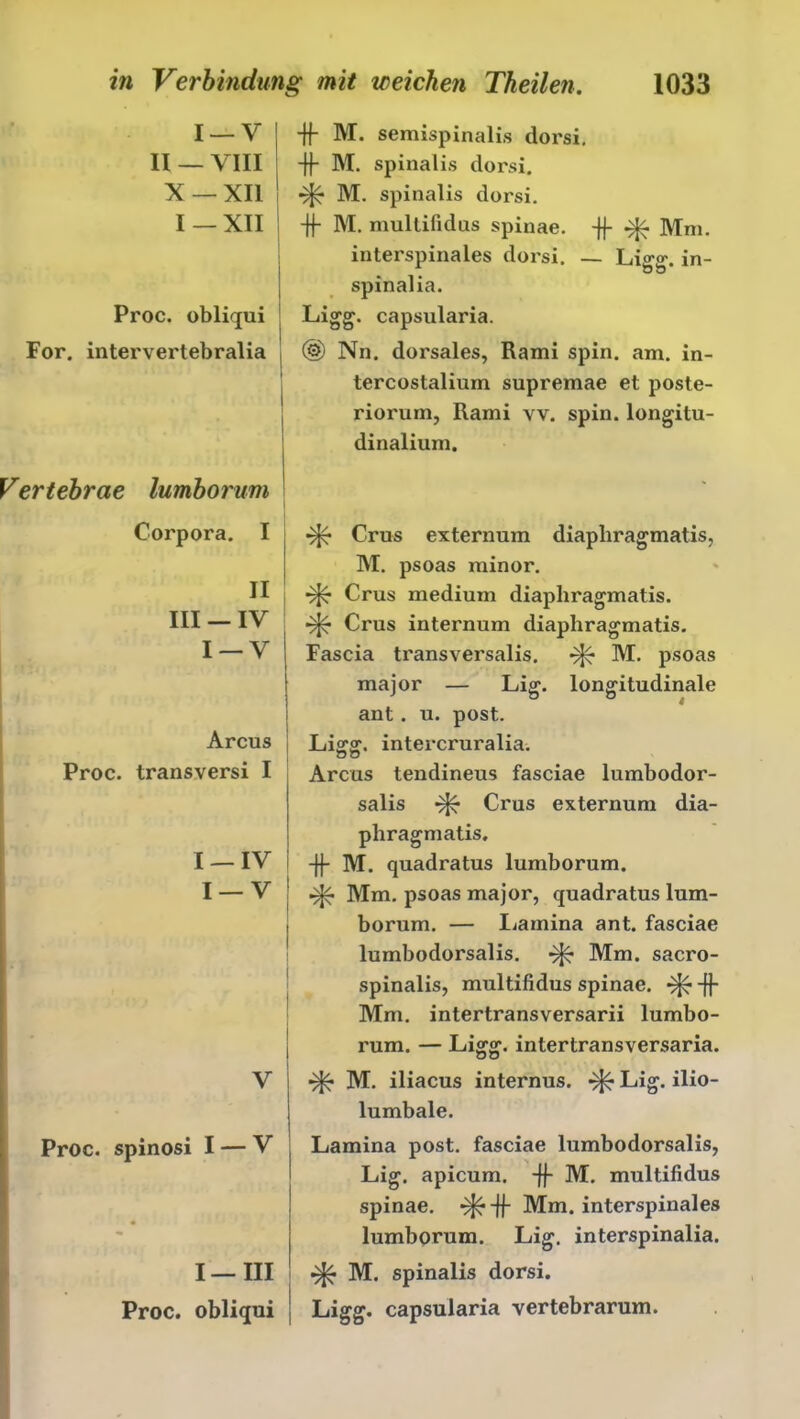 I —V II _ VIII X — XII I —XII Proc. obliqui For. intervertebralia Vertebrcie lumborum Corpora. I 11 III — IV I —V Arcus | Proc. transversi I | I —IV I —V V Proc. spinosi I — V I—III j Proc. obliqui ! •ff M. semispinalis dorsi. -ff M. spinalis dorsi. M. spinalis dorsi. -ff M. multifidus spinae. -ff Mm. interspinales dorsi. — Ligg. in- spinalia. Ligg. capsularia. ® Nn. dorsales, Rami spin. am. in- tercostalium supremae et poste- riorum, Rami vv. spin. longitu- dinalium. Crus externum diapliragmatis, M. psoas minor. Crus medium diapliragmatis. Crus internum diapliragmatis. Fascia transversalis. M. psoas major — Lig. longitudinale ant. u. post. Ligg. intercruralia. Arcus tendineus fasciae lumbodor- salis Crus externum dia- pliragmatis. -ff M. quadratus lumborum. Mm. psoas major, quadratus lum- borum. — Lamina ant. fasciae lumbodorsalis. Mm. sacro- spinalis, multifidus spinae. -ff Mm. intertransversarii lumbo- rum. — Ligg. intertransversaria. M. iliacus internus. Lig. ilio- lumbale. Lamina post, fasciae lumbodorsalis, Lig. apicum. -ff M. multifidus spinae. -ff Mm. interspinales lumborum. Lig. interspinalia. M. spinalis dorsi. Ligg. capsularia vertebrarum.