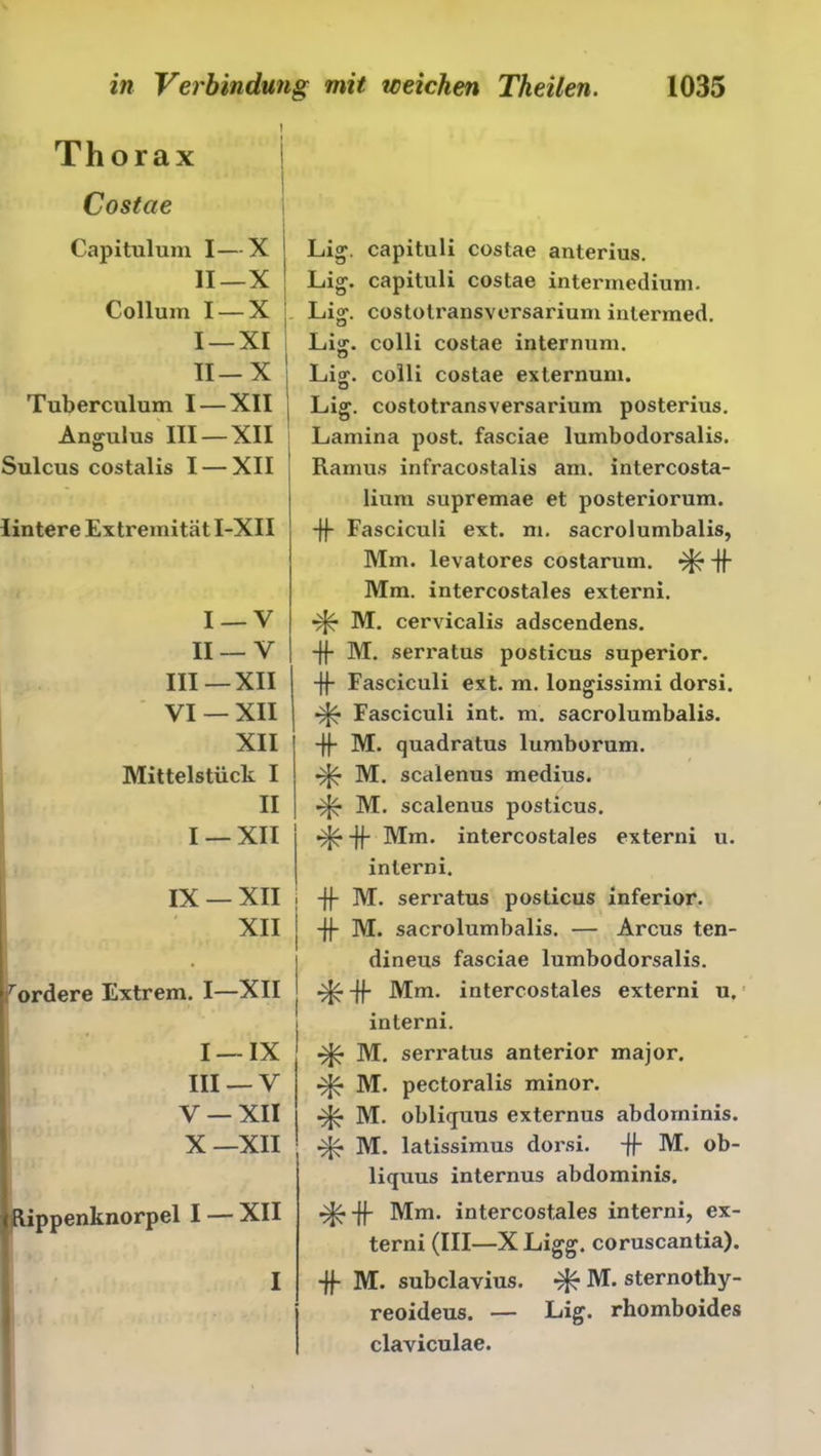 Thorax Costae Capitulum I—X II— X Collum I — X I —XI II-X Tuberculum I — XII Angulus III — XII Sulcus costalis I — XII lintere Extremität I-XII I —V II — V III—XII VI — XII XII Mittelstück I II I — XII IX — XII XII [fordere Extrem. I—XII i I —IX III —V V —XII X—XII jftippenknorpel I — XII Lig. capituli costae anterius. Lig. capituli costae intermedium. Lig. costotransversarium intermed. Liff. colli costae internum. u Lijr. colli costae externum. ö Lig. costoti'ansversarium posterius. Lamina post, fasciae lumbodorsalis. Ramus infracostalis am. intercosta- lium supremae et posteriorum. -ff Fasciculi ext. m. sacrolumbalis, Mm. levatores costarum. -ff Mm. intercostales externi. M. cervicalis adscendens. -ff M. serratus posticus superior. -ff Fasciculi ext. m. longissimi dorsi. Fasciculi int. m. sacrolumbalis. -ff M. quadratus lumborum. M. scalenus medius. ^ M. scalenus posticus. -ff Mm. intercostales externi u. inlerni. -ff M. serratus posticus inferior. -ff M. sacrolumbalis. — Arcus ten- dineus fasciae lumbodorsalis. -ff Mm. intercostales externi u. interni. M. serratus anterior major. M. pectoralis minor. M. obliquus externus abdorninis. M. latissimus dorsi. -ff M. ob- liquus internus abdorninis. •^•-ff Mm. intercostales interni, ex- terni (III—X Ligg. coruscantia). -ff M. subclavius. ^ M. sternothy- reoideus. — Lig. rhomboides claviculae.