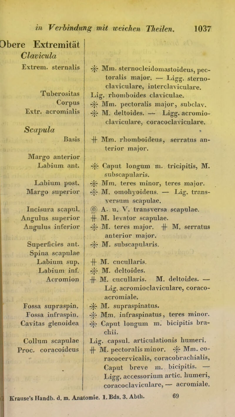Dbere Extremität Clavicula Extrem, sternalis Tuberositas Corpus Extr. acromialis Scapula ßasis Margo anterior JLabium ant. Labium post. Margo superior Incisura scapul. Angulus superior Auffulus inferior Superficies ant. Spina scapulae Labium sup. Labium inf. Acromion Fossa supraspin. Fossa infraspin. Cavitas glenoidea Collum scapulae Proc. coracoideus Mm. sternocleidomastoideus, pec- toralis major. — Ligg. sterno- claviculare, inlerclaviculare. Lig. rliomboides claviculae. •tJc Mm. pectoralis major, subclav. M. deltoides. — Ligg. acromio- claviculai'e, coracoclaviculare. n fe -ff Mm. rhomboideus, serratus an- terior major. Caput longum m. tricipitis, M. subscapularis. Mm. teres minor, leres major. M. omohyoideus. — Lig. trans- yersum scapulae. © A- u. V. transversa scapulae. -ff M. levator scapulae. M. teres major. -ff M, serratus anterior major. M. subscapularis. -ff M. cucullaris. M. deltoides. -ff M. cucullaris. M. deltoides. — Lig. acromioclavicuiare, coraco- acromiale. M. supraspinatus. Mm. infraspinatus, teres minor. «tJc Caput longum m. bicipitis bra- cbii. Lig. capsul. articulationis humeri. -ff M. pectoralis minor. Mm. co- racocervicalis, coracobracliialis, Caput breve m. bicipitis. — Ligg. accessorium artic. humeri, coracoclaviculare, — acromiale. Krause’s Ilandb. d. m. Anatomie. l.Bds. 3. Abth. 69