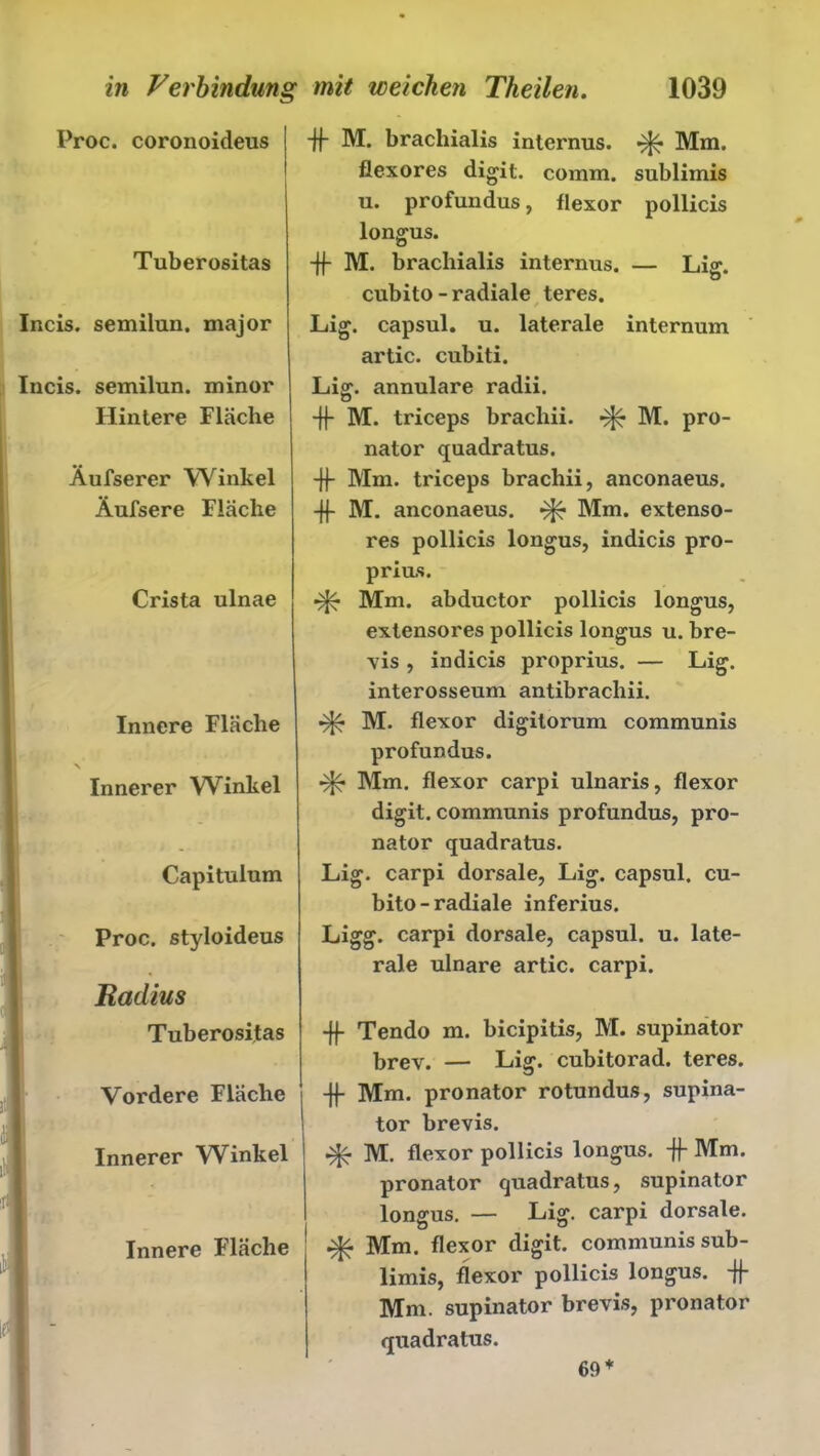 Proc. coronoideus Tuberositas Incis. semilun. major Iucis. semilun. minor Hintere Fläche Äufserer Winkel Äufsere Fläche Crista ulnae Innere Fläche \ Innerer Winkel Capitulum Proc. styloideus Radius Tuberositas Vordere Fläche Innerer Winkel < Innere Fläche -ff M. bracliialis internus. ^ Mm. flexores digit. comm. sublimis u. profundus, flexor pollicis longus. ■ff M. brachialis internus. — Lig. cubito-radiale teres. Lig. capsul. u. laterale internum artic. cubiti. Lig. annulare radii. -ff M. triceps bracliii. M. pro- nator quadratus. -ff Mm. triceps brachii, anconaeus. -ff M. anconaeus. Mm. extenso- res pollicis longus, indicis pro- prius. Mm. abductor pollicis longus, extensores pollicis longus u. bre- vis , indicis proprius. — Lig. interosseum antibracliii. ^ M. flexor digitorum communis profundus. Mm. flexor carpi ulnaris, flexor digit. communis profundus, pro- nator quadratus. Lig. carpi dorsale, Lig. capsul. cu- bito-radiale inferius. Ligg. carpi dorsale, capsul. u. late- rale ulnare artic. carpi. -ff Tendo m. bicipitis, M. supinator brev. — Lig. cubitorad. teres. -ff Mm. pronator rotundus, supina- tor brevis. ^ M. flexor pollicis longus. -ff Mm. pronator quadratus, supinator longus. — Lig. carpi dorsale. ^ Mm. flexor digit. communis sub- limis, flexor pollicis longus. -ff Mm. supinator brevis, pronator quadratus. 69 *