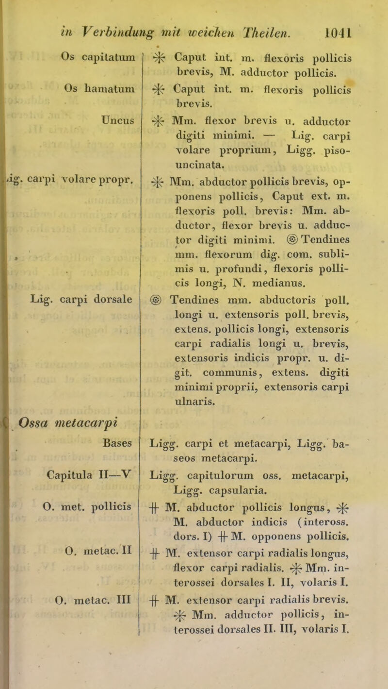 Os capilatum Os hamatum Uncus ig. carpi volare propr. * Lig. carpi dorsale Ossa metacarpi Bases Capitula II—V O. met. pollicis 0. nielac. II O. inetac. III Caput int. m. flexoris pollicis brevis, M. adductor pollicis. Caput int. m. flexoris pollicis brevis. Mm. flexor brevis u. adductor digiti minimi. — Lig. carpi volare proprium, Ligg. piso- uncinata. Mm. abductor pollicis brevis, op- ponens pollicis, Caput ext. m. flexoris poll. brevis: Mm. ab- ductor, flexor brevis u. adduc- tor digiti minimi. © Tendines mm. flexorum dig. com. subli- mis u. profundi, flexoris polli- cis longi, N. medianus. © Tendines mm. abductoris poll. longi u. extensoris poll. brevis, extens. pollicis longi, extensoris carpi radialis longi u. brevis, extensoris indicis propr. u. di- git. communis, extens. digiti minimi proprii, extensoris carpi ulnaris. Ligg. carpi et metacarpi, Ligg. ba- seos metacarpi. Ligg. capitulorum oss. metacarpi, Ligg. capsularia. -|f M. abductor pollicis longus, ■£{£ M. abductor indicis (inteross. dors. I) -ff M. opponens pollicis. -ff M. exlensor carpi radialis longus, flexor carpi radialis. ^ Mm. in- terossei dorsales I. II, volaris I. -ff M. extensor carpi radialis brevis. Mm. adductor pollicis, in-