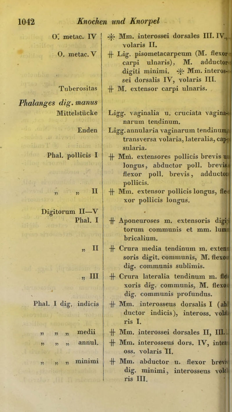O. metac. IV O. metac. V Tuberositas Mm. interossei dorsales III. IV., , volaris II. -ff Lig. pisometacarpeum (M. flexor carpi ulnaris), M. adductor digiti minimi. ^ Mm. interos- sei dorsalis IV, volaris III. -ff M. extensor carpi ulnaris. Phalanges dig. manus Mittelstücke Enden Phal. pollicis I Ligg. vaginalia u. cruciata vagina- narum tendinum. Ligg. annularia vaginarum tendinum. transversa volaria, lateralia, cap- sularia. -ff Mni. extensores pollicis brevis u longus, abductor poll. brevis. flexor poll. brevis, adducloi pollicis. -ff Mm. extensor pollicis longus, fle xor pollicis longus. Digitorum II—V Phal. I » II „ III Phal. I dig. indicis » medii annul. minimi -ff Aponeuroses m. extensoris digi.: torum communis et mm. lum bricalium. -ff Crura media tendinum in. exten soris digit. communis, M. flexo dig. communis sublimis. -ff Crura lateralia tendinum m. fle xoris dig. communis, M. flexo dig. communis profundus. -ff Mm. interosseus dorsalis I (ab ductor indicis), inteross. vola ris I. -ff Mm. interossei dorsales II, III. -ff Mm. interosseus dors. IV, intei oss. volaris II. -ff Mm. abductor u. flexor brevi dig. minimi, interosseus vok ris III.