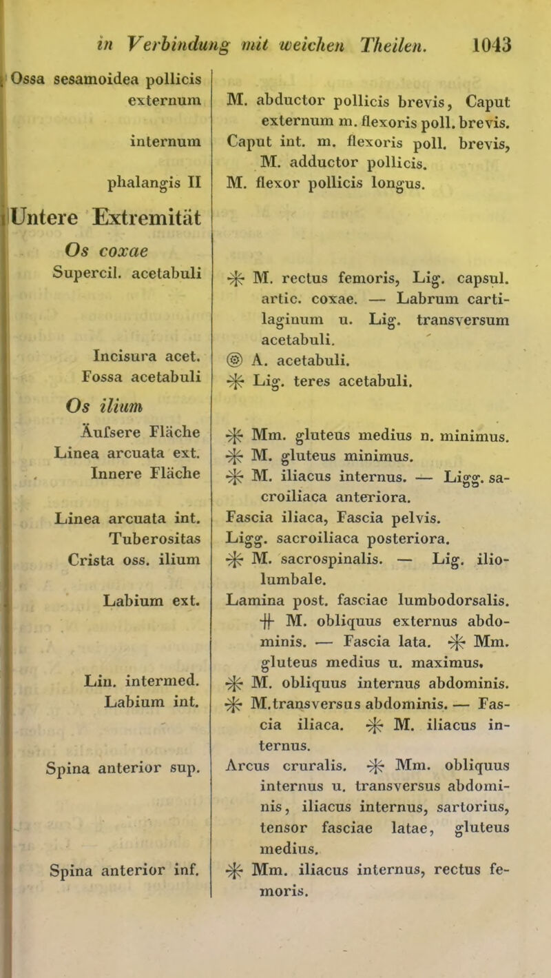 \ Ossa sesamoidea pollicis externum internuni phalangis II i Untere Extremität Os coxae Supercil. acetabuli Incisura acet. Fossa acetabuli Os ilium Äufsere Fläche Linea arcuata ext. Innere Fläche Linea arcuata int. Tuberositas Crista oss. ilium Labiurn ext. Lin. intermed. Labium int. Spina anterior sup. Spina anterior inf. M. abductor pollicis brevis, Caput externum m. flexoris poll. brevis. Caput int. m. flexoris poll. brevis, M. adductor pollicis. M. flexor pollicis longus. M. rectus femoris, Lig. capsul. artic. coxae. — Labrum carti- lagiuum u. Lig. transversum acetabuli. (§) A. acetabuli. Lig. teres acetabuli. gfc Mm. gluteus medius n. minimus. M. gluteus minimus. M. iliacus internus. — Ligg. sa- croiliaca anteriora. Fascia iliaca, Fascia pelvis. Ligg. sacroiliaca posteriora. •tJc M. sacrospinalis. — Lig. ilio- lumbale. Lamina post, fasciac lumbodorsalis. ■ff M. oblicjuus externus abdo- minis. — Fascia lata. Mm. gluteus medius u. maximus. M. obliquus internus abdominis. M.transversus abdominis. — Fas- cia iliaca. M. iliacus in- ternus. Arcus cruralis. ^ Mm. obliquus internus u. transversus abdomi- nis , iliacus internus, sartorius, tensor fasciae latae, gluteus medius. Mm. iliacus internus, rectus fe- moris.