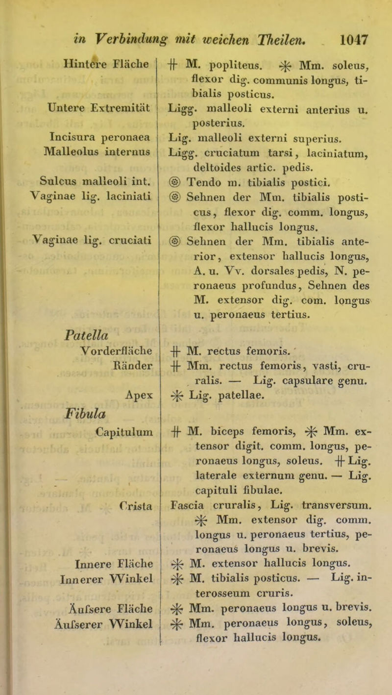 Hintere Fläche Untere Extremität Incisura peronaea Malleolus internus Sulcus malleoli int. Vaginae lig. laciniati Vaginae lig. cruciati Patella Vorderfläche Ränder Apex Fibula Capitulum Crista Innere Fläche Innerer Winkel Äufsere Fläche Äufserer Winkel -ff- M. popliteus. ^ Mm. soleus, flexor dig. communis longus, ti- bialis posticus. Ligg. malleoli externi anterius u. posterius. Lig. malleoli externi superius. Ligg. cruciatum tarsi, laciniatum, deltoides artic. pedis. (g) Tendo m. tibialis postici. (g) Sehnen der Mm. tibialis posti- cus, flexor dig. comm. longus, flexor liallucis longus. (§) Sehnen der Mm. tibialis ante- rior, extensor hallucis longus, A. u. Vv. dorsales pedis, N. pe- ronaeus profundus, Sehnen des M. extensor dig. com. longus u. peronaeus tertius. -ff- M. rectus femoris. -ff Mm. rectus femoris, vasli, cru- ralis. — Lig. capsulare genu. dfc Lig. patellae. -ff M. biceps femoris, Mm. ex- tensor digit. comm. longus, pe- ronaeus longus, soleus. -ff Lig. laterale externum genu. — Lig. capituli fibulae. Fascia cruralis, Lig. transversum. dfc Mm. extensor dig. comm. longus u. peronaeus tertius, pe- ronaeus longus u. brevis. M. extensor hallucis longus. M. tibialis posticus. — Lig. in- terosseum cruris. Mm. peronaeus longus u. brevis. ^ Mm. peronaeus longus, soleus, flexor hallucis longus.