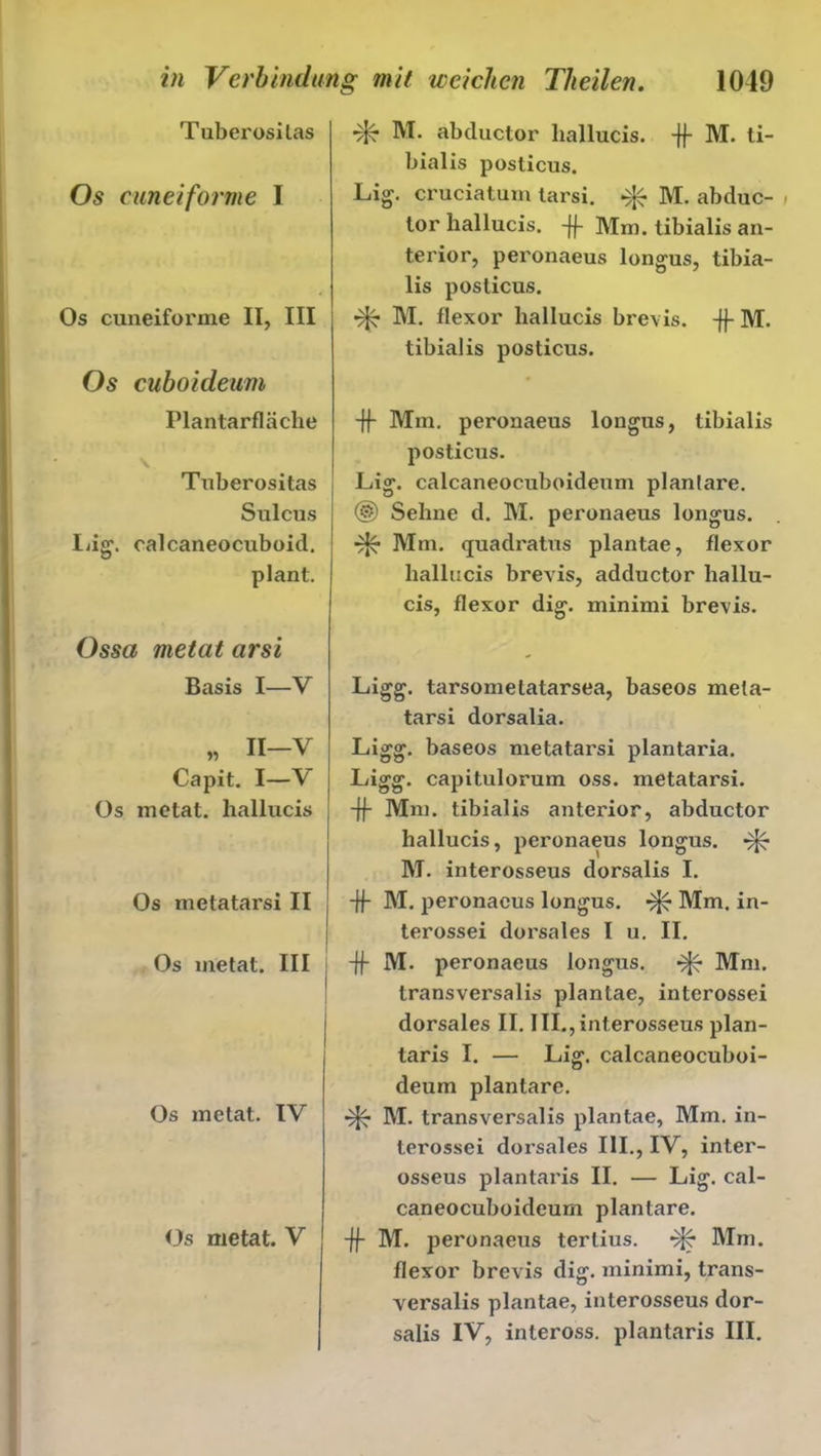 Tuberosilas Os cuneiforme I Os cuneiforme II, III Os cuboideum Planlarfläche v Txiberositas Sulcus lag. oalcaneocuboid. plant. Ossa metat arsi Basis I—V » II-V Capit. I—V Os metat. hallucis Os metatarsi II Os metat. III Os metat. IV Os metat. V M. abcluctor hallucis. -ff M. ti- bialis posticus. Lig. cruciatum tarsi. ^ M. abduc- , tor hallucis. -ff Mm. tibialis an- terior, peronaeus longus, tibia- lis posticus. M. flexor hallucis brevis. -ff M. tibialis posticus. -ff Mm. peronaeus longus, tibialis posticus. Lig. calcaneocuboideum plantare. ® Sehne d. M. peronaeus longus. Mm. (juadratus plantae, flexor hallucis brevis, adductor hallu- cis, flexor dig. minimi brevis. Ligg. tarsomelatarsea, baseos meta- tarsi dorsalia. Ligg. baseos metatarsi plantaria. Ligg. capitulorum oss. metatarsi. -ff Mm. tibialis anterior, abductor hallucis, peronaeus longus. M. interosseus dorsalis I. -ff M. peronaeus longus. Mm. in- terossei dorsales I u. II. -ff M. peronaeus longus. ^ Mm. transversalis plantae, interossei dorsales II. III., interosseus plan- taris I. — Lig. calcaneocuboi- deum plantare. M. transversalis plantae, Mm. in- terossei dorsales III., IV, inter- osseus plantaris II. — Lig. cal- caneocuboideum plantare. -ff M. peronaeus terlius. Mm. flexor brevis dig. minimi, trans- versalis plantae, interosseus dor- salis IV, inleross. plantaris III.
