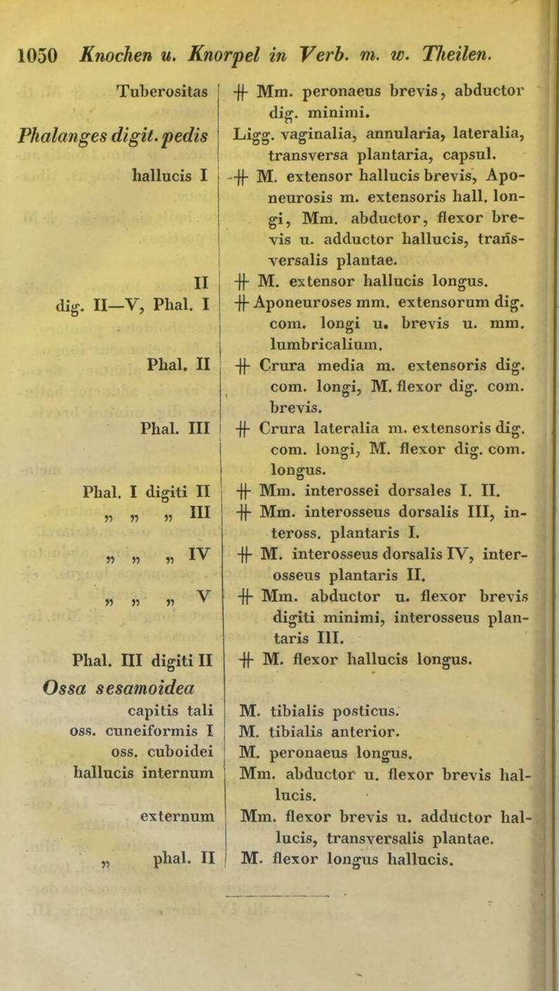 Tuberositas Phalanges digit.pedis hallucis I II dig. II-V, Plial. I Plial. II Phal. III Phal. I digiti II « n n m « » » IY y> ri « Y Plial. III digiti II Ossa sesatnoidea capitis tali oss. cuneiformis I oss. cuboidei hallucis internum externum „ phal. II -ff Mm. peronaeus brevis, abductor dig. minimi. vaginalia, annularia, lateralia, transversa plantaria, capsul. -ff M. extensor hallucis brevis, Apo- neurosis m. extensoris hall, lon- gi, Mm. abductor, flexor bre- vis u. adductor hallucis, traris- versalis plantae. -ff M. extensor hallucis longus. -ff Aponeuroses mm. extensorum dig. com. longi u. brevis u. mm. lumbricalium. -ff Crura media m. extensoris dig. com. longi, M. flexor dig. com. brevis. -ff Crura lateralia m. extensoris dig. com. longi, M. flexor dig. com. longus. -ff Mm. interossei dorsales I. II. -ff Mm. interosseus dorsalis III, in- teross. plantaris I. -ff M. interosseus dorsalis IY, inter- osseus plantaris II. -ff Mm. abductor u. flexor brevis digiti minimi, interosseus plan- taris III. -ff M. flexor hallucis longus. M. tibialis posticus. M. tibialis anterior. M. peronaeus longus. Mm. abductor u. flexor brevis hal- lucis. Mm. flexor brevis u. adductor hal- lucis, transversalis plantae. M. flexor longus hallucis.