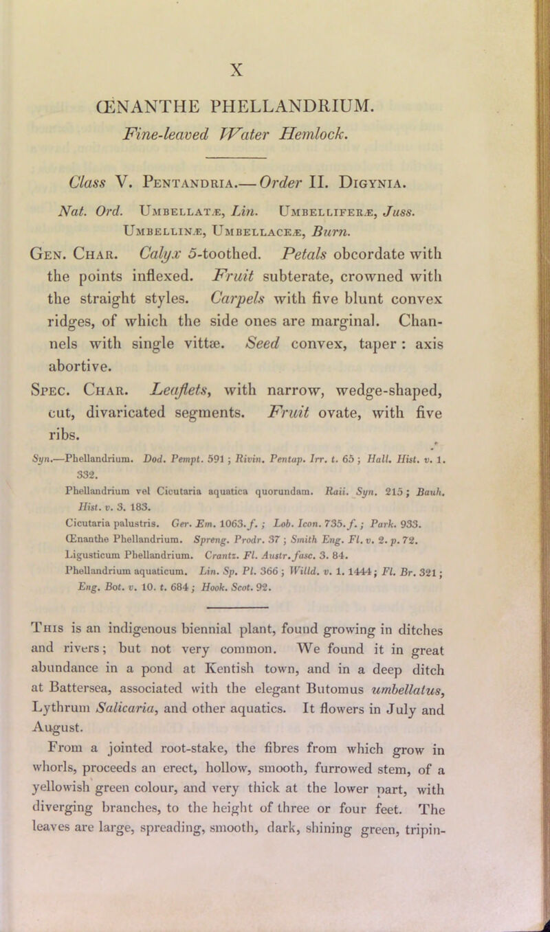 X (ENANTHE PHELLANDRIUM. Fine-leaved, Water Hemlock. Class V. Pentandria.— Order II. Digynia. Nat. Ord. Umbellat.e, Lin. Umbellifer.e, Juss. Umbellinje, Umbellace.e, Burn. Gen. Char. Calyx 5-toothed. Petals obcordate with the points indexed. Fruit subterate, crowned with the straight styles. Carpels with five blunt convex ridges, of which the side ones are marginal. Chan- nels with single vittse. Seed convex, taper : axis abortive. Spec. Char. Leaflets, with narrow, wedge-shaped, cut, divaricated segments. Fruit ovate, with five ribs. * Syn.—Phellandrium. Dod. Pempt. 591 ; Rivin. Renta]). Irr. t. 65; Halt. Hist. v. 1. 332. Phellandrium vel Cicutaria aquatica quorundam. Raii. Syn. 215; Bauli. Hist. v. 3. 183. Cicutaria palustris. Ger. Em. 1063./.; Lob. Icon. 735. f.; Park. 933. (Enanthe Phellandrium. Spreng. Prodr. 37 ; Smith Eng. FI. v. 2. p. 72. Ligusticum Phellandrium. Crantz. FI. Austr.fasc. 3. 84. Phellandrium aquaticum. Lin. Sp. PI. 366 ; Willd. v. 1. 1444; FI. Br. 321; Eng. Bot. «. 10. t. 684; Hook. Scot. 92. This is an indigenous biennial plant, found growing in ditches and rivers; but not very common. We found it in great abundance in a pond at Kentish town, and in a deep ditch at Battersea, associated with the elegant Butomus umbellalus, Lythrum Salicaria, and other aquatics. It flowers in July and August. From a jointed root-stake, the fibres from which grow in whorls, proceeds an erect, hollow, smooth, furrowed stem, of a yellowish green colour, and very thick at the lower uart, with diverging branches, to the height of three or four feet. The leaves are large, spreading, smooth, dark, shining green, tripin-