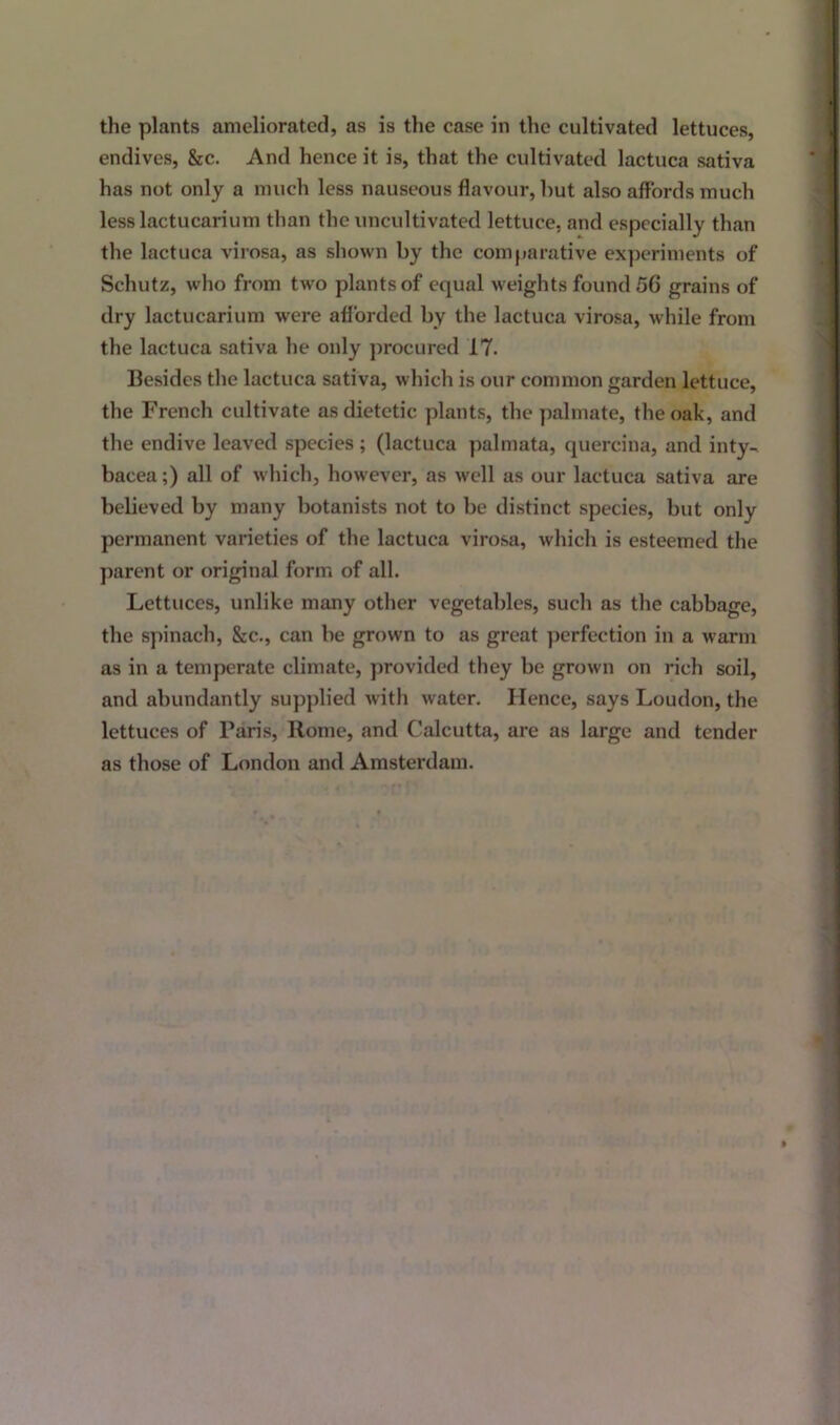 endives, &c. And hence it is, that the cultivated lactuca sativa has not only a much less nauseous flavour, hut also affords much lesslactucarium than the uncultivated lettuce, and especially than the lactuca virosa, as shown by the comparative experiments of Schutz, who from two plants of equal weights found 56 grains of dry lactucarium were afforded by the lactuca virosa, while from the lactuca sativa he only procured 17. Besides the lactuca sativa, which is our common garden lettuce, the French cultivate as dietetic plants, the palmate, the oak, and the endive leaved species ; (lactuca palmata, quercina, and inty-. baeea;) all of which, however, as well as our lactuca sativa are believed by many botanists not to be distinct species, but only permanent varieties of the lactuca virosa, which is esteemed the parent or original form of all. Lettuces, unlike many other vegetables, such as the cabbage, the spinach, &c., can be grown to as great perfection in a warm as in a temperate climate, provided they be grown on rich soil, and abundantly supplied with water. Hence, says Loudon, the lettuces of Paris, Rome, and Calcutta, are as large and tender as those of London and Amsterdam.