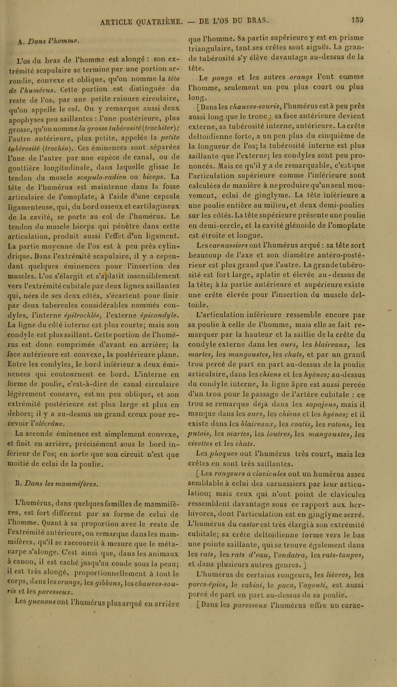 A. Dans l’homme. L’os du bras de l’homme est alongé : son ex- trémité scapulaire se termine par une portion ar- rondie, convexe et oblique, qu’on nomme la «i/o de l'humérus. Cette portion est distinguée du reste de l'os, par une petite rainure circulaire, qu’on appelle le col. On y remarque aussi deux apophyses peu saillantes : l’une postérieure, plus grosse, qu’on nomme la grosse tubérosité (trochiler); l’autre antérieure, plus petite, appelée la petite tubérosité (trochin). Ces éminences sont séparées l’une de l’autre par une espèce de canal, ou de gouttière longitudinale, dans laquelle glisse le tendon du muscle scapulo-radien ou biceps. La tête de l’humérus est maintenue dans la fosse articulaire de l’omoplate, à l’aide d’une capsule ligamenteuse, qui, du bord osseux et cartilagineux de la cavité, se porte au col de l’humérus. Le tendon du muscle biceps qui pénètre dans cette articulation, produit aussi l’effet d’un ligament. La partie moyenne de l’os est à peu près cylin- drique. Dans l’extrémité scapulaire, il y a cepen- dant quelques éminences pour l’insertion des muscles. L’os s’élargit et s’aplatit insensiblement vers l’extrémitécubitale par deux lignes saillantes qui, nées de ses deux côtés, s’écartent pour finir par deux tubercules considérables nommés con- dyles, l’interne épitrochlée, l’externe épicondyle. La ligne du côté interne est plus courte; mais son condyle est plus saillant. Cette portion de l’humé- rus est donc comprimée d’avant en arrière; la face antérieure est convexe, la postérieure plane. Entre les condyles, le bord inférieur a deux émi- nences qui contournent ce bord. L’interne en forme de poulie, c’est-à-dire de canal circulaire légèrement concave, est un peu oblique, et son extrémité postérieure est plus large et plus en dehors; il y a au-dessus un grand creux pour re- cevoir l'olécrane. La seconde éminence est simplement convexe, et finit en arrière, précisément sous le bord in- férieur de l’os; en sorte que son circuit n’esL que moitié de celui de la poulie. B. Dans les mammifères. L’humérus, dans quelquesfamilles de mammifè- res, est tort différent par sa forme de celui de 1 homme. Quant à sa proportion avec le reste de 1 extrémité anléricurc, on remarque dans les mam- mifères, qu’il se raccourcit à mesure que le méta- carpe s’alonge. C’est ainsi que, dans les animaux à canon, il est caché jusqu’au coude sous la peau; il est très alongé, proportionnellement à tout le corps, dans leso/wijs, les gibbons, les chauves-sou- ris et les paresseux. Les guenons ont l’humérus plus arqué en arrière que l’homme. Sa partie supérieure y est en prisme triangulaire, tant ses crêtes sont aigues. La gran- de tubérosité s’y élève davantage au-dessus de la tête. Le pongo et les autres orangs l’ont comme l’homme, seulement un peu plus court ou plus long. [Dans les chauves-souris, l’humérus est à peu près aussi long que le tronc : sa face antérieure devient externe, sa tubérosité interne, antérieure. La crête delloïdienne forte, a un peu plus du cinquième de la longueur de l’os; la tubérosité interne est plus saillante que l’externe; les condyles sont peu pro- noncés. Mais ce qu’il y a de remarquable, c’est que l’articulation supérieure comme l’inférieure sont calculées de manière à neproduire qu’un seul mou- vement, celui de ginglyrne. La tête inférieure a une poulie entière au milieu, et deux demi-poulies sur les côtés. La tête supérieure présente une poulie en demi-cercle, et la cavité glénoïde de l’omoplate est étroite et longue. Les carnassiers ont l’humérus arqué : sa tête sort beaucoup de l’axe et son diamètre antéro-posté- rieur est plus grand que l’autre. La grandetubéro- sité est fort large, aplatie et élevée au-dessus de la tète; à la partie antérieure et supérieure existe une crête élevée pour l’insertion du muscle del- toïde. L’articulation inférieure ressemble encore par sa poulie à celle de l’homme, mais elle se fait re- marquer par la hauteur et la saillie delà crête du condyle externe dans les ours, les blaireaux, les martes, les mangoustes, les chats, et par un grand trou percé de part eu part au-dessus de la poulie articulaire, dans les chiens et les hyènes; au-dessus du condyle interne, la ligne âpre est aussi percée d’un trou pour le passage de l’artère cubitale : ce trou se remarque déjà dans les sapajous, mais il manque dans les ours, les chiens et les hyènes; et il existe dans les blaireaux, les coatis, les ratons, les putois, les martes, les loutres, les mangoustes, les civettes et les chats. Les phoques ont l’humérus très court, mais les crêtes eu sont très saillantes. [ Les rongeurs à clavicules ont un humérus assez semblable à celui des carnassiers par leur articu- lation; mais ceux qui n’ont point de clavicules ressemblent davantage sous ce rapport aux her- bivores, donL l’articulation est en ginglyrne serré. L’humérus du castor est très élargi à sou extrémité cubitale; sa crête delloïdienne forme vers le bas une pointe saillante, qui se trouve également dans les rats, les rats d’eau, l'ondatra, les rats-taupes, et dans plusieurs autres genres. ] L’humerus de certains rongeurs, les lièvres, les porcs-épics, le cabiai, le paca, l’agouti, est aussi percé de part en part au-dessus de sa poulie. [Dans les paresseux l’humérus offre un carac-