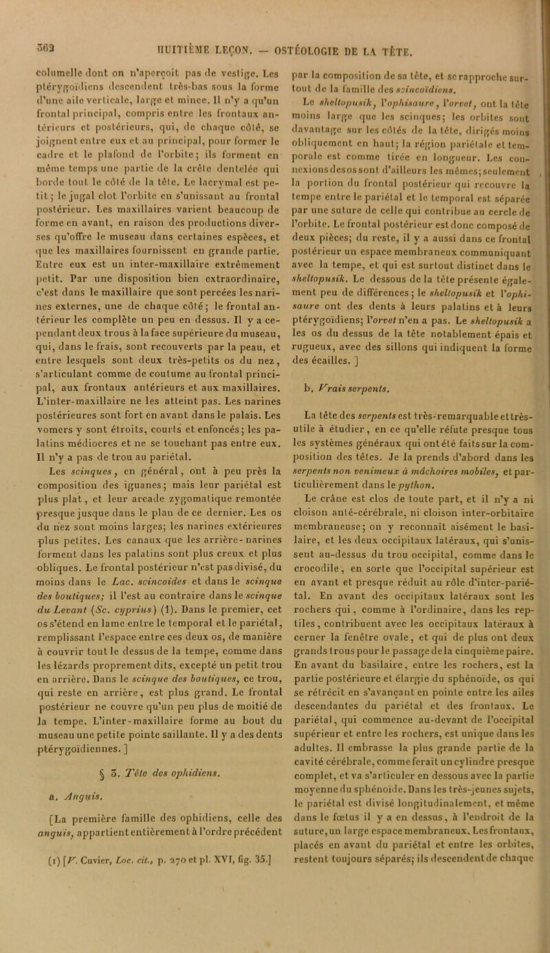 columelle dont on n’aperçoit pas de vestige. Les ptérygoïdiens descendent très-bas sous la forme d’une aile verticale, large et mince. Il n’y a qu’un frontal principal, compris entre les frontaux an- térieurs et postérieurs, qui, île chaque côté, se joignent entre eux et au principal, pour former le cadre et le plafond de l’orbite; ils forment en même temps une partie de la crèle dentelée qui borde tout, le côté de la têtc. Le lacrymal est po- lit.; le jugal clôt, l’orbite en s’unissant au frontal postérieur. Les maxillaires varient beaucoup de forme en avant, en raison des productions diver- ses qu’offre le museau dans certaines espèces, et que les maxillaires fournissent en grande partie. Entre eux est un inter-maxillaire extrêmement petit. Par une disposition bien extraordinaire, c’est dans le maxillaire que sont percées les nari- nes externes, une de chaque côté; le frontal an- térieur les complète un peu en dessus. Il y a ce- pendant deux trous à la face supérieure du museau, qui, dans le frais, sont recouverts par la peau, et entre lesquels sont deux très-petits os du nez, s’articulant comme de coutume au frontal princi- pal, aux frontaux antérieurs et aux maxillaires. L’inter-maxillaire ne les atteint pas. Les narines postérieures sont fort en avant dans le palais. Les vomers y sont étroits, courts et enfoncés; les pa- latins médiocres et ne se touchant pas entre eux. Il n’y a pas de trou au pariétal. Les scinques, en général, ont à peu près la composition des iguanes; mais leur pariétal est plus plat, et leur arcade zygomatique remontée presque jusque dans le plan de ce dernier. Les os du nez sont moins larges; les narines extérieures plus petites. Les canaux que les arrière-narines forment dans les palatins sont plus creux et plus obliques. Le frontal postérieur n’est pas divisé, du moins dans le Lac. scincoides et dans le scinque des boutiques; il l’est au contraire dans le scinque du Levant (Sc. cyprins) (1). Dans le premier, cet os s’étend en lame entre le temporal el le pariétal, remplissant l’espace entre ces deux os, de manière à couvrir tout le dessus de la tempe, comme dans les lézards proprement dits, excepté un petit trou en arrière. Dans le scinque dus boutiques, ce trou, qui reste en arrière, est plus grand. Le frontal postérieur ne couvre qu’un peu plus de moitié de la tempe. L’inter-maxillaire forme au bout du museau une petite pointe saillante. Il y a des dents ptérygoïdiennes. ] § 5. Tète des ophidiens. a. Angttis. [La première famille des ophidiens, celle de6 anguis, appartiententièrement à l’ordre précédent (r) [T. Cuvier, Loc. cit., p. 270 et pl. XVI, fig. 35.] par la composition de sa tête, et sc rapproche sur- tout de la famille des asincoïdiens. Le sheltopuaik, Yophisuure, Y orvet, ont la tête moins large que les scinques; les orbites sont davantage sur les côtés de la tête, dirigés moins obliquement en haut; la région pariétale eL tem- porale est comme tirée en longueur. Les con- ncxionsdesossonl d’ailleurs les mêmcs;seulemcnt , I la portion du frontal postérieur qui recouvre la tempe entre le pariélal et le temporal est séparée par une suture de celle qui contribue au cercle de l’orbite. Le frontal postérieur estdonc composé de deux pièces; du reste, il y a aussi dans ce frontal postérieur un espace membraneux communiquant avec la tempe, et qui est surtout distinct dans le sheltopuaik. Le dessous de la tête présente égale- ment peu de différences ; le sheltopuaik et Yophi- saure ont des dents à leurs palatins et à leurs ptérygoïdiens; Y orvet n’en a pas. Le sheltopuaik a les os du dessus de la tête notablement épais et rugueux, avec des sillons qui indiquent la forme des écailles. ] b. Trais serpents. La tête des serpents est très-remarquable ettrès- utile à étudier, en ce qu’elle réfute presque tous les systèmes généraux quiontélé faitssur la com- position des têtes. Je la prends d’abord dans les serpents non venimeux à mâchoires mobiles, et par- ticulièrement dans le python. Le crâne est clos de toute part, et il n’y a ni cloison anlé-cérébrale, ni cloison inter-orbitaire membraneuse; on y reconnaît aisément le basi- laire, et les deux occipitaux latéraux, qui s’unis- sent au-dessus du trou occipital, comme dans le crocodile, en sorte que l’occipital supérieur est en avant et presque réduit au rôle d’inter-parié- tal. En avant des occipitaux latéraux sont les rochers qui, comme à l’ordinaire, dans les rep- tiles, contribuent avec les occipitaux latéraux à cerner la fenêtre ovale, et qui de plus ont deux grands Irons pour le passage de la cinquième paire. En avant du basilaire, entre les rochers, est la partie postérieure et élargie du sphénoïde, os qui se rétrécit en s’avançant en pointe entre les ailes descendantes du pariétal et des frontaux. Le pariétal, qui commence au-devant de l’occipital supérieur et entre les rochers, est unique dans les adultes. 11 embrasse la plus grande partie de la cavité cérébrale, comme ferait un cylindre presque complet, et va s’articuler en dessous avec la partie moyenne du sphénoïde. Dans les très-jeunes sujets, le pariétal est divisé longitudinalement, et même dans le fœtus il y a en dessus, à l’endroit de la suture, un large espace membraneux. Les frontaux, placés en avant du pariétal et entre les orbites, restent toujours séparés; ils descendentdc chaque