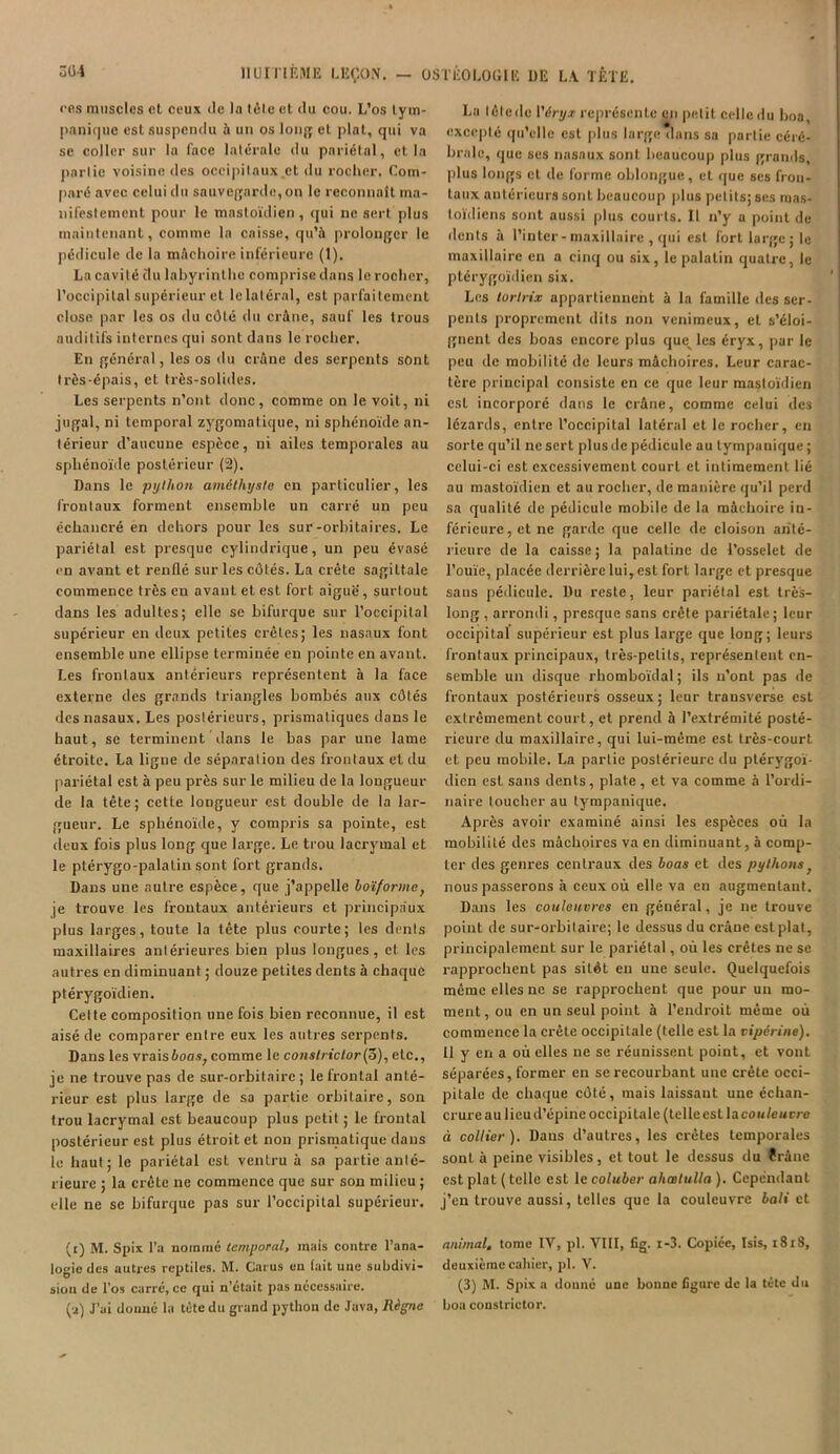 ces muscles et ceux de la tôle et du cou. L’os lym- panique est suspendu à un os long et plat, qui va se coller sur la face latérale du pariétal, et la partie voisine des occipitaux et du rocher. Com- paré avec celui du sauvegarde, on le reconnaît ma- nifestement pour le mastoïdien, qui ne sert plus maintenant, comme la caisse, qu’à prolonger le pédicule de la mâchoire inférieure (1). La cavité du labyrinthe comprise dans le rocher, l’occipital supérieur et lelaléral, est parfaitement close par les os du côté du crâne, sauf les trous auditifs internes qui sont dans le rocher. En général, les os du crâne des serpents sont très-épais, et très-solides. Les serpents n’ont donc, comme on le voit, ni jugal, ni temporal zygomatique, ni sphénoïde an- térieur d'aucune espèce, ni ailes temporales au sphénoïde postérieur (2). Dans le python améthyste en particulier, les frontaux forment ensemble un carré un peu échancré en dehors pour les sur-orbitaires. Le pariétal est presque cylindrique, un peu évasé en avant et renflé sur les côtés. La crête sagittale commence très en avanL et est fort aiguë, surtout dans les adultes; elle se bifurque sur l’occipital supérieur en deux petites crêtes; les nasaux font ensemble une ellipse terminée en pointe en avant. Les frontaux antérieurs représentent à la face externe des grands triangles bombés aux côtés des nasaux. Les postérieurs, prismatiques dans le haut, se terminent dans le bas par une lame étroite. La ligne de séparation des frontaux et du pariétal est à peu près sur le milieu de la longueur de la tête; cette longueur est double de la lar- gueur. Le sphénoïde, y compris sa pointe, est deux fois plus long que large. Le trou lacrymal et le ptérygo-palalin sont fort grands. Dans une autre espèce, que j’appelle boïforme, je trouve les frontaux antérieurs et principaux plus larges, toute la tête plus courte; les dents maxillaires antérieures bien plus longues, et les autres en diminuant ; douze petites dents à chaque ptérygoïdien. Cette composition une fois bien reconnue, il est aisé de comparer entre eux les autres serpents. Dans les vrais ions, comme le conslrictor[3), etc., je ne trouve pas de sur-orbitaire; le frontal anté- rieur est plus large de sa partie orbitaire, son trou lacrymal est beaucoup plus petit ; le frontal postérieur est plus étroit et non prismatique dans le haut; le pariétal est ventru à sa partie anté- rieure ; la crête ne commence que sur son milieu ; elle ne se bifurque pas sur l’occipital supérieur. (i) M. Spix Ta nommé temporal, mais contre l’ana- logie des autres reptiles. M. Carus eu tait une subdivi- siou de l’os carré, ce qui n’était pas nécessaire. (à) J’ai donné la tète du grand python de Java, Règne La lôtede Véryx représente en petit celle du boa, excepté qu’elle est plus large dans sa partie céré- brale, que scs nasaux sont beaucoup plus grands plus longs et de forme oblongue, et que ses fron- taux antérieurs sont beaucoup plus petits; ses mas- toïdiens sont aussi plus courts. Il n’y a point de dents à l’inter- maxillaire , qui est fort large; le maxillaire en a cinq ou six, le palatin quatre, le ptérygoïdien six. Les torlrix appartiennent à la famille des ser- pents proprement dits non venimeux, et s’éloi- gnent des boas encore plus quelles éryx, par le peu de mobilité de leurs mâchoires. Leur carac- tère principal consiste en ce que leur mastoïdien est incorporé dans le crâne, comme celui dc3 lézards, entre l’occipital latéral et le rocher, en sorte qu’il ne sert plus de pédicule au tympanique; celui-ci est excessivement court et intimement lié au mastoïdien et au rocher, de manière qu’il perd sa qualité de pédicule mobile de la mâchoire in- férieure , et ne garde que celle de cloison anté- rieure de la caisse; la palatine de l’osselet de l’ouïe, placée derrière lui, est fort large et presque sans pédicule. Du reste, leur pariétal est très- long , arrondi, presque sans crête pariétale ; leur occipital supérieur est plus large que long; leurs frontaux principaux, très-petits, représentent en- semble un disque rbomboïdal ; ils n’ont pas de frontaux postérieurs osseux; leur trausverse est extrêmement court, et prend à l’extrémité posté- rieure du maxillaire, qui lui-même est très-court et peu mobile. La partie postérieure du plérygoï- dicn est sans dents, plate, et va comme à l’ordi- naire toucher au tympanique. Après avoir examiné ainsi les espèces où la mobilité des mâchoires va en diminuant, à comp- ter des genres centraux des boas et des pythons, nous passerons à ceux où elle va en augmentant. Dans les couleuvres en général, je ne trouve point de sur-orbitaire; le dessus du crâne est plat, principalement sur le pariétal, où les crêtes ne se rapprochent pas sitôt en une seule. Quelquefois même elles ne se rapprochent que pour un mo- ment, ou en un seul point à l’endroit même où commence la crête occipitale (telle est la vipérine). 11 y en a où elles ne se réunissent point, et vont séparées, former en se recourbant une crête occi- pitale de chaque côté, mais laissant une échan- crure au lieu d’épine occipitale (telle est la cou/encre à collier). Dans d’autres, les crêtes temporales sont à peine visibles, et tout le dessus du ïrâne est plat ( telle est le coluber ahœlulla ). Cependant j’en trouve aussi, telles que la couleuvre bali et animal, tome IV, pl. VIII, fig. i-3. Copiée, Isis, 1818, deuxième cahier, pl. V. (3) M. Spix a donne une bonne figure de la tête du boa constrietor.