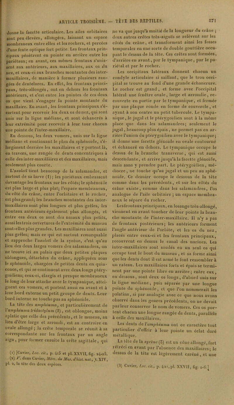 donne la facclle articulaire. Les ailes orbitaires sont peu élevées, allongées, laissant un espace membraneux entre elles et les rochers, et percées d’une fente optique fort petite. Les frontaux prin- cipaux pénètrent en pointe en arrière entre les pariétaux; en avant, ces mêmes frontaux s’unis- sent aux antérieurs, aux maxillaires, aux os du liez, et ceux-ci aux branches montantes dos inter- maxillaires, de manière à former plusieurs ran- j gées de dentelures. En effet, les frontaux princi- paux, très-allongés, ont en dehors les frontaux antérieurs, et c’esL entre les pointes de ces deux i os que vient s’engager la pointe montante du i maxillaire. En avant, les frontaux principaux s’é- j carient pour recevoir les deux os du nez, qui sont unis sur la ligne médiane, et sonL écliancrés à leur extrémité pour recevoir à leur tour chacun une pointe de l’inter-maxillaire. En dessous, les deux vomers, unis sur la ligne médiane et continuant le plan du sphénoïde, s’é- largissent derrière les maxillaires et y portent là, en travers, une rangée de dents concentriques à celle des inter-maxillâires et des maxillaires, mais seulement plus courte. L'axololl tient beaucoup de la salamandre, et surtout de sa larve (1) ; les pariétaux embrassent davantage les frontaux sur les côtés; le sphénoïde est plus large et plus plat; l’espace membraneux, du côté du crâne, entre l’orbitaire et le rocher, est plus grand; les branches montantes des inter- maxillaires sont plus longues et plus grêles, les frontaux antérieurs également plus allongés, et entre ces deux os sont des nasaux plus petits, aussi les trois ouvertures de l’extrémité du museau sont-elles plus grandes. Les maxillaires sont aussi plus grêles; mais ce qui est surtout remarquable et rapproche l'axololl de la syrèue, c’est qu’au lieu des deux larges vomers des salamandres, on ne trouve ici au palais que deux petites plaques oblongues, détachées du crâne, appliquées sous le sphénoïde, chargées de petites dents en quin- conce, et qui se continuent avec deux longs pléry- goïdiens; ceux-ci, élargis et presque membraneux le long de leur attache avec le tympanique, attei- gnent ces vomers, et portent aussi en avant et à leur bord externe un petit groupe de dents. Leur bord interne ne touche pas au sphénoïde. La tête des atnphtuina} et particulièrement de 1 amphtunia Iridactylum (2), est oblongue, moins aplatie que celle des précédents, et le museau, au lieu d’être large et arrondi, est au contraire en ovale allongé ; la crête temporale se réunit à sa correspondante sur les frontaux par un angle aigu, pour former ensuite la crête sagittale, qui (1) [Cuvier, Loc. cil., p. 4i5 et pi. XXVII, fig. 24*20. (2) r. dans Cuvier, Mém. du Mus. d’/iist. nul., t. XIV, pb 2, la tète des deux espèces. ne va que jusqu’à moitié de la longueur du crâne ; deux autres crêtes très-aigues se relèvent sur les côtés du crâne, et transforment ainsi les fosses temporales en une sorte de double gouttière occu- pant le dessus de la tête. Ces crêtes sont formées, d’arrière en avant, par le tympanique, par le pa- riétal et par le rocher. Les occipitaux latéraux donnent chacun un condyle articulaire si saillant, que le trou occi- pital se trouve au fond d’une grande échancrure. Le rocher est grand , et forme avec l’occipital latéral une fenêtre ovale, large et arrondie, re- couverte en partie par le tympanique, et fermée par une plaque ronde en forme de couvercle , et ayant à son centre un petit tubercule. Le lympa- nique, le jugal et le ptérygoïdien sont à la même place que dans les salamandres; seulement le jugal, beaucoup plus épais , ne permet, pas en ar- rière l’union du ptérygoïdien avec le tympanique; il donne une facette glénoïde en ovale contourné cl échancré en dehors. Le tympanique occupe le dessus de la branche transverse , qui est aussi descendante, et arrive jusqu’à la facette glénoïde, mais sans y prendre part. Le ptérygoïdien, mé- diocre, 11e touche qu’au jugal et un peu au sphé- noïde. Ce dernier occupe le dessous de la tête comme dans les précédents, et sur les côtés du crâne existe, comme dans les salamandres, l’os analogue de l’aile orbitaire ; un espace membra- neux le sépare du rocher. Lesfrontaux principaux, en losange très-allongé, viennent en avant toucher de leur pointe la bran- che montante de l’inter-maxillaire. Il n’y a pas de frontaux postérieurs; les antérieurs forment l’angle antérieur de l’orbite, et les os du nez, placés entre ceux-ci et les irontaux principaux, recouvrent en dessus le canal des narines. Les inter-maxillaires sont soudés en un seul os qui occupe tout le bout du museau , et sa forme ainsi que les dents dont il esL armé le font ressembler à un rateau. Les maxillaires forts et épaisse termi- nent par une pointe libre en arrière; entre eux, en dessous, sont deux os longs, d’abord unis sur la ligne médiane, puis séparée par une longue pointe du sphénoïde, et que l’on nommerait les palatins, si par analogie avec ce que nous avons observé dans les genres précédents, on ne devait pas leur conserver le nom de vomers. Ces os por- tent chacun une longue rangée de dents, parallèle à celle des maxillaires. Les dents de Vamphiuma ont ce caractère tout particulier d'offrir à leur pointe un éclat doré métallique. La tête de la sijrènc (ô) est un cône allongé, fort 1 étréci en avant par l’absence tics maxillaires; le dessus de la tète est légèrement caréné, et une