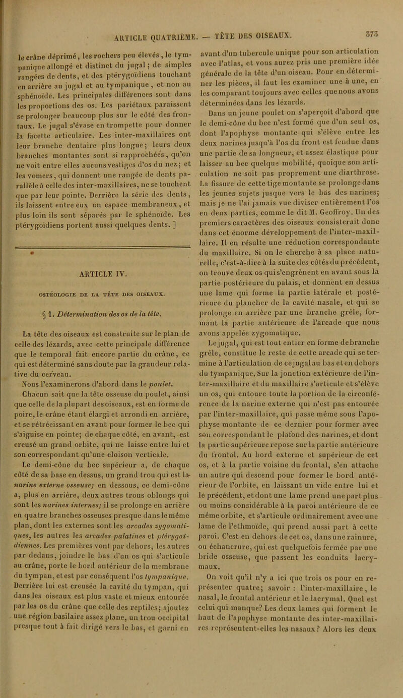 le crâne déprimé, les rochers peu élevés , le lym- panique allongé et distinct du jugal ; de simples rangées de dents, et des ptérygoïdiens touchant en arrière au jugal et au tympanique , et non au sphénoïde. Les principales différences sont dans les proportions des os. Les pariétaux paraissent se prolonger beaucoup plus sur le côté des fron- taux. Le jugal s’évase en trompette pour donner la facette articulaire. Les inter-maxillaires ont leur branche dentaire plus longue; leurs deux branches montantes sont si rapprochées, qu’on ne voit entre elles aucuns vestiges d’os du nez; et les vomers, qui donnent une rangée de dents pa- rallèle à celle des inter-maxillaires, ne se touchent que par leur pointe. Derrière la série des dents, ils laissent entre eux un espace membraneux, et plus loin ils sont séparés par le sphénoïde. Les pléiygoïdiens portent aussi quelques dents. ] ARTICLE IV. OSTÉOLOGrE DE LA TETE DES OISEAUX. § 1. Détermination des os de la tête. La tête des oiseaux est construite sur le plan de celle des lézards, avec cette principale différence que le temporal fait encore partie du crâne, ce qui est déterminé sans doute par la grandeur rela- tive du cerveau. Nous l’examinerons d’abord dans le poulet. Chacun sait que la tête osseuse du poulet, ainsi que celle de la plupart desoiseaux, est en forme de poire, le crâne étant élargi et arrondi en arrière, et se rétrécissant en avant pour former le bec qui s’aiguise en pointe; de chaque côté, en avant, est creusé un grand orbite, qui ne laisse entre lui et son correspondant qu’une cloison verticale. Le demi-cône du bec supérieur a, de chaque côté de sa base en dessus, un grand trou qui est la- narine externe osseuse; en dessous, ce demi-cône a, plus en arriére, deux autres trous oblongs qui sont les narines internes; il se prolonge en arrière en quatre branches osseuses presque dans le même plan, dont les externes sont les arcades zygomati- ques, les autres les arcades palatines et ptérygoï- diennes. Les premières vont par dehors, les autres par dedans, joindre le bas d’un os qui s’articule au crâne, porle le bord antérieur de la membrane du tympan, etest par conséquent l’os tympanique. Derrière lui est creusée la cavité du tympan, qui dans les oiseaux est plus vaste et mieux entourée parles os du crâne que celle des reptiles; ajoutez une région basilaire assez plane, un trou occipital presque tout à fait dirigé vers le bas, et garni en 57Ô avant d’un tubercule unique pour son articulation avec l’atlas, et vous aurez pris une première idée générale de la tète d’un oiseau. Pour en détermi- ner les pièces, il faut les examiner une à une, en les comparant toujours avec celles que nous avons déterminées dans les lézards. Dans un jeune poulet on s’aperçoit d’abord que le demi-cône du bec n’est formé que d’un seul os, dont l’apophyse montante qui s’élève entre les deux narines jusqu’à l’os du Iront est fendue dans une partie de sa longueur, et assez élastique pour laisser au bec quelque mobilité, quoique son arti- culation ne soit pas proprement une diarthrose. La fissure de cette tige montante se prolonge dans les jeunes sujets jusque vers le bas des narines; mais je ne l’ai jamais vue diviser entièrement l’os en deux parties, comme le dit M. Geoffroy. Un des premiers caractères des oiseaux consisterait donc dans cet énorme développement de l’inter-maxil- laire. Il en résulte une réduction correspondante du maxillaire. Si on le cherche à sa place natu- relle, c’est-à-dire à la suite des côtés du précédent, ou trouve deux os qui s’engrènent en avant sous la partie postérieure du palais, et donnent en dessus une lame qui forme la partie latérale et posté- rieure du plancher de la caviLé nasale, et qui se prolonge en arrière par une branche grêle, for- mant la partie antérieure de l’arcade que nous avons appelée zygomatique. Lejugal, qui est tout entier en forme débranche grêle, constitue le reste de celle arcade qui se ter- mine à l’articulation de cejugalau bas et en dehors du tympanique. Sur la jonction extérieure de l’in- ter-maxillaire et du maxillaire s’articule et s’élève un os, qui entoure toute la portion de la circonfé- rence de la narine externe qui n’est pas entourée par l’inter-maxillaire, qui passe même sous l’apo- physe montante de ce dernier pour former avec son correspondant le plafond des narines, et dont la partie supérieure repose sur la partie antérieure du frontal. Au bord externe et supérieur de cet os, et à la partie voisine du frontal, s’en attache un autre qui descend pour former le bord anté- rieur de l’orbite, en laissant un vide entre lui et le précédent, etdont une lame prend uneparlplus ou moins considérable à la paroi antérieure de ce même orbite, et s’articule ordinairement avec une lame de l’elhmoïdc, qui prend aussi part à celte paroi. C’est en dehors de cet os, dans une rainure, ou échancrure, cjui est quelquefois fermée par une bride osseuse, que passent les conduits lacry- maux. On voit qu’il n’y a ici que trois os pour en re- présenter quatre; savoir: l’inler-maxillaire, le nasal, le frontal antérieur et le lacrymal. Quel est celui qui manque? Les deux lames qui forment le haut île l’apophyse montaule des inter-maxillai- res représentent-elles les nasaux? Alors les deux