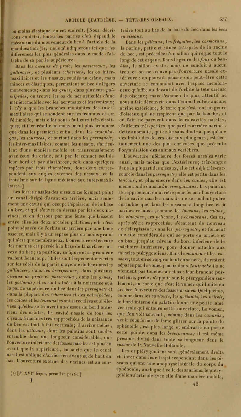 ou moins élastique en cet endroit. [Nous décri- rons en détail toutes les parties d’où dépend le mécanisme du mouvement du bec à l’article de la manducation (1) ; nous n’indiquerons ici que les différences les plus générales dans le mode d’at- tache de sa partie supérieure. Dans les oiseaux rie proie, les passereaux, les gallinacés, et plusieurs échassiers, les os inter- maxillaires et les nasaux, soudés au crâne, mais minces et élastiques, permettent au bec de légers mouvements; dans les grues, dans plusieurs pal- mipèdes, on trouve les os du nez articulés d’une manièremobile avec les lacrymaux et les frontaux ; il n’y a que les branches montantes des inter- maxillaires qui se soudent sur les frontaux et sur l’éthmoide, mais elles sont d’ailleurs très-élasti- ques, et il en résulte un mouvement plus prononcé que dans les premiers ; enfin , dans les crotopha- gas, les touracos, et surtout dans les perroquets, les inter-maxillaires, comme les nasaux, s’articu- lent d’une manière mobile et transversalement avec ceux du crâne, soit par le contact seul de leur bord et par diarthrose, soit dans quelques espèces par trois charnières, dont deux corres- pondent aux angles externes des nasaux, et la troisième sur la ligne médiane aux inter-maxil- laires. ] Les fosses nasales des oiseaux ne forment point un canal dirigé d’avant en arrière, mais seule- ment une cavité qui occupe l’épaisseur de la base du bec, et qui s’ouvre en dessus par les deux na- rines, et en dessous par une fénte que laissent entre elles les deux arcades palatines; elle n’est point séparée de l’orbite en arrière par une lame osseuse, mais il y a un espace plus ou moins grand qui n’est que membraneux. L’ouverture extérieure des narines est percée à la base de la surface con- vexe du bec ; sa position, sa figure et sa grandeur varient beaucoup. [Elles sont largement ouvertes sur les côtés de la partie moyenne du bec dans les gallinacés, dans les hrévipennes, dans plusieurs oiseaux de proie et passereaux, dans les grues, les goélands; elles sont situées à la naissance et à la partie supérieure du bec dans les perroquets et dans la plupart des échassiers et des palmipèdes ; les calaos et les toucans les ontsi reculées et. si éle- vées qu’elles se trouvent au-dessus du bord anté- rieur des orbites. La cavité nasale de tous les oiseaux à narines très-rapprochécs de la naissance du bec est tout à lait verticale; il arrive même, dans les pélicans, dont les palatins sont soudés ensemble dans une longueur considérable, que 1 ouverture inférieure des losses nasales est plus en avant que la supérieure, en sorte que le canal nasal est oblique d’arrière en avant et de haut en bas. L’ouverture externe des narines est au con- (r) [A'. XVIe leçon, première partie.] 1 traire tout au bas de la base du bec dans les Lecs en ciseaux. Dans les pélicans, les frégattes, les cormorans , la narine, petite et située très-près de la racine du bec, est précédée d’un sillon qui règne tout le long de cet organe. Dans le genre des fous ou bon- lies, le sillon existe , mais ne conduit à aucun trou, et on ne trouve pas d’ouverture nasale ex- térieure : on pouvait penser que peut-être cette ouverture se confondait avec l’espace membra- neux qu’offre au-devant de l’orbite la tête osseuse des oiseaux; mais l’examen le plus attentif ne nous a fait découvrir dans l’animal entier aucune narine extérieure, de sorte que c’est tout un genre d’oiseaux qui ne respirent que par la bouche, cl où l’air ne parvient dans leurs cavités nasales , d’ailleurs très-petites, que par les arrière-narines. Cette anomalie, qui se lie sans doute à quelqu’une des habitudes de ces oiseaux plongeurs, est cer- tainement une des plus curieuses que présente l’organisation des animaux vertébrés. L’ouverture inférieure des fosses nasales varie aussi, mais moins que l’extérieure; très-longue dans la plupart des oiseaux, elle est déjà très-rac- courcie dans \es perroquets ; elle est petite dans les toucans, et plus encore dans les calaos; elle est même ronde dans le buceros galeatus. Les palatins se rapprochent en arrière pour fermer l'ouverture de la cavité nasale; mais ils ne se soudent guère ensemble que dans les oiseaux à long bec et à narines reculées, comme les toucans, les calaos, les cigognes , les pélicans, les cormorans. Ces os, après s’être rapprochés, s’écartent de nouveau en s’élargissant, dans les perroquets, et forment une aile considérable qui se porte en arrière et en bas, jusqu’au niveau du bord inférieur-de la mâchoire inférieure, pour donner attache aux muscles ptérygoïdiens, Dans le nandou et les ca- soars, tout en se rapprochant en arrière, ils restent séparés par le vomer; mais dans l’autruche ils ne viennent pas toucher à cet os : leur branche pos- térieure, grêle, s’appuie sur le plérygoïdien seu- lement, en sorte que c’est le vomer qui limite en arrière l’ouverture des fosses nasales. Quelquefois, comme dans les vautours, les goélands, les pétrels, le bord interne du palatin donne une petite lame verticale qui entoure cette ouverture. Le vomer, que Ion voit souvent, comme dans les canards , venir sous forme de lame glisser sur la pointe du sphénoïde, est plus large et embrasse en partie cette pointe dans les hrévipennes ; il est même presque divisé dans toute sa longueur dans le casoar de la Nouvelle-Hollande. Les os ptérygoïdiens sont généralement droits et libres dans leur trajet : cependant dans les oi- seaux qui ont une apophyse latérale du corps du sphénoïde, analogue à celle des sauriens, le ptéry- goïdicn s articule avec elle d’une manière mobile, 4ü