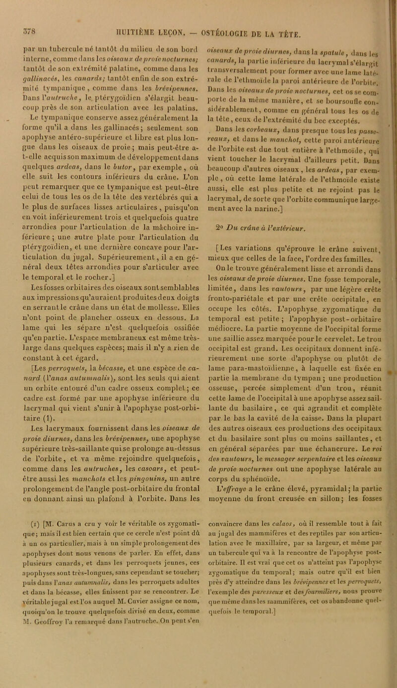 par un tubercule né tantôt du milieu de son bord interne, comme dans les oiseaux doprote nocturnes; tantôt de son extrémité palatine, comme dans les gallinacés, les canards; tantôt enfin de son extré- mité tympanique, comme dans les brésiliennes. Dans Vautrucho, le. ptérygoïdien s’élargit beau- coup près de son articulation avec les palatins. Le tympanique conserve assez généralement la forme qu’il a dans les gallinacés; seulement son apophyse antéro-supérieure et libre est plus lon- gue dans les oiseaux de proie; mais peut-être a- t-elle acquisson maximum de développemcntdans quelques ardeas, dans le butor, par exemple , où elle suit les contours inférieurs du exâne. L’on peut remarquer que ce tympanique est peut-être celui de tous les os de la tête des vertébrés qui a le plus de surfaces lisses articulaires , puisqu’on eu voiL inférieurement trois et quelquefois quatre arrondies pour l’articulation de la mâchoire in- férieure ; une autre plate pour l’articulation du ptérygoïdien, et une dernière concave pour l’ar- ticulation du jugal. Supérieurement, il a en gé- néral deux têtes ai'rondies pour s’articuler avec le temporal et le rocher.] Lesfosses orbitaires des oiseaux sonlsemblables aux impressions qu’auraient produitesdeux doigts en serrant le crâne dans un état de mollesse. Elles u’onL point de plancher osseux en dessous. La lame qui les sépare n’est quelquefois ossifiée qu’en partie. L’espace membraneux est même très- large dans quelques espèces; mais il n’y a rien de constant à cet égard. [Les perroquets, la bécasse, et une espèce de ca- nard (l'anas autuvmalis), sont les seuls qui aient un orbite entouré d’un cadre osseux complet; ce cadre est formé par une apophyse inférieure du lacrj'mal qui vient s’unir à l’apophyse post-orbi- taire (1). Les lacrymaux fournissent dans les oiseaux de proie diurnes, dans les brévipennes, une apophyse supérieure très-saillante qui se prolonge au-dessus de l’orbite, et va même rejoindre quelquefois, comme dans les autruches, les casoars, et peut- être aussi les manchots et les pingouins, un autre prolongement de l’angle post-orbitaix-e du frontal en donnant ainsi un plafond à l’orbite. Dans les (i) [M. Carus a cru y voir le véritable os zygomati- que; mais il est bien certain que ce cercle n’est point dâ à un os particulier, mais à un simple prolongement des apophyses dont nous venons de parler. Eu effet, dans plusieurs canards, et dans les perroquets jeunes, ces apophyses sont très-longues, sans cependant se toucher; puis dans l'anas autumnalis, dans les perroquets adultes et dans la bécasse, elles Unissent par se rencontrer. Le véritable jugal est l’os auquel M. Cuvier assigne ce nom, quoiqu’on le trouve quelquefois divisé en deux, comme M. Geoffroy l’a remarqué dans l'autruche. On peut s’en oiseaux de proie diurnes, dans la spatule, dans les canards, la partie inférieure du lacrymal s’élargit transversalement pour former avec une lame laté- rale de l’ethmoïde la paroi antérieure de l’orbite. Dans les oiseaux de proie nocturnes, cet os se com- porte de la même manière, et se boursoufle con- sidérablement, comme en général tous les os de la tète , ceux de l’extrémité du bec exceptés. Dans les corbeaux, dans presque tous les passe- reaux, et dans le manchot, celte pai’oi antérieure de l’orbite est due tout entière à l’cthmoïde, qui vient loucher le lacrymal d’ailleurs petit. Dans beaucoup d’autres oiseaux , les ardeas, par exem- ple , où cette lame latéi'alc de l’ethmoïde existe aussi, elle est plus petite et ne rejoint pas le lacrymal, de sorte que l’orbite communique large- ment avec la narine.] 2° Du crâne à l’extérieur. [Les variations qu’éprouve le crâne suivent, mieux que celles de la face, l’ordre des familles. On le trouve généralement lisse et arrondi dans les oiseaux de proie diurnes. Une fosse temporale, limitée, dans les vautours, par une légère crête fronto-pariétale et par une crête occipitale, en occupe les côtés. L’apophyse zygomatique du temporal est petite; l’apophyse post-orbitaire médiocre. La partie moyenne de l’occipital forme une saillie assez mai’quée pour le cervelet. Le trou occipital est grand. Les occipitaux donnent infé- rieurement une sorte d’apophyse ou plutôt de lame para-mastoïdienxie, à laquelle est fixée en partie la membrane du tympan; une production osseuse, percée simplement d’un trou, réunit cette lame de l’occipital à une apophyse assez sail- lante du basilaii'e, ce qui agrandit et complète par le bas la cavité de la caisse. Dans la plupart des autres oiseaux ces productions des occipitaux et du basilaire sont plus ou moins saillantes, et en général séparées par une échancrure. Le roi des vautours, le messager serpentaire et les oiseaux de proie nocturnes ont une apophyse latérale au corps du sphénoïde. L'effraye a le crâne élevé, pyramidal; la partie moyenne du front cx'eusée en sillon; les fosses convaincx’e dans les calaos, où il ressemble tout à fait au jugal des mammifères et des reptiles par sou articu- lation avec le maxillaire, par sa largeur, et même par un tubercule qui va à la rencontre de l’apophyse post- orbitaire. Il est vrai que cet os n’atteint pas l’apophyse zygomatique du temporal ; mais outre qu’il est bien près d’y atteindre dans les brévipennes et les perroquets, l’exemple des paresseux et desfourmiliers, nous prouve que même dans les mammifères, cet os abandonne quel- quefois le temporal.]